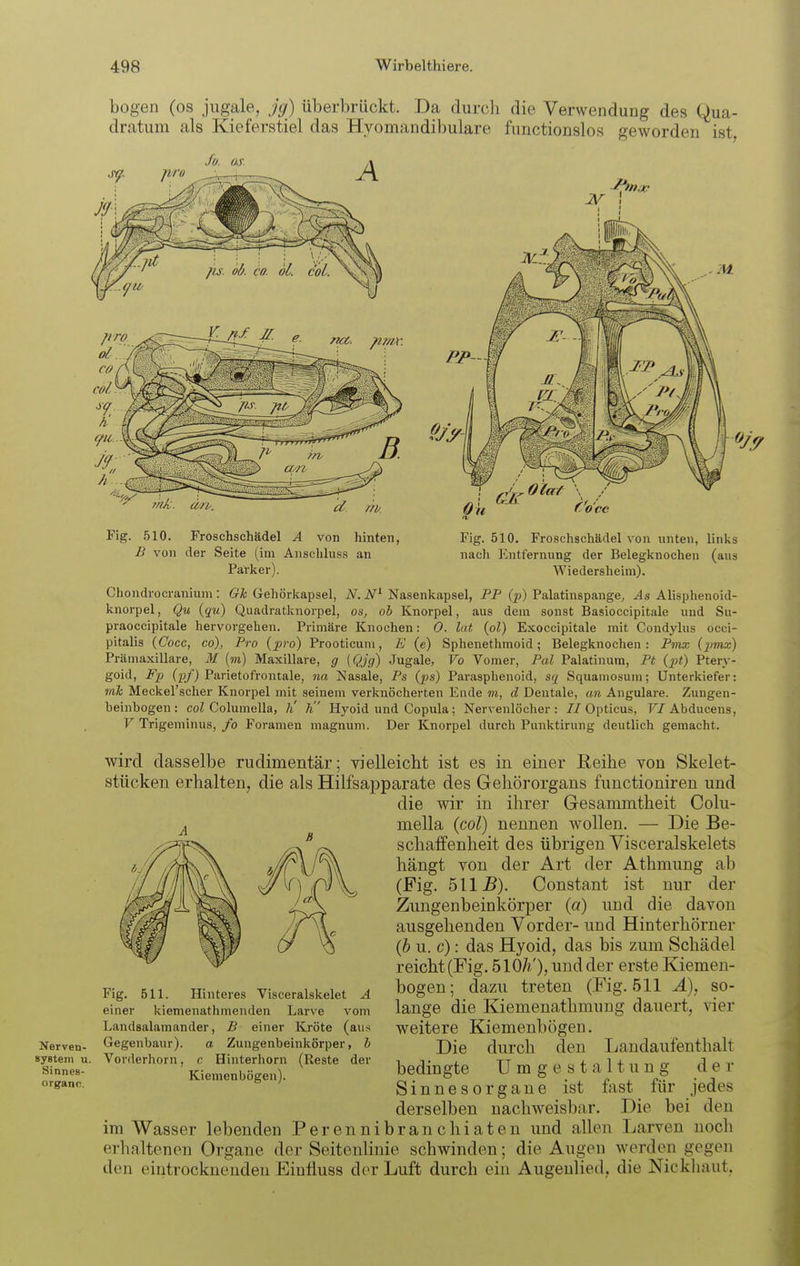 bogen (OS jugale, jg) überbrückt. Da durcli die Verwendung des Qua- dratum als Kieferstiel das Hyomandibulare fiinctionslos geworden ist, Fig. .510. Froschschädel A von hinten, Fig. 510. Froschschädel von unten, links B von der Seite (im Anscliluss an nach Entfernung der Belegknochen (aus Parker). Wiedersheim). Chondrocraniuni: CrA Gehörliapsel, iV. Nasenkapsel, PP Q?) Palatinspange, Alisphenoid- knorpel, Qu (qu) Quadratknorpel, os, ob Knorpel, aus dem sonst Basioccipitale und Su- praoccipitale hervorgehen. Primäre Knochen: 0. lat (ol) Exoccipitale mit Condj'lus occi- pitalis {Cocc, co), Pro {pro) Prooticum, E (e) Sphenethmoid; Belegknochen: Pmx (jjmx) Främaxillare, M (m) Maxillare, g (Qjg) Jugale, Vo Vomer, Pal Palatinum, Pt {pt) Ptery- goid, P'p (pf) Parietofrontale, na Nasale, Ps (^js) Parasphenoid, sq Squaniosuni; Unterkiefer: mh Meckel'scher Knorpel mit seinem verknöcherten Ende m, d Dentale, an Angulare. Zungen- beinbogen : coZ Columella, h' K' Hyoid und Copula; Nervenlöcher: //Opticus, F/Abducens, V Trigeminus, fo Foramen magnum. Der Knorpel durch Punktirung deutlich gemacht. wird dasselbe rudimentär; vielleicht ist es in einer Reihe von Skelet- stücken erhalten, die als Hilfsapparate des Gehörorgans functioniren und die wir in ihrer Gesammtheit Colu- mella {col) nennen wollen. — Die Be- schaffenheit des übrigen Visceralskelets hängt von der Art der Athmung ab (Fig. 5115). Constant ist nur der Zungenbeinkörper (a) und die davon ausgehenden Vorder- und Hinterhörner {b u. c): das Hyoid, das bis zum Schädel reicht (Fig. 510/?/), und der erste Kiemen- bogen; dazu treten (Fig. 511 Ä), so- lange die Kiemenathmung dauert, vier weitere Kiemenbögen. Die durch den Landaufenthalt bedingte Umgestaltung der Sinnesorgane ist fast für jedes derselben nachweisbar. Die bei den im Wasser lebenden Perennibranchiaten und allen Larven noch erhaltenen Organe der SeitenUnie schwinden; die Augen werden gegen den eintrocknenden Einfiuss der Luft durch eüi Augeulied, die Nickliaut, Fig. 511. Hinteres Visceralskelet A einer kiemenathmenden Larve vom Landsalamander, B einer Kröte (aus Nerven- Gegenbaur). a Zungenbeinkörper, h System u. Vorderhorn, c Hinterhorn (Reste der Kiemenbögen).