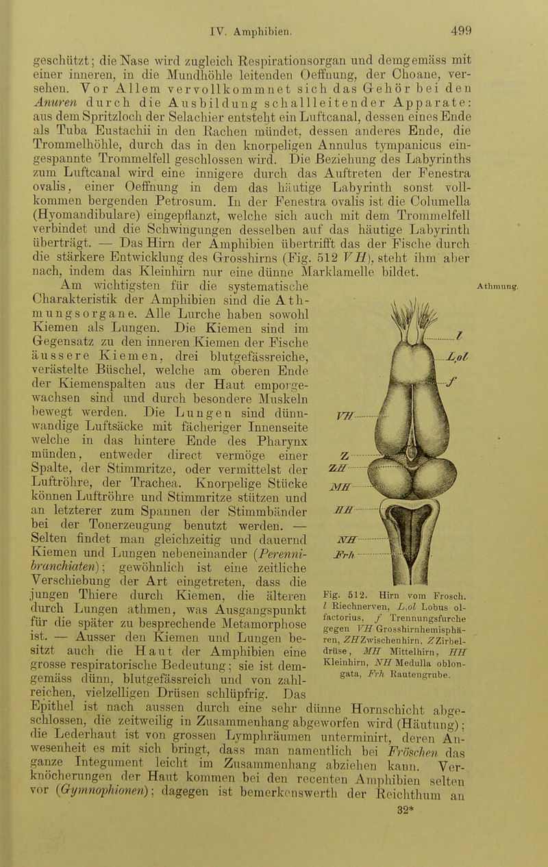 Zol geschützt; die Nase wird zugleich Respirationsorgan und demgemäss mit einer inneren, in die Mundhöhle leitenden Oeffnung, der Choane, ver- sehen. Vor Allem vervollkommnet sich das Grehör bei den Amcren durch die Ausbildung schallleitender Apparate: aus dem Spritzloch der Selachier entsteht ein Luftcanal, dessen eines Ende als Tuba Eustachii in den Rachen mündet, dessen anderes Ende, die Trommelhöhle, durch das in den knorpeligen Annulus tympanicus ein- gespannte Trommelfell geschlossen wird. Die Beziehung des Labyrinths zum Luftcanal wird eine innigere durch das Auftreten der Fenestra ovalis, einer Oeffnung in dem das häutige Labyrinth sonst voll- kommen bergenden Petrosum. In der Fenestra ovalis ist die Columella (Hyomandibulare) eingepflanzt, welche sich auch mit dem Trommelfell verbindet und die Schwingungen desselben auf das häutige Labyrinth überträgt. — Das Hirn der Amphibien übertrifft das der Fische durch die stärkere Entwicklung des Grosshirns (Fig. 512 VH), steht ihm aber nach, indem das Kleinhirn nur eine dünne Marklamelle bildet. Am wichtigsten für die systematische Charakteristik der Amphibien sind die Ath- mungsorgane. Alle Lurche haben sowohl Kiemen als Lungen. Die Kiemen sind im Gegensatz zu den inneren Kiemen der Fische äussere Kiemen, drei blutgefässreiche, verästelte Büschel, welche am oberen Ende der Kiemenspalten aus der Haut emporge- wachsen sind und durch besondere Muskeln bewegt werden. Die Lungen sind dünn- wandige Luftsäcke mit fächeriger Innenseite welche in das hintere Ende des Pharynx münden, entweder direct vermöge einer Spalte, der Stimmritze, oder vermittelst der Luftröhre, der Trachea. Knorpelige Stücke können Luftröhre und Stimmritze stützen und an^ letzterer zum Spannen der Stimmbänder bei der Tonerzeugung benutzt werden. — Selten findet man gleichzeitig und dauernd Kiemen und Lungen nebeneinander (Perenni- hranchiaten); gewöhnlich ist eine zeitliche Verschiebung der Art eingetreten, dass die jungen Thiere durch Kiemen, die älteren durch Lungen athmen, was Ausgangspunkt für die später zu besprechende Metamorphose ist. — Ausser den Kiemen und Lungen be- sitzt aucli die Haut der Amphibien eine grosse respiratorische Bedeutung; sie ist dem- gemäss dünn, blutgefässreich und von zahl- reichen, vielzelligen Drüsen schlüpfrig. Das Epithel ist nach aussen durch eine sehr dünne Hornschicht abo-e- schlossen, die zeitweilig in Zusammenhang abgeworfen wird (Häutung); die Lederhaut ist von grossen Lymphräumen unterminirt, deren An- wesenheit es mit sich bringt, dass man namentlich bei Fröschen das ganze Integument leicht im Zusammenhang abziehen kann. Ver- knöcherungen der Haut kommen bei den recenten Amphibien selten vor {GymnojpMonen); dagegen ist bemerkonswertli der Eeichthum au 32* Fig. 512. Hirn vom Frosch. l Riechnerven, L,ol Lobus ol- factorius, / Treunungsfurche gegen VH Grosshirnhemisphä- ren, .^S'Zwischenhirn, ZZirbel- drUse, MH Mittelhirn, HH Kleinhirn, iV^fl Medulla oblon- gata, Frh Rautengnibe. Athmung.