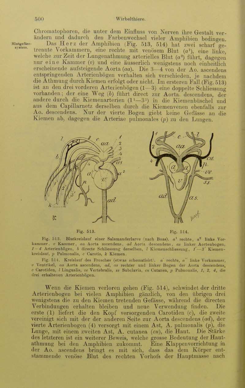 Chroniatophoren, die unter dem Einfluss von Nerven ihre Gestalt ver- ändern und dadurch den Farbenwechsel vieler Amphibien bedingen. ^Äm Herz der Amphibien (Fig. 513, 514) hat zwei scharf ge- trennte Vorkammern, eine rechte mit venösem Blut eine linke, welche zur Zeit der Lungenathmung arterielles Blut (a^) führt, dagegen nur eine Kammer (v) und eine äusserlich wenigstens noch einheitlich erscheinende aufsteigende Aorta (aa). Die 3—4 von der Ao. ascendens entspringenden Arterienbögeu verhalten sich verschieden, je nachdem die Athmung diu-ch Kiemen erfolgt oder nicht. Im ersteren Fall (Fig. 513) ist an den drei vorderen Arteiienbögen (1—3) eine doppelte Schliessung vorhanden; der eine Weg (b) führt direct zur Aorta, descendens, der andere durch die Kiemenarterien (1^—30 in die Kiemenbüschel und aus dem Capillarnetz derselben durch die Kiemenvenen ebenfalls zur Ao. descendens. Nur der vierte Bogen giebt keine (refässe an die Kiemen ab,, dagegen die Arteriae pulmonales (j)) zu den Lungen. Fig. 513. Fig. 514. Fig. 513. Blutkreislauf einer Salamanderlarve (nach Boas), a' rechte, linke Vor- kammer. V Kammer, aa Aorta ascendens, ad Aorta descendens, as linker Aortenbogen, 1-4 Arterienbögen, b direete Schliessung derselben, l Kiemenscliliessung, l'—3' Kiemen- kreislauf, p Pulmonalis, c Carotis, h Kiemen. Fig. 514. Kreislauf des Frosches (etwas schematisirt). a' rechte, a linke Vorkammer, /; Ventrikel, aa Aorta ascendens, ad, as rechter und linker Bogen der Aorta descendens, c Carotiden, l Lingualis, ve Vertebralis, ss Subclavia, cu Cutanea, 2> Pulmonalis, i, 2, 4, die drei erhaltenen Arterienbögen. Wenn die Kiemen verloren gehen (Fig. 514), schwindet der dritte Arterienbögen bei vielen Amphibien gänzlich, von den übrigen drei wenigstens die zu den Kiemen tretenden (j-efässe, während die directen Verbindungen erhalten bleiben und neue Verwendung finden. Die erste (1) liefert die den Kopf versorgenden Carotiden (c), die zweite vereinigt sich mit der der anderen Seite zur Aorta descendens (ad), der vierte Arterienbögen (4) versorgt mit einem Ast, A. pulmonalis (p), die Lunge, mit einem zweiten Ast, A. cutanea (cu), die Haut. Die Stärke des letzteren ist ein weiterer Beweis, welche grosse Bedeutung der Haut- athmung bei den Amphibien zukommt. Eine Klappenvorrichtung in der Ao. ascendens bringt es mit sich, dass das dem Körper ent- stammende venöse Blut des rechten Vorhofs der Hauptmasse nach