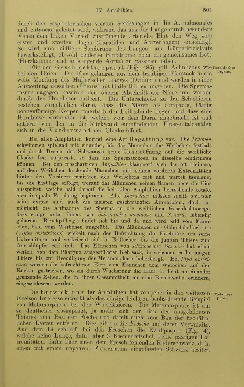 durch den respiratorischen vierten Gefassbogen in die A. pulmonales und cutaneae geleitet wird, während das aus der Lunge durch besondere Venen dem linken Vorhof zuströmende arterielle Blut den Weg zum ersten und zweiten Bogen (Carotiden und Aortenbogen) einschlägt. So wird eine leidliche Sonderung des Lungen- und Körperkreislaufs bewerkstelligt, obwohl beiderlei Blutströme noch ein gemeinsames Bett (Herzkammer und aufsteigende Aorta) zu passiren haben. Für den Geschlechtsapparat (Fig. 485) gilt Aehnliches wieGesohiechtg- bei den Haien. Die Eier gelangen aus dem traubigen Eierstock in die weite Mündung des Müller'schen Ganges (Oviduct) und werden in einer Ausweitung desselben (Uterus) mit Gallerthüllen umgeben. Die Sperma- tozoen dagegen passiren den oberen Abschnitt der Niere und werden durch den Harnleiter entleert. Die Unterschiede zu den Selachieren bestehen vornehmlich darin, dass die Nieren als compacte, häufig bohnenförmige Körper innerhalb der Leibeshöhle liegen und dass eine Harnblase vorhanden ist, welche vor dem Darm angebracht ist und entfernt von den in die Rückwand einmündenden Urogenitalcanälen sich in die Vorderwand der Cloake öffnet. Bei allen Amphibien kommt eine Art Begattung vor. Die Tritonen schwimmen spielend mit einander, bis das Männchen das Weibchen festhält und durch Drehen des Schwanzes seine Cloakenöflfnung auf die weibliche Cloake fest aufpresst, so dass die Spermatozoen in dieselbe eindringen können. Bei den froschartigen Amphibien klammert sich das oft kleinere, auf dem Weibchen hockende Männchen mit seinen vorderen Extremitäten hinter den Vorderextremitäten des Weibchens fest und wartet tagelang, bis die Eiablage erfolgt, worauf das Männchen seinen Samen über die Eier ausspritzt, welche bald darauf die bei allen Amphibien herrschende totale, aber inäquale Furchung beginnen. Alle Batrachier müssen somit ovipar sein; ovipar sind auch die meisten geschwänzten Amphibien, doch er- möglicht die Aufnahme des Sperma in die weiblichen Geschlechtswege, dass einige unter ihnen, wie Salamandra maculosa und S. atra, lebendig gebären. Brutpflege findet sich hie und da und wird bald vom Männ- chen, bald vom Weibchen ausgeübt. Das Männchen der Greburtshelferkröte {Alytes ohstetricaiis) wickelt nach der Befruchtung die Eischnüre um seine Extremitäten und verkriecht sich in Erdlöcher, bis die jungen Thiere zum Ausschlüpfen reif sind. Das Männchen von Rhinoderma Darwini hat einen weiten, von dem Pharynx ausgestülpten Kehlsack, in welchem es die jungen Thiere bis zur Beendigung der Metamorphose beherbergt. Bei Pipa ameri- cana werden die befruchteten Eier vom Männchen dem Weibchen auf den Rücken gestrichen, wo sie durch Wucherung der Haut in dicht an einander grenzende Zellen, die in ihrer Gesammtheit an eine Bienenwabe erinnern, eingeschlossen werden. Die Entwicklung der Amphibien hat von jeher in den weitesten Metamor- Kreisen Interesse erweckt als das einzige leicht zu beobachtende Beispiel von Metamorphose bei den Wirbeltbieren. Die Metamorphose ist um so deutlicher ausgeprägt, je mehr sich der Bau des ausgebildeten Thieres vom Bau der Fische'und damit auch vom Bau der fischähn- lichen Larven entfernt. Dies gilt für die Frösche und deren Verwandte. Aus dem Ei schlüpft bei den Fröschen die Kaulquappe (Fig. 4), welche keine Lunge, dafür aber 3 Kiemenbüschel, keine paarigen Ex- tremitäten, dafür aber einen dem Frosch fehlenden Ruderschwanz, d. h. einen mit einem unpaaren Flossensaum eingefassten Schwanz besitzt.