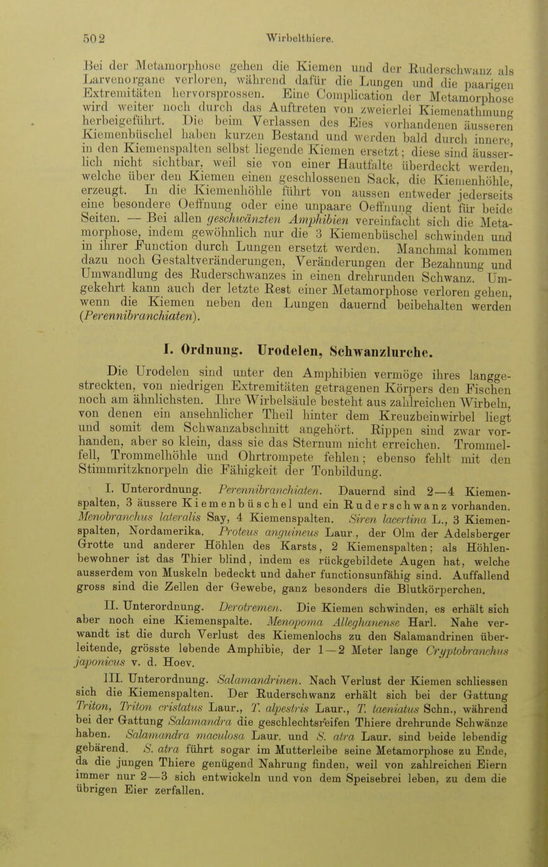 Bei der Metamorphose gehen die Kiemen und der Euderscliwauz als Larvenorgaue verloren, während dafür die Lungen imd die paarigen Extremitäten hervorsprossen. Eine Complication der Metamorphose wird weiter noch durch das Auftreten von zweierlei Kiemenathinung herbeigeführt. Die beim Verlassen des Eies vorhandenen äusseren Kiemenbüschel haben kurzen Bestand und werden bald durch innere in den Kiemenspalten selbst liegende Kiemen ersetzt; diese sind äusser- hch nicht sichtbar, weil sie von einer Hautfalte überdeckt werden welche über den Kiemen einen geschlossenen Sack, die Kienienhöhle' erzeugt. In die Kiemenhöhle führt von aussen entweder jederseits eine besondere Oeffnung oder eine unpaare Oefthung dient für beide Seiten. — Bei allen geschwänzten Amphibien vereinfacht sich die Meta- morphose, indem gewöhnlich nur die 3 Kiemenbüschel schwinden und m ihrer Function durch Lungen ersetzt werden. Manchmal kommen dazu noch Gestaltveränderungen, Veränderungen der Bezahnung und Umwandlung des Buderschwanzes in einen drehrunden Schwanz. Um- gekehrt kann auch der letzte Rest einer Metamorphose verloren gehen, wenn die Kiemen neben den Lungen dauernd beibehalten werden (Perennibranchiaten). I. Ordnung, ürodelen, Schwanzlurche. Die Urodelen sind unter den Amphibien vermöge ihres langge- streckten, von niedrigen Extremitäten getrageneu Körpers den Fischen noch am ähnlichsten. Ihre Wirbelsäule besteht aus zahkeichen Wirbeln, von denen ein ansehnlicher Theil hinter dem Kreuzbeinwirbel Hegt und somit dem Schwanzabschnitt angehört. Bippen sind zwar vor- handen, aber so klein, dass sie das Sternum nicht erreichen. Trommel- fell, Trommelhöhle und Ohrtrompete fehlen; ebenso fehlt mit den Stimmritzknorpeln die Fähigkeit der Tonbildung. I. Unterordnung. Perennibranchiaten. Dauernd sind 2—4 Kiemen- spalten, 3 äussere Kiemenbüschel und ein Ruderschwanz vorhanden. Menohranchus lateralis Say, 4 Kiemenspalten. Siren lacertina L., 3 Kiemen- spalten, Nordamerika. Proteus anguineus Laur., der Olm der Adelsberger Grotte und anderer Höhlen des Karsts, 2 Kiemenspalten; als Höhlen- bewohner ist das Thier blind, indem es rückgebildete Augen hat, welche ausserdem von Muskeln bedeckt und daher functionsunfähig sind. Auffallend gross sind die Zellen der Gewebe, ganz besonders die Blutkörperchen. II. Unterordnung. Derotremen. Die Kiemen schwinden, es erhält sich aber noch eine Kiemenspalte. Menopoma Älleghanense Harb Nahe ver- wandt ist die durch Verlust des Kiemenlochs zu den Salamandrinen über- leitende, grösste lebende Amphibie, der 1 — 2 Meter lange Cryptohranchns jaiponicus v. d. Hoev. III. Unterordnung. Salamandrinen. Nach Verlust der Kiemen schhessen sich die Kiemenspalten. Der Ruderschwanz erhält sich bei der Gattung Triton, Triton cristatus Laur., T. alpestris Laur., T. taeniatus Sehn., während bei der Gattung Salamandra die geschlechtsreifen Thiere drehrunde Schwänze haben. Salmnandra maculosa Laur. und & atra Laur. sind beide lebendig gebärend. S. atra führt sogar im Mutterleibe seine Metamorphose zu Ende, da die jungen Thiere genügend Nahrung finden, weil von zahlreichen Eiern immer nur 2—3 sich entwickeln und von dem Speisebrei leben, zu dem die übrigen Eier zerfallen.