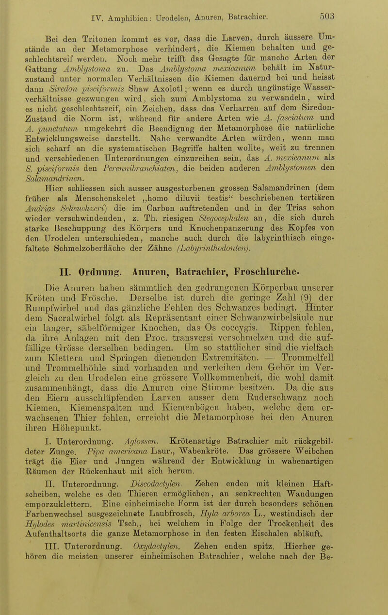 IV. Amphibien: Urodelen, Anuren, Batrachier. Bei den Tritonen kommt es vor, dass die Larven, durch äussere Um- stände an der Metamorphose verhindert, die Kiemen behalten und ge- schlechtsreif werden. Noch mehr trifft das Gresagte für manche Arten der Gattung Ämblijstoma zu. Das Änihlydoma mexicanum behält im Natur- zustand unter normalen Verhältnissen die Kiemen dauernd bei und heisst dann Siredon pisciformis Shaw Axolotl; wenn es durch ungünstige Wasser- vex'hältnisse gezwungen wird, sich zum Amblystoma zu verwandeln, wird es nicht geschlechtsreif, ein Zeichen, dass das Verharren auf dem Siredon- Zustaud die Norm ist, während für andere Arten wie Ä. fasdatum und A. punctahiin umgekehrt die Beendigung der Metamorphose die natürliche Entwicklungsweise darstellt. Nahe verwandte Arten würden, wenn man sich scharf an die systematischen Begriffe halten wollte, weit zu trennen und verschiedenen Unterordnungen einzureihen sein, das Ä. mexicanwn als S. pisciformis den Perennihranchiaten, die beiden anderen Avibhjstomen den Salamandrinen. Hier schliessen sich ausser ausgestorbenen grossen Salamandrinen (dem früher als Menschenskelet ,,homo diluvii testis beschriebenen tertiären Ändrias Scheuchzeri) die im Carbon auftretenden und in der Trias schon wieder verschwindenden, z. Th. riesigen Stegoe&phcüen an, die sich durch starke Beschuppung des Körpers und Knochenpanzerung des Kopfes von den Urodelen unterschieden, manche auch durch die labyrinthisch einge- faltete Schmelzoberfläche der Zähne (Lahyrinthodonten). II. Ordnung. Anuren, Batrachier, Frosehlurche. Die Anuren haben sämmtlich den gedrungenen Körperbau unserer Kröten und Frösche. Derselbe ist durch die geringe Zahl (9) der Rumpfwirbel und das gänzliche Fehlen des Schwanzes bedingt. Hinter dem Sacralwirbel folgt als Repräsentant einer Schwanzwirbelsäiüe nur ein langer, säbelförmiger Knochen, das Os coccygis. Eippen fehlen, da ihre Anlagen mit den Proc. transversi verschmelzen und die auf- fällige Grösse derselben bedingen. Um so stattlicher sind die vielfach zum Klettern und Springen dienenden Extremitäten. — Trommelfell und Trommelhöhle sind vorhanden und verleihen dem Gehör im Ver- gleich zu den Urodelen eine grössere Vollkommenheit, die wohl damit zusammenhängt, dass die Anuren eine Stimme besitzen. Da die ans den Eiern ausschlüpfenden Larven ausser dem Ruderschwanz noch Kjiemen, Kiemenspalten und Kiemenbögen haben, welche dem er- wachsenen Thier fehlen, erreicht die Metamorphose bei den Anuren ihren Höhepunkt. I. Unterordnung. Äglossen. Krötenartige Batrachier mit rückgebil- deter Zunge. Pipa americana Laur., Wabenkröte. Das grössere Weibchen trägt die Eier und Jungen während der Entwicklung in wabenartigen E-äumen der Rückenhaut mit sich herum. n. Unterordnung. Biscodactylen. Zehen enden mit kleinen Haft- scheiben, welche es den Thieren ermöglichen, an senkrechten Wandungen emporzuklettern. Eine einheimische Form ist der durch besonders schönen Farbenwechsel ausgezeichnete Laubfrosch, Ihjla arborea L., westindisch der Hi/lodes martinicensis Tsch., bei welchem in Folge der Trockenheit des Aufenthaltsorts die ganze Metamorphose in den festen Eischalen abläuft. III. Unterordnung. Oxydactylm. Zehen enden spitz. Hierher ge- hören die meisten unserer einheimischen Batrachier, welche nach der Be-