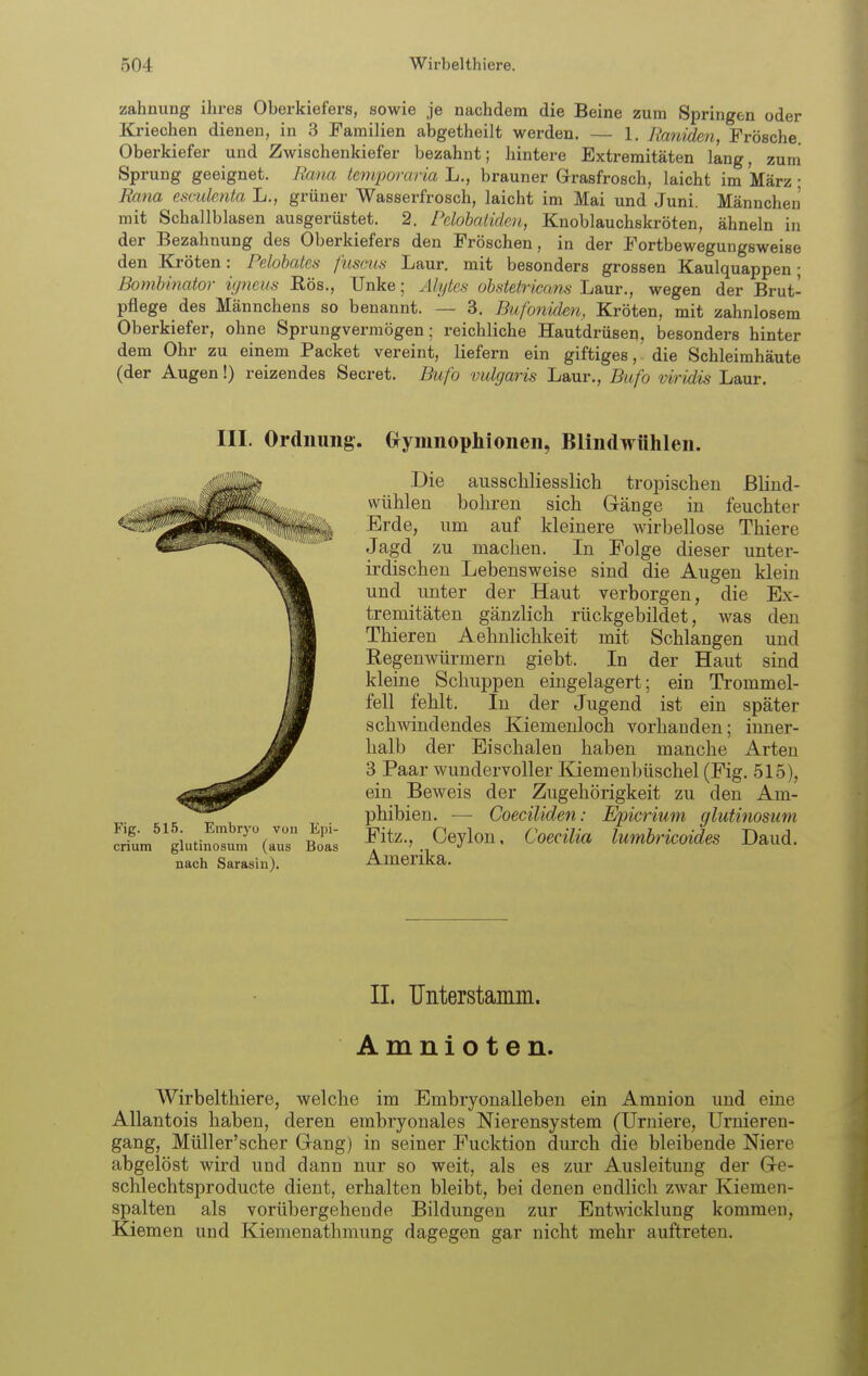 zahnung ihres Oberkiefers, sowie je nachdem die Beine zum Springen oder Kriechen dienen, in 3 Familien abgetheilt werden. — 1. Ranixlen, Frösche Oberkiefer und Zwischenkiefer bezahnt; hintere Extremitäten lang, zum Sprung geeignet. Eana temporaria L., brauner Grasfrosch, laicht im März • Rana esculenta L., grüner Wasserfrosch, laicht im Mai und Juni. Männchen mit Schallblasen ausgerüstet. 2. Pelobatiden, Knoblauchskröten, ähneln in der Bezahnung des Oberkiefers den Fröschen, in der Fortbewegungsweise den Kröten: Pelobcdcn fuseua Laur. mit besonders grossen Kaulquappen • Bomhinator iyneus Bös., Unke; Alytes obstetricam Laur., wegen der Brut- pflege des Männchens so benannt. — 3. Bufoniden, Kröten, mit zahnlosem Oberkiefer, ohne Sprungvermögen; reichliche Hautdrüsen, besonders hinter dem Ohr zu einem Packet vereint, liefern ein giftiges, die Schleimhäute (der Augen!) reizendes Secret. Bufo vulgaris Laur., Bufo viridis Laur. III. Ordnung. G^ymnophionen, Blindwühlen. Fig. 515. Embryo von Epi- crium glutinosum (aus Boas nach Sarasin). Die ausschliesslich trojaischen ßliud- vvühlen bohren sich Gänge in feuchter Erde, um auf kleinere wirbellose Thiere Jagd zu machen. In Folge dieser unter- irdischen Lebensweise sind die Augen klein und unter der Haut verborgen, die Ex- tremitäten gänzlich rückgebildet, was den Thieren Aehnlichkeit mit Schlangen und Regenwürmern giebt. In der Haut sind kleine Schuppen eingelagert; ein Trommel- fell fehlt. In der Jugend ist ein später schwindendes Kiemenloch vorhanden; inner- halb der Eischalen haben manche Arten 3 Paar wundervoller Kiemenbüschel (Fig. 515), ein Beweis der Zugehörigkeit zu den Am- phibien. — Coeciliden: Epicrium glutinosum Fitz., Ceylon, Coecilia lumbricoides Daud. Amerika. II. Unterstamm. Amnioten. Wirbelthiere, welche im Embryonalleben ein Amnion und eine Allantois haben, deren embryonales Nierensystem (Urniere, Urnieren- gang, Müller'scher Grang) in seiner Fucktion durch die bleibende Niere abgelöst wird und dann nur so weit, als es zur Ausleitung der G-e- schlechtsproducte dient, erhalten bleibt, bei denen endlich zwar Kiemen- spalten als vorübergehende Bildungen zur Entwicklung kommen, Kiemen und Kiemenathmung dagegen gar nicht mehr auftreten.
