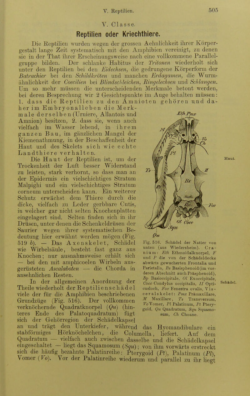 V. Classe. Reptilien oder Kriechthiere. Die Eeptilieii wurden wegen der grossen Aehulicbkeit ihrer Ivörper- gestalt lange Zeit systematisch mit den Amphibien vereinigt, zu denen sie in der That ihrer Erscheinungsweise nach eine vollkommene Parallel- gruppe bilden. Der schlanke Habitus der Tritonen wiederholt sich unter den Reptilien bei den Eidechsen, die gedrungene Körperforui der Batrachier bei den Schildkröten und manchen Erdagamen, die Wurm- ähulichkeit der Coecilien bei Blindschleichen, Ringelechsen und Schlangen. Um so mehr müssen die unterscheidenden Merkmale betont werden, bei deren Besprechung wir 2 Gesichtspunkte im Auge behalten müssen: 1, dass die Reptilien zu den Amnioten gehören und da- her im Embryonalleben die Merk- male derselben (Urniere, Allantois und Amnion) besitzen, 2. dass sie, wenn auch vielfach im Wasser lebend, in ihrem ganzen Bau, im gänzlichen Mangel der Kiemenathmung, in der Beschaffenheit der Haut imd des Skelets sich wie echte Landthiere verhalten. Die Haut der Reptilien ist, um der Trockenheit der Luft besser Widerstand zu leisten, stark verhornt, so dass man an der Epidermis ein vielschichtiges Stratum Malpighi und ein vielschichtiges Stratum corneum unterscheiden kann. Ein weiterer Schutz erwächst dem Tliiere durch die dicke, vielfach zu Leder gerbbare Cutis, in welcher gar nicht selten Knochenplatten eingelagert sind. Selten finden sich in ihr Drüsen, unter denen die Schenkeldrüsen der Saurier wegen ihrer systematischen Be- deutung hier erwähnt Averden mögen (Fig. 519 h). — Das Axenskelet, Schädel wie Wirbelsäule, besteht fast ganz aus Knochen; nur ausnahmsweise erhält sich — bei den mit amphicoelen Wirbeln aus- gerüsteten Ascalaboten — die Chorda in ansehnlichen Resten. In der allgemeinen Anordnung der Theile wiederholt der Reptilienschädel viele der für die Amphibien beschriebenen Grundzüge (Fig. 516). Der vollkommen verknöchernde Quadratknorpel {Qu) (hin- teres Ende des Palatoquadratum) fügt sich der Gehörregion der Schädelkapsel an und trägt den Unterkiefer, während stabförmiges Hörknöchelchen, die Columella, liefert. Auf dem Quadratum — vielfach auch zwischen dasselbe und die Schädelkapsel emgeschaltet — liegt das Squamosum {Squ); von ihm vorwärts erstreckt sich die häufig bezahnte Palatinreihe: Pterygoid {Pt), Palatinum {Pl\, Vomer (Fo). Vor der Palatinreihe wiederum und parallel zu ihr liegt Haut. Fig. 516. Schädel der Natter von unten (aus Wiedersheim). Cra- n i u m : Etil Ethmoidalknorpel, F und P die von der Schädeldecke abwärts gewucherten Frontalia und Parietalia, Bs Basisphenoid (im vor- deren Abschnitt aucliPräsphenoid), B]} Basioccipitale, Ol Exoccipitale, Oocc Condylus occipitalis, II Opti- Sch&del. cusloch, Fov Fenestra ovalis, Vis- ceralskelet: Fmx Prämaxillare, M Maxillare, Ts Transversum, Fo Vomer, VI Palatinum, Ft Ptery- goid, Qu Quadratum, 8qu Squamo- sum, Ch Choane. das Hyomandibulare ein