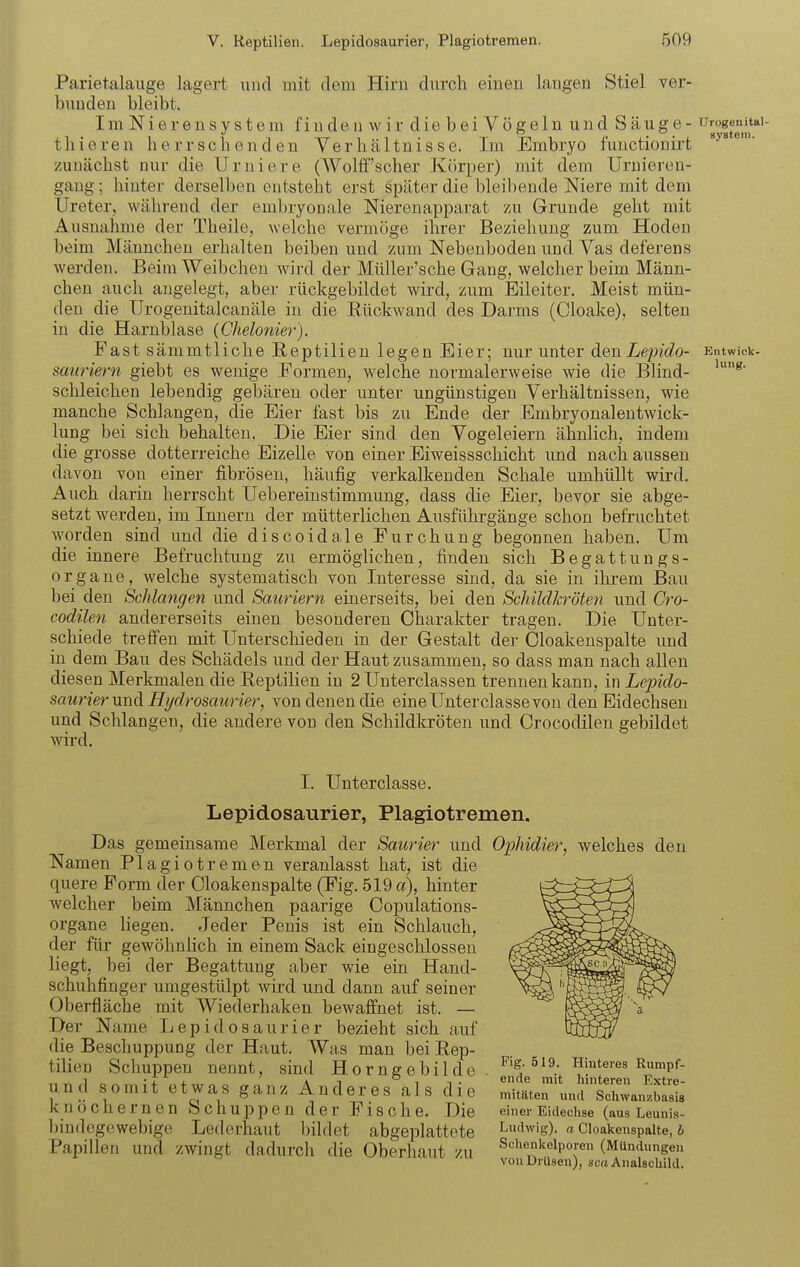Parietalauge lagert und mit dem Hiru durch einen laugen Stiel ver- bunden bleibt. Im Nierensystem findenwirdiebeiVögelnund Säuge - u^^f^*'' t Ii i e r e n herrschenden Verhältnisse. Im Embryo functionirt zunächst nur die Uruiere (Wolff'scher Körper) mit dem Urnieren- gang; hinter derselben entsteht erst später die bleibende Niere mit dem Ureter, während der embryonale Nierenapparat zu Grunde geht mit Ausnahme der Theile, welche vermöge ihrer Beziehung zum Hoden beim Männchen erhalten beiben und zum Nebenboden und Vas deferens werden. Beim Weibchen wird der Müllei-'sche Gang, welcher beim Männ- chen auch angelegt, aber riickgebildet wird, zum Eileiter. Meist mün- den die Urogenitalcanäle in die Eückwand des Darms (Cloake), selten in die Harnblase (Chelonier). East sämmtliche Eeptilien legen Eier; nur unter den Lejndo- Entwick- Sauriern giebt es wenige Formen, welche normalerweise wie die Blind- schleichen lebendig gebären oder unter ungünstigen Verhältnissen, wie manche Schlangen, die Eier fast bis zu Ende der Embryonalentwick- lung bei sich behalten. Die Eier sind den Vogeleiern ähnlich, indem die grosse dotterreiche Eizelle von einer Eiweissschicht und nach aussen davon von einer fibrösen, häufig verkalkenden Schale umhüllt wird. Auch darin herrscht Uebereinstimmung, dass die Eier, bevor sie abge- setzt werden, im Innern der mütterlichen Ausführgänge schon befruchtet worden sind und die discoidale Furchung begonnen haben. Um die innere Befruchtung zu ermöglichen, finden sich Begattungs- organe, welche systematisch von Interesse sind, da sie in ihrem Bau bei den Schlangen und Sauriern einerseits, bei den Schildkröten und Cro- codilen andererseits einen besonderen Charakter tragen. Die Unter- schiede treffen mit Unterschieden in der Gestalt der Cloakeuspalte und in dem Bau des Schädels und der Haut zusammen, so dass man nach allen diesen Merkmalen die Reptilien in 2 Unterclassen trennen kann, in Lepido- saiirier und Hi/drosaurier, von denen die eine Unterclasse von den Eidechsen und Schlangen, die andere von den Schildkröten und Crocodilen gebildet wird. I. Unterclasse. Lepidosaurier, Plagiotremen. Das gemeinsame Merkmal der Saurier und Namen Plagiotremen veranlasst hat, ist die quere Form der Cloakeuspalte (Fig. 519 a), hinter welcher beim Männchen paarige Copulations- organe liegen. Jeder Penis ist ein Schlauch, der für gewöhnhch in einem Sack eingeschlossen liegt, bei der Begattung aber wie ein Hand- schuhfinger umgestülpt wird und dann auf seiner Oberfläche mit Wiederhaken bewaffnet ist. — Der Name Lepidosaurier bezieht sich auf die Beschuppung der Haut. Was man bei Eep- tilien Schuppen nennt, sind Horngebilde und somit etwas ganz Anderes als die knöchernen Schuppen der Fische. Die bindegewebige Lederhaut bildet abgeplattete Papillen und zwingt dadurch die Oberhaut zu Ophidier, welches den Fig. 519. Hinteres Rumpf- ende mit hinteren Extre- mitäten und Schwanzbasis einer Eideclise (aus Leunis- Ludwig). a Cloakeuspalte, b Sclienitelporen (Mündungen von Drüsen), sc« Analschild.