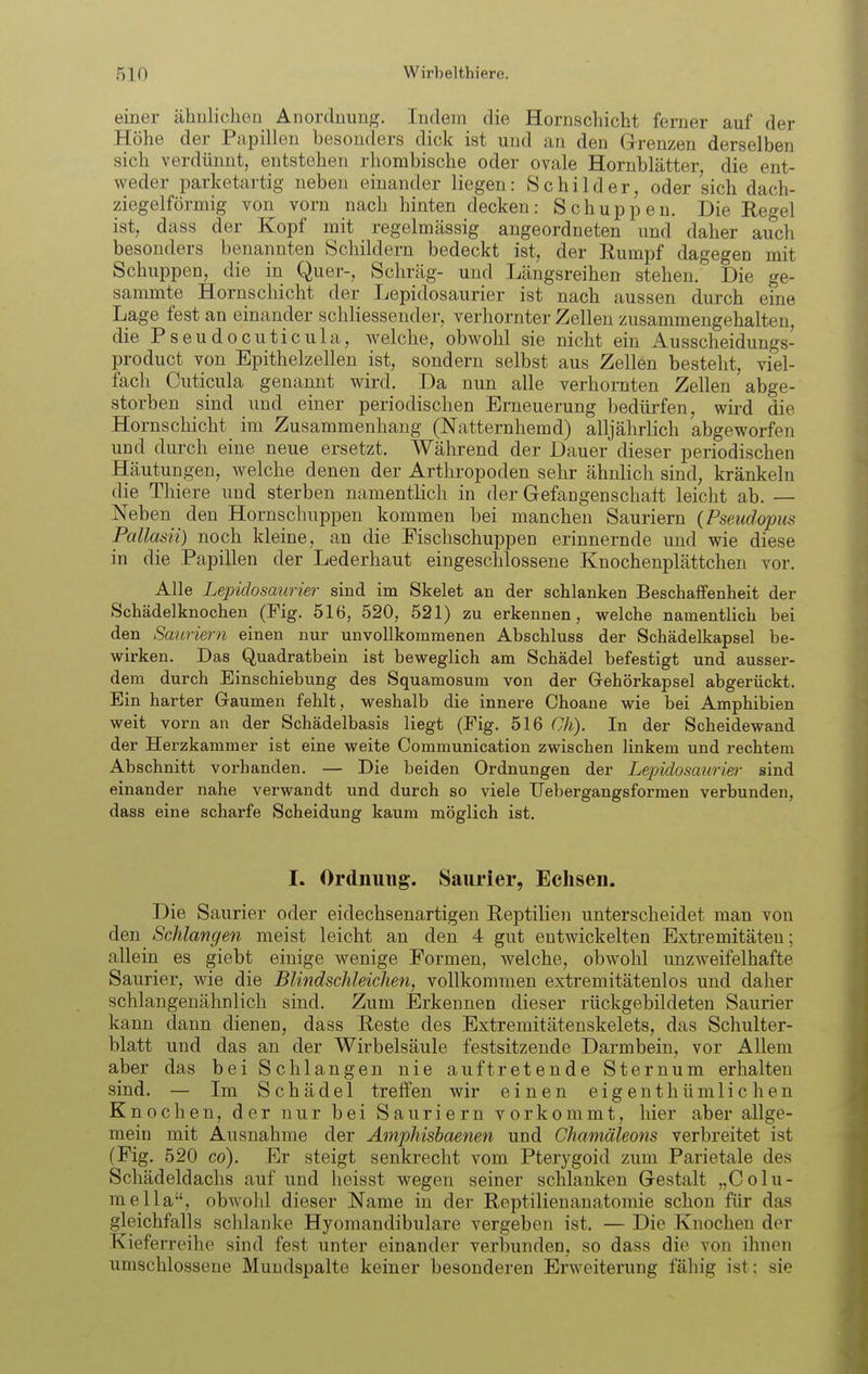einer ähnlichen Anordnung. Indem die Hornscbicht ferner auf der Höhe der Papillen besonders dick ist und an den Grenzen derselben sich verdünnt, entstehen rhombische oder ovale Hornblätter, die ent- weder parketartig neben einander liegen: .Schilder, oder sich dach- ziegelförmig von vorn nach hinten decken: Schuppen. Die Regel ist, dass der Kopf mit regelmässig angeordneten und daher auch besonders benannten Schildern bedeckt ist, der Rumpf dagegen mit Schuppen, die in Quer-, Schräg- und Längsreihen stehen. Die ge- sammte Hornschicht der Lepidosaurier ist nach aussen durch eine Lage fest an einander schliessender, verhornter Zellen zusammengehalten, die Pseudocuticula, welche, obwohl sie nicht ein Ausscheidungs- product von Epithelzellen ist, sondern selbst aus Zellen besteht, viel- fach Cuticula genannt wird. Da nun alle verhornten Zellen abge- storben sind und einer periodischen Erneuerung bedürfen, wird die Hornschicht im Zusammenhang (Natternhemd) alljährlich abgeworfen und durch eine neue ersetzt. Während der Dauer dieser periodischen Häutungen, welche denen der Arthropoden sehr ähnlich sind, kränkeln die Thiere und sterben namentlich in der Gefangenschaft leicht ab. — Neben den Hornschuppen kommen bei manchen Sauriem (Pseudopus Pallasii) noch kleine, an die Fischschuppen erinnernde und wie diese in die Papillen der Lederhaut eingeschlossene Knochenplättchen vor. Alle Lepiclosawier sind im Skelet an der schlanken Beschaffenheit der Schädelknochen (Fig. 516, 520, 521) zu erkennen, welche namentlich bei den Sauriern einen nur unvollkommenen Abschluss der Schädelkapsel be- wirken. Das Quadratbein ist beweglich am Schädel befestigt und ausser- dem durch Einschiebung des Squamosum von der Grehörkapsel abgerückt. Ein harter Gaumen fehlt, weshalb die innere Choane wie bei Amphibien weit vorn an der Schädelbasis liegt (Fig. 516 Oh). In der Scheidewand der Herzkammer ist eine weite Communication zwischen linkem und rechtem Abschnitt vorhanden. — Die beiden Ordnungen der Lepidosmirie)- sind einander nahe verwandt und durch so viele Uebergangsformen verbunden, dass eine scharfe Scheidung kaum möglich ist. I. Ordnung. Saurier, Echsen. Die Saurier oder eidechsenartigen Reptilien unterscheidet man von den Schlangen meist leicht an den 4 gut entwickelten Extremitäten; allein es giebt einige wenige Formen, welche, obwohl unzweifelhafte Saurier, wie die Blindschleichen, vollkommen extremitätenlos und daher schlangenähnlich sind. Zum Erkennen dieser rückgebildeten Saurier kann dann dienen, dass Reste des Extremitätenskelets, das Schulter- blatt und das an der Wii-belsäule festsitzende Darmbein, vor Allem aber das bei Schlangen nie auftretende Sternum erhalten sind. — Im Schädel treffen wir einen eigenthtimlic hen Knochen, der nur bei Sauriern vorkommt, hier aber allge- mein mit Ausnahme der Amphisbaenen und Chamäleons verbreitet ist (Fig. 520 co). Er steigt senkrecht vom Pterygoid zum Parietale des Schädeldachs auf und heisst wegen seiner schlanken Gestalt „CoIu- ra ella, obwohl dieser Name in der Reptilienanatomie schon für das gleichfalls schlanke Hyomandibulare vergeben ist. — Die Knochen der Kieferreihe sind fest unter einander verbunden, so dass die von ihnen umschlossene Mundspalte keiner besonderen Erweiterung fähig ist: sie
