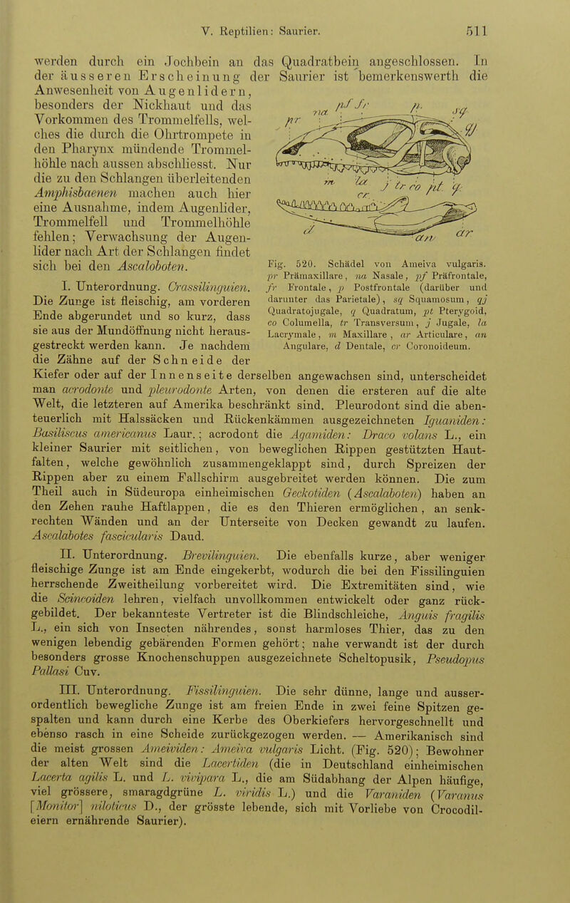 werden durch ein Jochbein an das Quadratbein angeschlossen. In der äusseren Erscheinung der Saurier ist bemerkenswerth die Anwesenheit von Augenlidern, besonders der Nickhaut und das Vorkommen des Trommelfells, wel- ches die diu'ch die Ohrtrompete in den Pharynx mündende Trommel- höhle nach aussen abschliesst. Nur die zu den Schlangen überleitenden Ämphisbaenen machen auch hier eine Ausnahme, indem Augenlider, Trommelfell und Trommelhöhle fehlen; Verwachsvmg der Augen- lider nach Art der Schlangen findet sich bei den Äscalohoten. I. Unterordnung. Crassüinguien. Die Zunge ist fleischig, am vorderen Ende abgerundet und so kurz, dass sie aus der Mundöffnung nicht heraus- gestreckt werden kann. Je nachdem die Zähne auf der Schneide der Kiefer oder auf der Innenseite derselben angewachsen sind, unterscheidet man acrodonte und pleurodonte Arten, von denen die ersteren auf die alte Welt, die letzteren auf Amerika beschränkt sind. Pleurodont sind die aben- teuerlich mit Halssäcken und ßückenkämmen ausgezeichneten Iguaniden: Basiliscus anericanus Laur.; acrodont die Ägamiden: Draco volans L., ein kleiner Saurier mit seitlichen, von beweglichen Rippen gestützten Haut- falten, welche gewöhnlich zusammengeklappt sind, durch Spreizen der Rippen aber zu einem Fallschirm ausgebreitet werden können. Die zum Theil auch in Südeuropa einheimischen Geckotiden (Ascalaboten) haben an den Zehen rauhe Haftlappen, die es den Thieren ermöglichen, an senk- rechten Wänden und an der Unterseite von Decken gewandt zu laufen. Ascalabotes fasdmlaris Daud. II. Unterordnung. Brevilinguien. Die ebenfalls kurze, aber weniger fleischige Zunge ist am Ende eingekerbt, wodurch die bei den Fissilinguien herrschende Zweitheilung vorbereitet wird. Die Extremitäten sind, wie die Süincoiden lehren, vielfach unvollkommen entwickelt oder ganz rück- gebildet. Der bekannteste Vertreter ist die Blindschleiche, Angids fragiUs L., ein sich von Insecten nährendes, sonst harmloses Thier, das zu den wenigen lebendig gebärenden Formen gehört; nahe verwandt ist der durch besonders grosse Knochenschuppen ausgezeichnete Scheltopusik, Pseudojms Pcdlasi Cuv, III. Unterordnung, Fissilinguien. Die sehr dünne, lange und ausser- ordentlich bewegliche Zunge ist am freien Ende in zwei feine Spitzen ge- spalten und kann durch eine Kerbe des Oberkiefers hervorgeschnellt und ebenso rasch in eine Scheide zurückgezogen werden. — Amerikanisch sind die meist grossen Ameividen: Ameiva vulgaris Licht. (Fig. 520); Bewohner der alten Welt sind die Lacertiden (die in Deutschland einheimischen Lacerta agilis L. und L. vivipara L., die am Südabhang der Alpen häufige, viel grössere, smaragdgrüne L. viridis L.) und die Varaniden (Varamis [Monitoi-] nilolints D., der grösste lebende, sich mit Vorliebe von Crocodil- eiern ernährende Saurier). Fig. 520. Schädel von Ameiva vulgaris. pr Prämaxillare, na Nasale, ^3/ Präfrontale, fr Frontale, p Postfrontale (darüber und darunter das Parietale), sq Squamosum, qj Quadratojugale, q Quadratum, j3< Pterygoid, CO Columella, tr Transversuni, j Jugale, la Lacr^'male, m Maxillare , «r Articulare, (m Angulare, d Dentale, er Coronoideum.