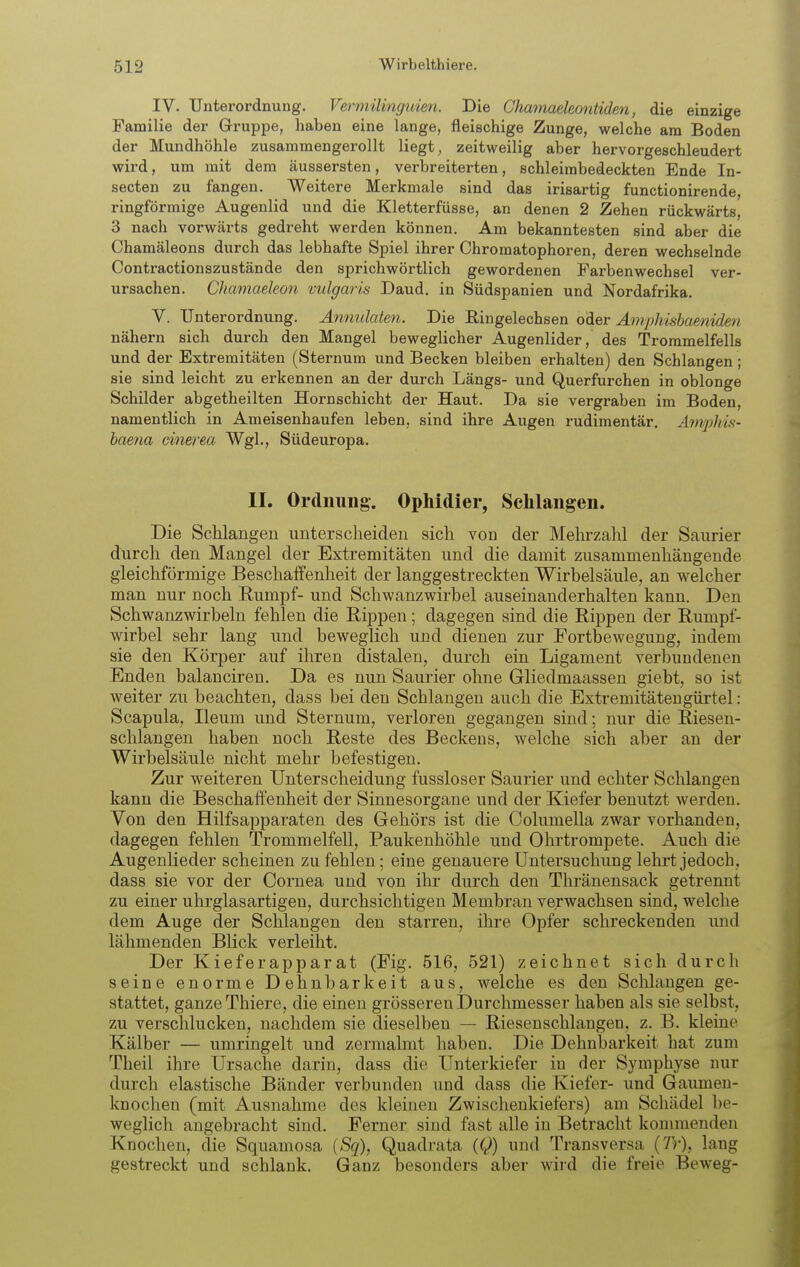 IV. Unterordnung. Vermilinguien. Die Ghamaeleontiden, die einzige Familie der Gruppe, haben eine lange, fleischige Zunge, welche am Boden der Mundhöhle zusammengerollt liegt, zeitweilig aber hervorgeschleudert wird, um mit dem äussersten, verbreiterten, schleimbedeckten Ende In- secten zu fangen. Weitere Merkmale sind das irisartig functionirende, ringförmige Augenlid und die Kletterfüsse, an denen 2 Zehen rückwärts, 3 nach vorwärts gedreht werden können. Am bekanntesten sind aber die Chamäleons durch das lebhafte Spiel ihrer Chromatophoren, deren wechselnde Contractionszustände den sprichwörtlich gewordenen Farbenwechsel ver- ursachen. Chamaeleon vulgarü Daud. in Südspanien und Nordafrika. V. Unterordnung. Annulaten. Die Eingelechsen oder Amphisbaenide7i nähern sich durch den Mangel beweglicher Augenlider, des Trommelfells und der Extremitäten (Sternum und Becken bleiben erhalten) den Schlangen ; sie sind leicht zu erkennen an der durch Längs- und Querfurchen in oblonge Schilder abgetheilten Hornschicht der Haut. Da sie vergraben im Boden, namentlich in Ameisenhaufen leben, sind ihre Augen rudimentär. Amphis- haena cinerea Wgl., Südeuropa, II. Ordnung. Ophidier, Schlangen. Die Schlangen unterscheiden sich von der Mehrzalü der Saurier durch den Mangel der Extremitäten und die damit zusammenhängende gleichförmige Beschaffenheit der langgestreckten Wirbelsäule, an welcher man nur noch E,umpf- und Schwanzwirbel auseinanderhalten kann. Den Schwanzwirbeln fehlen die Rippen; dagegen sind die Rippen der Rumpf- wirbel sehr lang und beweglich und dienen zur Fortbewegung, indem sie den Körper auf ihren distalen, durch ein Ligament verbundenen Enden balanciren. Da es nun Saurier ohne Gliedmaassen giebt, so ist weiter zu beachten, dass bei den Schlangen auch die Extremitätengürtel: Scapula, Ileum und Sternum, verloren gegangen sind; nur die Riesen- schlangen haben noch Reste des Beckens, welche sich aber an der Wirbelsäule nicht mehr befestigen. Zur weiteren Unterscheidung fussloser Saurier und echter Schlangen kann die Beschaffenheit der Sinnesorgane und der Kiefer benutzt werden. Von den Hilfsapparaten des Gehörs ist die Columella zwar vorhanden, dagegen fehlen Trommelfell, Paukenhöhle und Ohrtrompete. Auch die Augenlieder scheinen zu fehlen; eine genauere Untersuchung lehrt jedoch, dass sie vor der Cornea und von ihr durch den Thränensack getrennt zu einer uhrglasartigen, durchsichtigen Membran verwachsen sind, welche dem Auge der Schlangen den starren, ihre Opfer schreckenden und lähmenden Blick verleiht. Der Kieferapparat (Fig. 516, 521) zeichnet sich durch seine enorme Dehnbarkeit aus, welche es den Schlangen ge- stattet, ganze Thiere, die einen grösseren Durchmesser haben als sie selbst, zu verschlucken, nachdem sie dieselben — Riesenschlaugen, z. B. kleine Kälber — umringelt und zermalmt haben. Die Dehnljarkeit hat zum Theil ihre Ursache darin, dass die Unterkiefer in der Symphyse nur durch elastische Bänder verbunden und dass die Kiefer- und Gaumen- knochen (mit Ausnahme des kleinen Zwischenkiefers) am Schädel be- weglich angebracht sind. Ferner sind fast alle in Betracht kommenden Knochen, die Squamosa [Sq), Quadrata {Q) und Transversa {Tr), lang gestreckt und schlank. Ganz besonders aber wird die freie Beweg-
