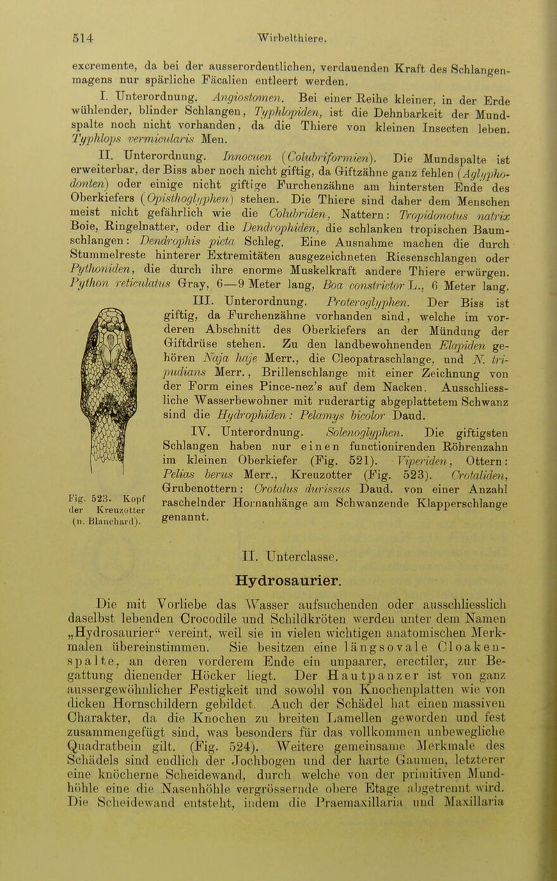 excremente, da bei der ausserordentlichen, verdauenden Kraft des Schlangen- magens nur spärliche Fäcalien entleert werden. I. Unterordnung. AngiostomciK Bei einer Reihe kleiner, in der Erde wühlender, blinder Schlangen, TyphlapUen, ist die Dehnbarkeit der Mund- spalte noch nicht vorhanden, da die Thiere von kleinen Insecten leben. 7'yphlops vermicidaris Men. II. Unterordnung. Innocicen (Cohibriformien). Die Mundspalte ist erweiterbar, der Biss aber noch nicht giftig, da Giftzähne ganz fehlen (Agh/pJi/j- donten) oder einige nicht giftige Furchenzähne am hintersten Ende des Oberkiefers (OpistJwgh/phen) stehen. Die Thiere sind daher dem Menschen meist nicht gefährlich wie die Colubriden, Nattern: TKopidonotus natrix Boie, Ringelnatter, oder die Dendrophiden, die schlanken tropischen Baum- schlangen : Dendrophis picta Schleg. Eine Ausnahme machen die durch Stummelreste hinterer Extremitäten ausgezeichneten Riesenschlangen oder PythonideM, die durch ihre enorme Muskelkraft andere Thiere erwürgen. Pi/tJion retimlatm Gray, 6—9 Meter lang, Boa consiridor L., 6 Meter lang. III. Unterordnung. Proterogh/phen. Der Biss ist giftig, da Purchenzähne vorhanden sind, welche im vor- deren Abschnitt des Oberkiefers an der Mündung der Giftdrüse stehen. Zu den landbewohnenden Elapiden ge- hören Naja haje Merr., die Cleopatraschlange, und N'. tri- jmdians Merr., Brillenschlange mit einer Zeichnung von der Form eines Pince-nez's auf dem Nacken. Ausschliess- liche Wasserbewohner mit ruderartig abgeplattetem Schwanz sind die Hijdrophiden: Pelamys bicolor Daud. IV. Unterordnung. Solenoglyphen. Die giftigsten Schlangen haben nur einen functionirenden Röhrenzahn im kleinen Oberkiefer (Fig. 521). Viperiden, Ottern: Pelias berus Merr., Kreuzotter (Fig. 523). Crofaliden, Grubenottern: Orotalus diirissus Daud. von einer Anzahl Flg. 523. Kopf raschelnder Hornanhänge am Schwanzende Klapperschlange der Kreuzotter , ° r-i o (11. Blanehard). genannt. II. Unterclasse. Hydrosaurier. Die mit Vorliebe das Wasser aufsiiclienden oder ausschliesslicli daselbst lebenden Crocodile und Schildkröten werden unter dem Namen „Hydrosaurier vereint, weil sie in vielen wichtigen anatomischen Merk- malen übereinstimmen. Sie besitzen eine längsovale Cloaken- spalte, an deren vorderem Ende ein unpaarer, erectiler, zur Be- gattung dienender Höcker liegt. Der Hautpanzer ist von ganz aussergewöhnlicher Festigkeit und sowohl von Knochenplatten wie von dicken Hornschildern gebildet. Auch der Schädel hat einen massiven Charakter, da die Knochen zu breiten Lamellen geworden und fest zusammengefügt sind, was besonders für das vollkommen unbewegliche Quadratbein gilt. (Fig. 524). Weitere gemeinsame Merkmale des Schädels sind endlich der Jochbogen und der harte (jaumen, letzterer eine knöcherne Scheidewand, durch welche von der primitiven Mund- höhle eine die Nasenhöhle vergrösserude obere Etage fibgetreunt wird. Die Scheidewand entsteht, indem die Praemaxillaria und Maxiilaria