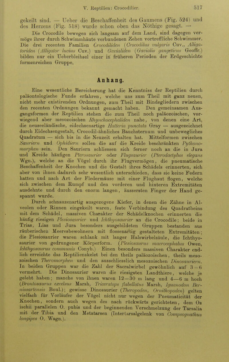 gekeilt sind. — lieber die Beschaffenheit des Gaumens (Fig. 524) und des Herzens (Fig. 518) wurde schon oben das Nöthige gesagt. — Die Crocodile bewegen sich langsam auf dem Land, sind dagegen ver- möge ihrer durch Schwimmhäute verbundenen Zehen vortreflfliche Schwimmer. Die di'ei recenten Familien Crocodiliclen {Crocodilus vulgaris Cuv., Älliga- toriden [Älligatar ludus Cuv.) und Gavicdiden [Qavialis gangetieus GeofFr.) bilden nur ein Ueberbleibsel einer in früheren Perioden der Erdgeschichte formenreichen Gruppe. Anhang. Eine wesentliche Bereicherung hat die Kenntniss der Reptilien durch paläontologische Funde erfahren, welche uns zum Theil mit ganz neuen, nicht mehr existirenden Ordnungen, zum Theil mit Bindegliedern zwischen den recenten Ordnungen bekannt gemacht haben. Den gemeinsamen Aus- gangsformen der Reptilien stehen die zum Theil noch paläozoischen, vor- wiegend aber mesozoischen Rhynchocephaliden nahe, von denen eine Art, die neuseeländische, eidechsenartige Hatteria 'punctata Gray — ausgezeichnet durch Eidechsengestalt, Crocodil-ähnliches Bauchsternum und unbewegliches Quadratum — sich bis in die Neuzeit erhalten hat. Mittelformen zwischen Sauriern und Ophidieru sollen die auf die Kreide beschränkten Pythono- morfhen sein. Den Sauriern schliessen sich ferner noch an die in Jura und Kreide häufigen Pterosaurier oder Flugsaurier {Pt.erodactylus elegans Wgn.), welche an die Vögel durch ihr Flugvermögen, die pneumatische Beschaffenheit der Knochen und die Gestalt ihres Schädels erinnerten, sich aber von ihnen dadurch sehr wesentlich unterschieden, dass sie keine Federn hatten und nach Art der Fledermäuse mit einer Flughaut flogen, welche sich zwischen dem Rumpf und den vorderen und hinteren Extremitäten ausdehnte und durch den enorm langen, äussersten Finger der Hand ge- spannt wurde. Durch schnauzenartig ausgezogene Kiefer, in denen die Zähne in Al- veolen oder Rinnen eingekeilt waren, feste Verbindung des Quadratbeins mit dem Schädel, massiven Charakter der Schädelknochen erinnerten die häufig riesigen Plesiosaurier und Ichthyosaurier an die Crocodile; beide in Trias, Lias und Jura besonders ausgebildeten Gruppen bestanden aus räuberischen Meeresbewohnern mit flossenartig gestalteten Extremitäten; die Plesiosaurier waren schlank mit langer Halswirbelsäule, die Ichthyo- saurier von gedrungener Körperform. (Plesiosaurus macrocephalus Owen, Ichthyosaurus communis Conyb.) Einen besonders massiven Charakter end- lich erreichte das Reptilienskelet bei den theils paläozoischen, theils meso- zoischen Theromorphev, und den ausschliesslich mesozoischen Dinosauriern. In beiden Gruppen war die Zahl der Sacralwirbel gewöhnlich auf 3 — 6 vermehrt. Die Dinosaurier waren die riesigsten Landthiere, welche je gelebt haben; manche von ihnen waren 12—30 m lang und 4 6 m hoch (Brontosaurus excelsus Marsh, Triceratops flabellatus Marsh, Iguanodon Ber- nissarten&is Boul.); gewisse Dinosaurier (Theropoden, Ornithopoden) gelten vielfach für Vorläufer der Vögel nicht nur wegen der Pneumaticität der Knochen, sondern auch wegen des nach rückwärts gerichteten, dem Os ischii parallelen 0. pubis und der beginnenden Verschmelzung der Tarsalia mit der Tibia und den Metatarsen (Intertarsalgelenk von Compsognathv^ longipes 0. Wagn.).