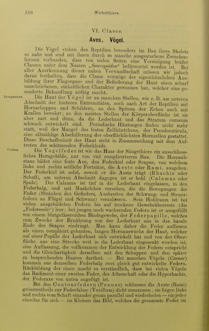 VI. Olasse. Aves, Vögel. Die Vögel stehen den Reptilien besonders im Bau ihres Skelets so nahe und sind mit ihnen durch so manche ausgestorbene Zwischen- loruien verbunden, dass von vielen Seiten eine Vereinigung beider Classen unter dem Namen „Sauropsiden befürwortet worden ist Bei aller Anerkennung dieser nahen Verwandtschaft müssen wir jedoch daran festhalten, dass die Classe vermöge der eigenthümlichen Aus- bildung ihrer Flugorgane und der Befiederung der Haüt einen scharf umschriebenen, einheitlichen Charakter gewonnen hat, welcher eine ge- sonderte Behandlung nöthig macht. Die Haut der V ö g e 1 ist an manchen Stellen, wie z. B. am unteren Abschnitt der hinteren Extremitäten, noch nach Art der Reptilien mit Hornschuppen und Schildern, an den Spitzen der Zehen auch mit Krallen bewehrt; an den meisten Stellen der Körperoberfläche ist sie aber zart und dünn, da die Lederhaut und das Stratum corueum schwach entwickelt sind. Periodische Häutungen finden nicht mehr statt, weil der Mangel des festen Zellhäutchens, der Pseudocuticula, eine allmählige Abschilferung der oberflächlichsten Hornzellen gestattet! Diese Beschafi'enheit der Haut steht in Zusammenhang mit dem Auf- treten des schützenden Federkleids. Die Vo g e 1 f e d er ist wie das Haar der Säugethiere ein ausschHess- liches Horngebilde, nur von viel complicirterem Bau. Die Hornsub- stanz bildet eine feste Axe, den Federkiel oder Scapus, von welchem links und rechts seitliche Fortsätze, dieAeste oder Rami. ausgehen. Der Federkiel ist solid, soweit er die Aeste trägt (Rhachis oder Schaft), am unteren Abschnitt dagegen ist er hohl (Calamus oder Spule). Der Calamus ist tief in die Lederhaut eingelassen, in den Federbalg, und mit Muskelchen versehen, die die Bewegungen der Feder (Sträuben des Gefieders, Ausbreiten der Schwung- und Steuer- federn an Flügel und Schwanz) veranlassen. Sein Hohlraum ist bei vielen ausgebildeten Federn bis auf trockene Gewebsüberreste (die „Federseele) leer; bei jungen noch wachsenden Federn ist er ausgefüllt von einem blutgefässreichen Bindegewebe, der Federpapille, welches zum Zwecke der Ernährung von der Lederhaut aus in das basale Ende des Scapus eindringt. Man kann daher die Feder auffassen als einen complicirt gebauten, langen Hornauswuchs der Haut, welcher auf einer Papille der Lederhaut sich entwickelt hat imd von der Ober- fläche aus eine Strecke weit in die Lederhaut eingesenkt worden ist, eine A.uffassung, die vollkommen der Entwicklung der Federn entspricht und die Gleichartigkeit derselben mit den Schuppen und den später zu besprechenden Haaren darthut. — Bei manchen Vögeln {Casuar) kommen aus demselben Federbalg zwei gleich gut entwickelte Federn. Rückbildung der einen macht es verständlich, dass bei vielen Vögeln das Rudiment einer zweiten Feder, der Afterschaft oder die Hyporhachis, der Federaxe von unten angefügt ist. Bei den Contourfedern (Pennae) schliessen die iVeste (Rami) grösstentheils zur Federfahne (Vexillum) dicht zusammen ; sie liegen links und rechts vom Schaft einander genau parallel und wiederholen — ein jeder einzelne für sich — im Kleinen das Bild, welches die gesammte Feder im