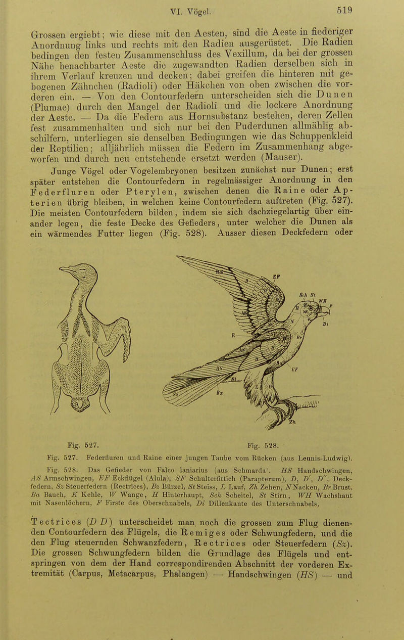 Grossen ergiebt; wie diese mit den Aesten, sind die Aeste in fiederiger Anordnung links und rechts mit den Radien ausgerüstet. Die Radien bedingen deu festen Zusammenschluss des Vexillum, da bei der grossen Nähe benachbarter Aeste die zugewandten Radien derselben sich m ihrem Verlauf kreuzen und decken; dabei greifen die hinteren mit ge- bogenen Zähnchen (Radioli) oder Häkchen von oben zwischen die vor- deren ein. — Von den Gontourfedern unterscheiden sich die Dunen (Plumae) durch den Mangel der Radioli und die lockere Anordnung der Aeste. — Da die Federn aus Hornsubstanz bestehen, deren Zellen fest zusammenhalten und sich nur bei den Puderdunen allmählig ab- schilfern, unterliegen sie denselben Bedingungen wie das Schuppenkleid der Reptilien; alljährlich müssen die Federn im Zusammenhang abge- worfen und durch'neu entstehende ersetzt werden (Mauser). Junge Vögel oder Vogelembryonen besitzen zunächst nur Dunen; erst später entstehen die Gontourfedern in regelmässiger Anordnung in den Federfluren oder Pterylen, zwischen denen die Raine oder Ap- terien übrig bleiben, in welchen keine Gontourfedern auftreten (Fig. 527). Die meisten Gontourfedern bilden, indem sie sich dachziegelartig über ein- ander legen, die feste Decke des G-efieders, unter welcher die Dunen als ein wärmendes Futter liegen (Fig. 528). Ausser diesen Deckfedern oder Fig. 627. Fig. 528. Fig. 527. Federfluren und Raine einer jungen Taube vom Rücken (aus Leunis-LudwigV Fig. 528. Das Gefieder von Falco laniarius (aus Schmarda'. HS Handschwingen, /Ii? Armschwingen, EF^ck?^\lge\ (Alula), SF Schulterfittich (Parapterum), D, D', D, Deck- federn, iSfz Steuerfedern (Rectrices), Bz Bürzel, ÄtSteiss, L Lauf, Zh Zehen, ^Nacken, 5?-Brust, Ba Bauch, K Kehle, W Wange, H Hinterhaupt, Sch Scheitel, St Stirn, WH Wachshaut mit Nasenlöchern, F Firste des Oberschnabels, Di Dillenkante des Unterschnabels, Tectrices (DD) unterscheidet man, noch die grossen zum Flug dienen- den Gontourfedern des Flügels, die R e m i g e s oder Schwungfedern, und die den Flug steuernden Schwanzfedern, Rectrices oder Steuerfedern (Sz). Die grossen Schwungfedern bilden die Grundlage des Flügels und ent- springen von dem der Hand correspondirenden Abschnitt der vorderen Ex- tremität (Garpus, Metacarpus, Phalangen) — Handschwingen (HS) — und
