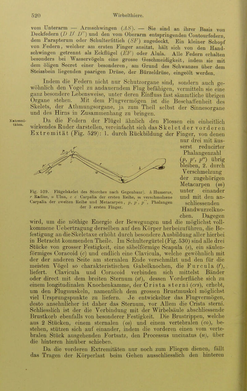 vom Unterarm — Arniscliwingen (AS). — Sie sind an ihrer Basis von Deckfedern (/; D' D) und den vom Oberarm entspringenden Contourfedern, dem Parapterum oder Schulterfittich {SF) zugedeckt. Ein kleiner Schopf von Federn, welcher am ersten Finger ansitzt, hält sich von den Hand- schwingen getrennt als Eckflügel {F.F) oder Alula. Alle Federn erhalten besonders bei Wasser vögeln eine grosse Geschmeidigkeit, indem sie mit dem öligen Secret einer besonderen, am Grund des Schwanzes über dem Steissbein liegenden paarigen Drüse, der Bürzeldrüse, eingeölt werden. Indem die Federn nicht nur Schiitzorgane sind, sondern auch ge- wöhnlich den Vogel zu andauerndem Flug befähigen, vermitteln sie eine ganz besondere Lebensweise, unter deren Einfluss fast sämmtliche übrigen Organe stehen. Mit dem Flugvermögen ist die Beschaffenheit des Skelets, der Athnmngsorgane, ja zum Theil selbst der Sinnesorgane und des Hirns in Zusammenhang zu bringen. Da die Federn der Flügel ähnlich den Flossen ein einheitlich wirkendes Ruder darstellen, vereinfacht sich das Skeletdervor deren Extremität (Fig. 529): 1. durch Rückbildung der Finger, von denen nur drei mit äus- serst reducirter Phalangenzahl O, p) übrig bleiben, 2. durch Verschmelzung der zugehörigen Metacarpen (m) unter einander und mit den an- schliessenden Handwurzelkno- chen. Dagegen wird, um die nöthige Energie der Bewegungen und die möglichst voll- kommene Uebertragung derselben auf den Körper herbeizuführen, die Be- festigung an die Skeletaxe erhöht durch besondere Ausbildung aller hierbei in Betracht kommenden Theile. Im Schultergürtel (Fig. 530) sind alle drei Stücke von grosser Festigkeit, eine säbelförmige Scapula (s), ein säulen- förmiges Coracoid (c) und endlich eine Clavicula, welche gewöhnhch mit der der anderen Seite am sternälen Ende verschmilzt und den für die meisten Vögel so charakteristischen Gabelknochen, die Furcula (f), liefert. Clavicula und Coracoid verbinden sich mittelst Bänder oder direct mit dem breiten Sternum (st), dessen Vorderfläche sich zu einem longitudinalen Knochenkamme, der Crista sterni (crs), erhebt, um den Flugmuskeln, namentlich dem grossen Brustmuskel möglichst viel Ursi3rungspunkte zu liefern. Je entwickelter das Flugvermögen, desto ansehnlicher ist daher das Sternum, vor Allem die Crista sterni. Schliesslich ist der die Verbindung mit der Wirbelsäule abschliessende Brustkorb ebenfalls von besonderer Festigkeit. Die Brustrippen, welche aus 2 Stücken, einem sternälen (os) und einem vertebralen (co), be- stehen, stützen sich auf einander, indem die vorderen einen vom verte- bralen Stück ausgehenden Fortsatz, den Processus uncinatus (w), über die hinteren hinüber schieben. Da die vorderen Extremitäten nur noch zum Fliegen dienen, fallt das Tragen der Körperlast beim Gehen ausschliessHcli den hinteren Fig. 529. Flügelskelet des Storches nach Gegeiibaur). h Huinerus, r Radius, u Uhia, c c CarpaJia der ersten Reihe, m verschmolzene Carpalia der zweiten Reihe und Metacarpen, 2^, 2'\ Phalangen der 3 ersten Finger.
