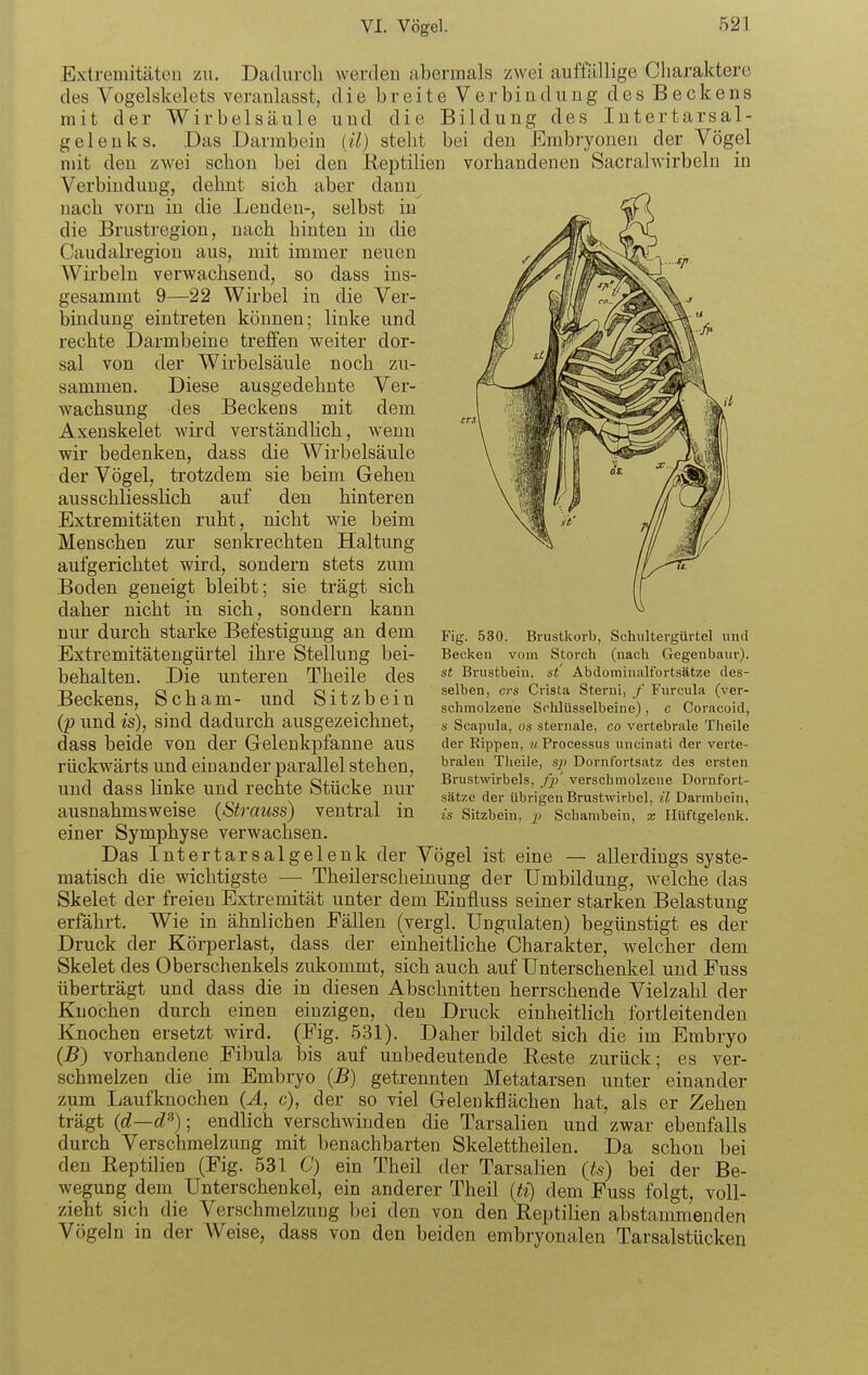 ExtreDiitäteii zu. Datlurcli werden abermals zwei auffällige Charaktere des Vogelskelets veranlasst, die breite Verbindung des Beckens mit der Wirbelsäule und die Bildung des Intertarsal- gelenks. Das Darmbein {il) steht bei den Embi-yonen der Vögel mit den zwei schon bei den Reptilien vorhandenen Sacralwirbeln in Verbindung, dehnt sich aber dann nach vorn in die Lenden-, selbst in die Brustregion, nach hinten in die Caudalregion aus, mit immer neuen Wirbeln verwachsend, so dass ins- gesamnit 9—22 Wirbel in die Ver- bindung eintreten können; linke und rechte Darmbeine treffen weiter dor- sal von der Wirbelsäule noch zu- sammen. Diese ausgedehnte Ver- wachsung des Beckens mit dem Axenskelet wird verständlich, wenn wir bedenken, dass die Wirbelsäule der Vögel, trotzdem sie beim Gehen ausschliesslich auf den hinteren Extremitäten ruht, nicht wie beim Menschen zur senkrechten Haltung aufgerichtet wird, sondern stets zum Boden geneigt bleibt; sie trägt sich daher nicht in sich, sondern kann nm- durch starke Befestigung an dem Extremitätengürtel ihre Stellung bei- behalten. Die unteren Theile des Beckens, Scham- und Sitzbein (p und is), sind dadurch ausgezeichnet, dass beide von der Grelenkpfanne aus rückwärts und einander parallel stehen, und dass linke und rechte Stücke nur ausnahmsweise (Strauss) ventral einer Symphyse verwachsen. Das Intertarsalgelenk der Vögel ist eine — allerdings syste- matisch die wichtigste —• Theilerscheinung der Umbildung, welche das Skelet der freien Extremität unter dem Einfluss seiner starken Belastung erfährt. Wie in ähnlichen Fällen (vergl. Ungulaten) begünstigt es der Druck der Körperlast, dass der einheitliche Charakter, welcher dem Skelet des Oberschenkels zukommt, sich auch auf Unterschenkel und Fuss überträgt und dass die in diesen Abschnitten herrschende Vielzahl der Knochen durch einen einzigen, den Druck einheitlich fortleitenden Knochen ersetzt wird. (Fig. 531). Daher bildet sich die im Embryo (B) vorhandene Fibula bis auf unbedeutende Reste zurück; es ver- schmelzen die im Embryo (B) getrennten Metatarsen unter einander zum Laufknochen {A, c), der so viel Gelenkflächen hat, als er Zehen trägt (d—d^) ■ endlich verschwinden die Tarsalien und zwar ebenfalls durch Verschmelzung mit benachbarten Skelettheilen. Da schon bei den Reptilien (Fig. 531 C) ein Theil der Tarsalien (fo) bei der Be- wegung dem Unterschenkel, ein anderer Theil {ti) dem Fuss folgt, voll- zieht sich die Verschmelzung l)ei den von den Reptilien abstammenden Vögeln in der Weise, dass von den beiden embryonalen Tarsalstückeu m Fig. 530. Brustkorb, Schultergürtel und Becken vom Storch (nach Gegenbaur). st Brustbein, st Abdominalfortsätze des- selben, crs Crista Sterni, / Furcula (ver- schmolzene Schlüsselbeine), c Coracoid, s Scapula, os sternale, co vertebrale Tlieile der Eippen, « Processus uncinati der verte- bralen Theile, s/j Dornfortsatz des ersten Brustwirbels, fp' verschmolzene Dornfort- sätze der übrigen Brustwirbel, il Darmbein, is Sitzbein, jj Schambein, x Hüftgelenk.