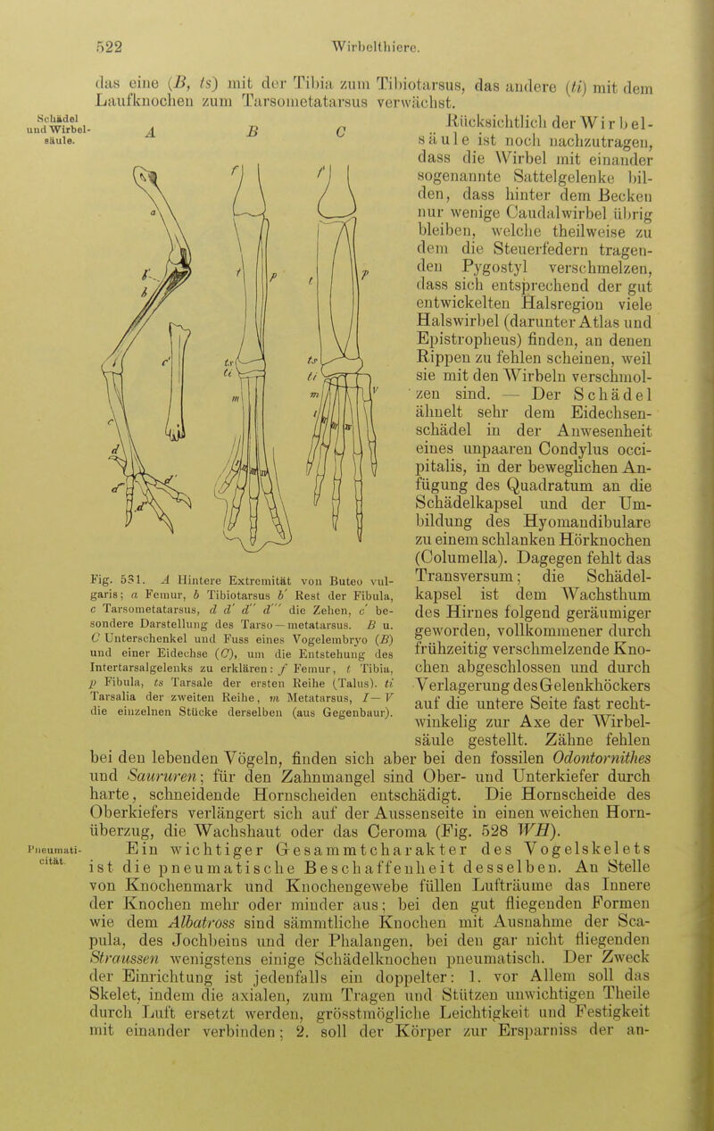 das eine {B, ts) Laiifknoclien Schkdel und Wirbel- säule. B I'iieumati- cität. mit der Tibia zum Tibiotarsus, das andere {ti) mit dem zum Tarsometatarsus verwächst. Eücksichtlich der Wirbel- säule ist noch nachzutragen, dass die Wirbel mit einander sogenannte Sattelgelenke bil- den, dass hinter dem Becken nur wenige Caudalwirbel übrig bleiben, welche theilweise zu dem die Steuerfedern tragen- den Pygostyl verschmelzen, dass sich entsprechend der gut entwickelten Halsregion viele Halswirl)el (darunter Atlas und Epistropheus) finden, an denen Rippen zu fehlen scheinen, weil sie mit den Wirbeln verschmol- zen sind. — Der Schädel ähnelt sehr dem Eidechsen- schädel in der Anwesenheit eines unpaaren Condylus occi- pitalis, in der beweglichen An- fügung des Quadratum an die Schädelkapsel und der Um- bildung des Hyomandibulare zu einem schlanken Hörknochen (Columella). Dagegen fehlt das Transversum; die Schädel- kapsel ist dem Wachsthum des Hirnes folgend geräumiger geworden, vollkommener durch frühzeitig verschmelzende Kno- chen abgeschlossen und durch Verlagerung des Gelenkhöckers auf die untere Seite fast recht- winkelig zur Axe der Wirbel- säule gestellt. Zähne fehlen bei den lebenden Vögeln, finden sich aber bei den fossilen Odontorniihes und Saururen; für den Zahnmangel sind Ober- und Unterkiefer durch harte, schneidende Hornscheiden entschädigt. Die Hornscheide des Oberkiefers verlängert sich auf der Aussenseite in einen weichen Horn- überzug, die Wachshaut oder das Ceroma (Fig. 528 WH). Ein wichtiger Gesammtcharakter des Vogelskelets ist die pneumatische Beschaffenheit desselben. An Stelle von Knochenmark und Knochengewebe füllen Lufträume das Innere der Knochen mehr oder minder aus; bei den gut fliegenden Formen wie dem Albatross sind sämmtliche Knochen mit Ausnahme der Sca- pula, des Jochbeins und der Phalangen, bei den gar nicht fliegenden Straussen wenigstens einige Schädelknochen pneumatisch. Der Zweck der Einrichtung ist jedenfalls ein doppelter: 1. vor Allem soll das Skelet, indem die axialen, zum Tragen und Stützen unwichtigen Theile durch Ijuft ersetzt werden, grösstmögliche Leichtigkeit und Festigkeit mit einander verbinden; 2. soll der Körper zur Ersparniss der an- Fig. 531. A Hintere Extremität von Buteo vul- garis; a Feraur, b Tibiotarsus b' Rest der Fibula, c Tarsometatarsus, d d' d d' die Zehen, c be- sondere Darstellung des Tarso —metatarsus. B u. G Unterschenliel und Fuss eines Vogelembrj'o {B) und einer Eidechse (C), um die Entstehung des Intertarsalgelenks zu erklären: / Femur, t Tibia, p Fibula, ts Tarsale der ersten Reihe (Talus), ti Tarsalia der zweiten Reihe, m Metatarsus, I—V die einzelnen Stücke derselben (aus Gegenbaur).