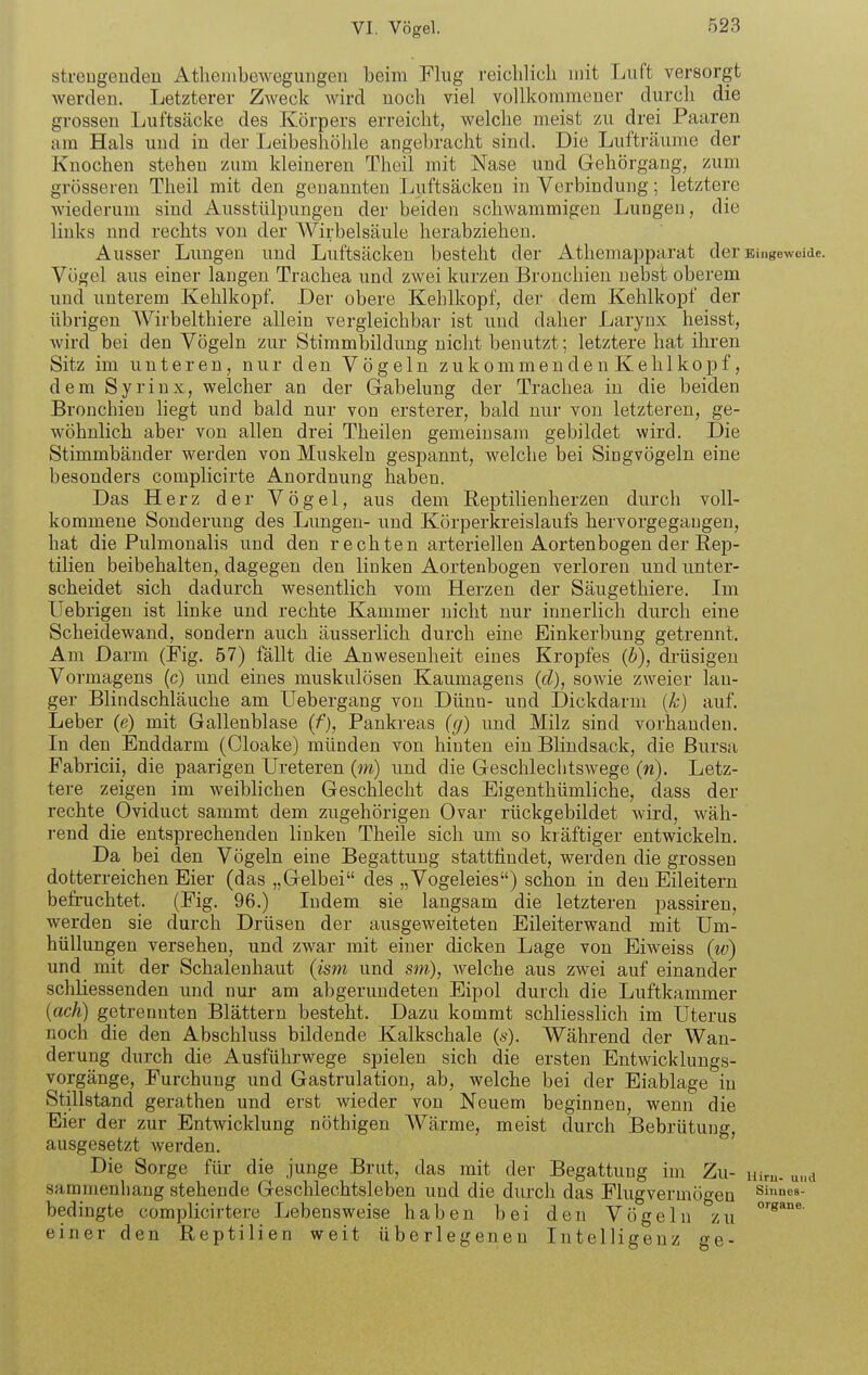 strengenden Atlienibewegungen beim Flug reicblicli mit Luft versorgt werden. Letzterer Zweck wird noch viel vollkommener durcli die grossen Luftsäcke des Körpers erreicht, welche meist zu drei Paaren am Hals und in der Leibeshölile angebracht sind. Die Lufträume der Knochen stehen zum kleineren Theil mit Nase und Gehörgang, zum grösseren Theil mit den genannten Luftsäckeu in Verbindung; letztere wiederum sind Ausstülpungen der beiden schwammigen Lungen, die links und rechts von der A¥irbelsäule herabziehen. Ausser Lungen und Luftsäcken besteht der Athemapparat der Bingewoide. Vögel aus einer langen Trachea und zwei kurzen Bronchien nebst oberem und unterem Kehlkopf. Der obere Kehlkopf, der dem Kehlkopf der übrigen AVirbelthiere allein vergleichbar ist und daher Larynx heisst, wird bei den Vögeln zur Stimmbildung nicht benutzt; letztere hat ihren Sitz im unteren, nur den Vögeln zukommen den Kelilkopf, dem Syrinx, welcher an der Gabelung der Trachea in die beiden Bronchien liegt und bald nur von ersterer, bald nur von letzteren, ge- wöhnlich aber von allen drei Theilen gemeinsam gebildet wird. Die Stimmbänder werden von Muskeln gespannt, welche bei Singvögeln eine besonders complicirte Anordnimg haben. Das Herz der Vögel, aus dem Reptilienherzen durch voll- kommene Sonderung des Lungen- und Körperkreislaufs hervorgegangen, hat die Pulmonalis und den rechten arteriellen Aortenbogen der Rep- tilien beibehalten, dagegen den linken Aortenbogen verloren und unter- scheidet sich dadurch wesentlich vom Herzen der Säugethiere. Im Uebrigeu ist linke und rechte Kammer nicht nur innerlich durch eine Scheidewand, sondern auch äusserlich durch eine Einkerbung getrennt. Am Darm (Fig. 57) fällt die Anwesenheit eines Kropfes {h), drüsigen Vormagens (c) und eines muskulösen Kaumagens (cl), sowie zweier lan- ger Blindschläuche am Uebergang von Dünn- und Dickdarm (^•) auf. Leber (e) mit Gallenblase {f), Pankreas {g) und Milz sind vorhanden. In den Enddarm (Cloake) münden von hinten ein Blindsack, die Bursa Fabricii, die paarigen Ureteren (m) und die Geschleclitswege (w). Letz- tere zeigen im weiblichen Geschlecht das Eigenthümliche, dass der rechte Oviduct sammt dem zugehörigen Ovar rückgebildet wird, wäh- rend die entsprechenden linken Theile sich um so kräftiger entwickeln. Da bei den Vögeln eine Begattung stattfindet, werden die grossen dotterreichen Eier (das „Gelbei des „Vogeleies) schon in den Eileitern befruchtet. (Fig. 96.) Indem sie langsam die letzteren passiren, werden sie durch Drüsen der ausgeweiteten Eileiterwand mit Um- hüllungen versehen, und zwar mit einer dicken Lage von Eiweiss {w) und mit der Schalenhaut («sm und sm), welche aus zwei auf einander schUessenden und nur am abgerundeten Eipol durch die Luftkammer {ach) getrennten Blättern besteht. Dazu kommt schliesslich im Uterus noch die den Abschluss bildende Kalkschale {s). Während der Wan- derung durch die Ausführwege spielen sich die ersten Entwicklungs- vorgänge, Furchung und Gastrulation, ab, welche bei der Eiablage in Stillstand gerathen und erst wieder von Neuem beginnen, wenn die Eier der zur Entwicklung nöthigen Wärme, meist durch Bebrütung, ausgesetzt werden. ' Die Sorge für die junge Brut, das mit der Begattung im Zu- uiru. und sammenliang stehende Geschlechtsleben und die durch das Flugvermögen siunes- bedingte complicirtere Lebensweise haben bei den Vögeln zu einer den Reptilien weit überlegeneu Intelligenz ge-