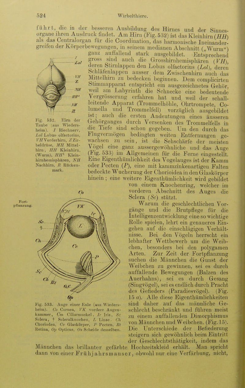 Fort- pflanzung. Fig. 532. Hirn der Taube (aus Wieders- heini). I Riechnerv, hol Lobus olfactorius, Fj?Vorderhirn, Zir- beldrüse, MH Mittel- hirn , HB. Kleinhirn, (Wurm), flZfi Klein- hirnhemisphären, NR Nachhirn, R Rücken- mark. führt, die in der besseren Ausbildung des Hirnes und der Sinnes- organe ihren Ausdruck findet. Ain Hirn (Fig. 532) ist das Kleinhirn als das Geutralorgan für die Coordination, das harmonische Ineinander- greifen der Korperbewegungen, in seinem medianen Abschnitt („Wui-m) ganz aulfalleud stark ausgebildet. Entsprechend gross sind aucli die Grosshiriihemispliären (F//), deren Stirnlappen den Lobus olfactorius {Lol), deren Schläfenlappen ausser dem Zwischenhirn auch das Mittelhirn zu bedecken beginnen. Dem complicirten btimmapparat entspricht ein ausgezeichnetes Gehör. Aveil am Labyrinth die Schnecke eine bedeutende Vergrösserung erfahren hat und weil der schall- leitende Apparat (Trommelhöhle, Ohrtrompete, Co- lumella und Trommelfell) vorzüglich ausgebildet ist; auch die ersten Andeutungen eines äusseren G-ehörganges durch Versenken des Trommelfells in die Tiefe sind schon gegeben. Um den durch das Flugvermögen bedingten weiten Entfernungen ge- wachsen zu sein, ist die Sehschärfe der meisten Vögel eine ganz aussergewöhnhche und das Auge (Fig. 533) im Allgemeinen für die Ferne eingestellt. Eine Eigenthümlichkeit des Vogelauges ist der Kamm oder Pecten (P), eine mit kammzinkenartigen Falten bedeckte Wucherung der Chorioidea in den Glaskörper hinein; eine weitere Eigenthümlichkeit wird gebildet von einem Knochenring, welcher im vorderen Abschnitt des Auges die Sclera (5c) stützt. Warum die geschlechtlichen Vor- gänge und die Brutpflege für die Intelligenzeutwicklung eine so wichtige Rolle spielen, lehrt ein genaueres Ein- gehen auf die einschlägigen Verhält- nisse. Bei den Vögeln herrscht ein lel)hafter Wettbewerb um die Weib- chen, besonders bei den polygamen Arten. Zur Zeit der Fortpflanzung suchen die Männchen die Gunst der AVeibchen zu gewinnen, sei es durch auffallende Bewegungen (Balzen des Auerhahns), sei es durch Gesaug (Singvögel), sei es endlich durch Pracht des Gefieders (Paradiesvögel). (Fig. 15 d). Alle diese Eigenthüralichkeiten sind daher auf das männliche Ge- schlecht beschränkt und führen meist zu einem auffallenden Dimorphismus von Männchen und Weibchen. (Fig. 15). Die Unterschiede der Befiederung steigern sich gewöhnlich beim Eintritt der Geschlechtsthätigkeit, indem das Männchen das brillanter gefärbte Hochzeitskleid erhält. Man spricht dann von einer Frühj ahrsmauser, obwohl nur eine Verfärbung, nicht. Co Fig. 533. Auge einer Eule (aus Wieders- hcim). Co Cornea, VK vordere Augen- kammer, Gm Ciliarniuskel. Iris, 8c Sclera, f Scleralknochen, L Linse, Ch Choriodea, Cv Glaskörper, 1' Pecten, M Retina, Oi) Opticus, Os Scheide desselben.