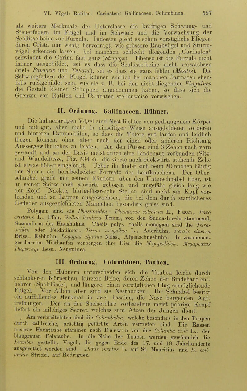 als weitere Merkmale der Unterclasse die kräftigen Schwung- und Steuerfederu im Flügel und im Schwarz und die Verwachsung der Schlüsselbeine zur Furcula. Indessen giebt es schon vorzügliche Flieger, deren Crista nur wenig hervorragt, wie grössere Raubvögel und Sturm- vögel erkennen lassen; bei manchen sclilecht fliegenden „Carinaten schwindet die Carina fast ganz (Strigops). Ebenso ist die Furcula nicht immer ausgebildet, sei es dass die Schlüsselbeine nicht verwachsen (viele Papageie und Tukane), sei es dass sie ganz fehlen (Mesites). Die Schwungfedern der Flügel können endlich bei manchen Carinaten eben- falls rückgebildet sein, wie sie z. B. bei den nicht fliegenden Pinguinen die Gestalt kleiner Schuppen angenommen haben, so dass sich die Grenzen von Ratiten und Carinaten stellenweise verwischen. II. Ordnung. Grallinaceen, Hühner. Die hühnerartigen Vögel sind Nestflüchter von gedrungenem Körper und mit gut, aber nicht in einseitiger Weise ausgebildeten vorderen und hinteren Extremitäten, so dass die Thiere gut laufen und leidlich fliegen können, ohne aber nach der einen oder anderen Richtung Aussergewöhnliches zu leisten. An den Füssen sind 3 Zehen nach vorn gewandt und an der Basis raeist durch eine Bindehaut verbunden (Sitz- und Wandelfüsse, Fig. 534 c); die vierte nach rückwärts stehende Zehe ist etwas höher eingelenkt. lieber ihr findet sich beim Männchen häufig der Sporn, ein hornbedeckter Fortsatz des Laufknochens. Der Ober- sclmabel greift mit seinen Rändern über den Unterschnabel über, ist an seiner Spitze nach abwärts gebogen und ungefähr gleich lang wie der Kopf. Nackte, blutgefässreiche Stellen sind meist am Kopf vor- lianden und zu Lappen ausgewachsen, die bei dem durch stattlicheres Gefieder ausgezeichneten Männchen besonders gross sind. Polygam sind die Phasianiden: Phasianns colchicus L., Fasan, Pavo cristatus L., Pfau, Gallus hankiva Temm, von den Sunda-Inseln stammend, Stammform des Haushuhns. Theils poly-, theils monogam sind die Telra- omdeii oder Peldhühner: Tetrao urogallus L., Auerhuhn, Perdix änerea Briss., Rebhuhn, Lagojnis alpinus Nilss., Alpenschneehuhn. In zusammen- gescharrten Misthaufen verbergen ihre Eier die Megapodiden: Megapodius Du2)errei/i Less., Neuguinea. III. Ordnung. Columbinen, Tauben. Von den Hühnern unterscheiden sich die Tauben leicht durch schlankeren Körperbau, kürzere Beine, deren Zehen der Bindehaut ent- behren (Spaltfüsse), und längere, einen vorzüglichen Flug ermöglichende Flügel. Vor Allem aber sind sie Nesthocker, Ihr Schnabel besitzt ein auffallendes Merkmal in zwei basalen, die Nase bergenden Auf- treibungen, Der an der Speiseröhre vorhandene meist paarige Kropf liefert ein milchiges Secret, welches zum Atzen der Jungen dient. . Am verbreitetsten sind die Golumhidm, welche besonders in den Tropen durch zahlreiche, prächtig gefärbte Arten vertreten sind. Die Bassen unserer Haustaube stammen na,ch Darwin von der Columba livia L,, der blaugrauen Felstaube. In die Nähe der Tauben werden gewöhnlich die Ihviiten gestellt, Vögel, die gegen Ende des 17. und 18. Jahrhunderts ausgerottet worden sind. Didus iiieptus L. auf St. Mauritius und D. soli- taritis Strickl, auf Rodriguez.