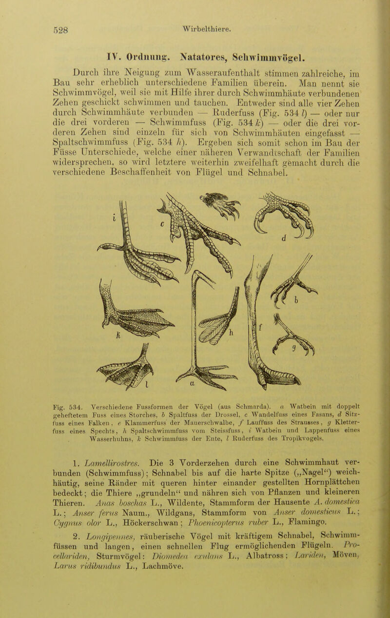 IV. Ordnung. Natatores, Schwimmvögel. Durcli ihre Neigung zum AVasseraufenthalt stimmen zahlreiche, im Bau sehr erheblich unterschiedene Familien überein. Man nennt sie Schwimmvögel, weil sie mit Hilfe ihrer durch (Schwimmhäute verbundenen Zehen geschickt schwimmen und tauchen. Entweder sind alle vier Zehen durch Schwimmhäute verbunden — Euderfuss (Fig. 534 l) — oder nur die drei vorderen — Schwimmfuss (Fig. 534 k) — oder die drei vor- deren Zehen sind einzeln für sich von Schwimmhäuten eingefasst —'■ Spaltschwimmfuss (Fig. 534 A). Ergeben sich somit schon im Bau der Füsse Unterschiede, welche einer näheren Verwandtschaft der Familien widersprechen, so wird letztere weiterhin zweifelhaft gemacht durch die verschiedene Beschaffenheit von Flügel und Schnabel. Fig. 534. Verschiedene Fussformen der Vögel (aus Schinarda). a Watbein mit doppelt geheftetem Fuss eines Storches, b Spaltfuss der Drossel, c Wandelfuss eines Fasans, d Sitz- fuss eines Falken , e Klannnerfuss der Mauerschwalbe, / Lauffuss des Strausses, g Kletter- fuss eines Spechts, h Spaltschwimmfuss vom Steissfuss, i Watbein und Lappenfuss eines Wasserhuhns, Tc Schwimmfuss der Ente, l Ruderfuss des Tropikvogels. 1. Lamellirostres. Die 3 Vorderzehen durch eine Schwimmhaut ver- bunden (Schwimmfuss); Schnabel bis auf die harte Spitze („Nagel) weich- häutig, seine Ränder mit queren hinter einander gestellten Hornplättchen bedeckt; die Thiere „grundein und nähren sich von Pflanzen und kleineren Thieren. A)ias hoschas L., Wildente, Stammform der Hausente A. domestira L.; Anser feriis Naum., Wildgans, Stammform von Aiiser doniesHcHfi L.; Gygnus olor L,, Höckerschwan; Phoenicoptertcs rubel' L., Flamingo. 2. Longipe}i:nes, räuberische Vögel mit kräftigem Schnabel, Schwimm- füssen und langen, einen schnellen Flug ermöglichenden Flügeln. Pro- ceihtriden, Sturmvögel: Dioviedett r.ndaii.s L., Albatross; Laridrii, Möven, Larus ridibundus L., Lachmöve.