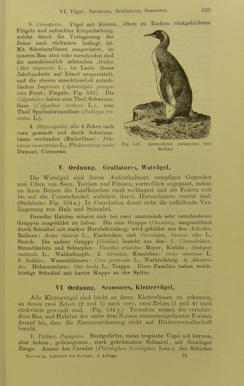 VI. Vöo-el: Natatores, Grallatores, Scansores. 9. UHnatores. Vögel mit kleinen, Flügeln und aufrechter Körperhaltung, welche durch die Verlagerung der Beine nach rückwärts bedingt ist. Mit Schwimmfüssen ausgerüstet, im inneren Bau aber sehr verschieden sind die ausschliesslich arktischen Alciden (Alca impeiwis L., im Laufe dieses Jahrhunderts auf Island ausgerottet), und die ebenso ausschliesslich antark- tischen ImpejDies (Äptenodt/tes patago- nica Fox'st., Pinguin. Fig. 535). Die Colymbideu haben zum Theil Schwiram- füsse i^Colymhus ardious L.), zum Theil Spaltschwimmfüsse (Podiceps cri- status L:). 4. Stegenlopodes, alle 4 Zehen nach vorn gewandt und durch Schwimm- häute verbunden (ßuderfüsse): Pele- caniis onocrcdidusJj., Phalarocorax carbo Dumont, Cormoran. öfters zu Eudern rückgebildeten Aptenodytes Brehm). V. Ordnung. Orallatorcs, WatTÖgel. Die Watvögel sind ihrem Aufenthaltsort, sumpfigen Gregenden und Ufern von Seen, Teichen und Flüssen, vortrefflich angepasst, indem an ihren Beinen die Laufknochen stark verlängert und die Federn weit bis auf die Unterschenkel aufwärts durch Hornschienen ersetzt sind. (Stelzbeine Fig. 534 a.) In Correlation damit steht die auffallende Ver- längerung von Hals und Schnabel. Derselbe Habitus scheint sich bei zwei anatomisch sehr verschiedenen Grruppen ausgebildet zu haben. Die eine Gruppe (Oiconiae), ausgezeichnet durch Schnäbel mit starker Hornbekleidung, wird gebildet von den Ardeiden, B,eihern: Ardea cinerea L., Fischreiher, und Oiconiiden, Cicoida alba L., Storch. Die andere G-ruppe (Orallae) besteht aus den: 1. Charadrüden, Strandläufern und Schnepfen: Vanellu^ oistatus Meyer, Kiebitz, Scolopax rusticola L., Waldschnepfe. 2. Gruiden, Kranichen: Grus cii/ereus L. 3. Ralliden, Wasserhühnern: Crex pratensis L., Wachtelkönig. 4. Alledori- den, Hühnerstelzen: Otis tarda L., Trappe. Diese Familien haben weich- häutige Schnäbel mit harter Kuppe an der Spitze. VI. Ordnung. Scansores, Kletterrögel. Alle Klettervögel sind leicht an ihren Kletterfüssen 7ai erkennen, an denen zwei Zehen (2 und 3) nach vorn, zwei Zehen (1 und 4) nach rückwärts gewandt sind. (Fig. 534(/.) Trotzdem weisen der verschie- dene Bau und Habitus der unter dem Namen zusammengefassten Formen darauf hin, dass die Zusammenfassung nicht auf Blutsverwandtschaft beruht. I. Psittaci, Papageien. Buntgefärbte, meist tropische Vögel n)it kurzem, aber hohem, gedrungenem, stark gekrümmtem Schnabel, mit fleischiger Zunge. Ausser den Cacadus [Pliciolop]iiis kucolophus Less.), den Sittichen Hertwig, Iiohrbuch der Zoologie. 2. Auflage. 31