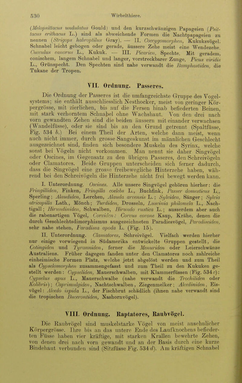 (Melopftitlacus undulntus Gould) und den kurzschwtänzigen Papageien [Psit- taciis erithacus L.) sind als abweichende Formen die Nachtpapageien zu nennen [Strigops habroptäus Gray). — II. Goccifgomorphen, Kukuksvögel. Schnabel leicht gebogen oder gerade, äussere Zehe meist eine Wendezehe. Ouccuhts cfworus L., Kukuk. — III. Picarien, Spechte. Mit geradem, conischem, langem Schnabel und langer, vorstreckbarer Zunge. Picus viridis L., Grünspecht. Den Spechten sind nahe verwandt die Pamphasiiden, die Tukane der Tropen. VII. Ordnung. Passeres. Die Ordnung der Passeres ist die umfangreichste Gruppe des Vogel- systems; sie enthält ausschliesslich Nesthocker, meist von geringer Kör- pergrösse, mit zierlichen, bis auf die Fersen hinab befiederten Beinen, mit stark verhorntem Schnabel ohne Wachshaut. Von den drei nach vorn gewandten Zehen sind die beiden äussern mit einander verwachsen (Wandelfüsse), oder sie sind bis an den Grund getrennt (Spaltfüsse, Fig. 534 b.) Bei einem Theil der Arten, welche dann meist, wenn auch nicht immer, durch grosse Sangeskunst im männlichen Geschlecht ausgezeichnet sind, finden sich besondere Muskeln des Syrinx, welche sonst bei Vögeln nicht vorkommen. Man nennt sie daher Singvögel oder Oscines, im Gegensatz zu den übrigen Passeres, den Schreivögeln oder Clamatores. Beide Gruppen unterscheiden sich ferner dadurch, dass die Singvögel eine grosse freibewegliche Hinterzehe haben, wäh- rend bei den Schreivögeln die Hinterzehe nicht fi'ei bewegt werden kann. I. Unterordnung. Oscines. Alle unsere Singvögel gehören hierher: die Fringilliden, Finken, Fringilla coelebs L., Buchfink, Passer domestiais lt., Sperling; Alaudiden, Lerchen, Älauda arvensis L,; Sj/lviden, Sänger; Sylvia atricapilla Lath., Mönch; Turdiden, Drosseln, Lusdnia pliüomela L., Nach- tigall ; Hirundiniden, Schwalben, Hirwido rustica L.; ausserdem aber auch die rabenartigen Vögel, Corviden: Corvus corone Kaup, Krähe, denen die durch Geschlechtsdimorphismus ausgezeichneten Paradiesvögel, Paradiseiden. sehr nahe stehen, Paradisea apoda L. (Fig. 15). II. Unterordnung. Clamatores, Schreivögel. Vielfach werden hierher nur einige vorwiegend in Südamerika entwickelte Gruppen gestellt, die Cotingiden und Tyranniden, ferner die Menuriden oder Leierschwänze Australiens. Früher dagegen fanden unter den Clamatores noch zahlreiche einheimische Formen Platz, welche jetzt abgelöst werden und zum Theil als Cypseloinorpheti, zusammengefasst und zum Theil zu den Kukuken ge- stellt werden: Cypseliden, Mauerschwalben, mit Klammerfüssen (Fig. 534r): Cypseliis apus L., Mauerschwalbe (nahe verwandt die Trochiliden oder Kolibris)-^ Caprimulgiden, Nachtschwalben, Ziegenmelker; Alcediniden, Eis- vögel: Alcedo ispida L., der Fischbrut schädlich (ihnen nahe verwandt sind die tropischen Bucerontiden, Nashornvögel). VIII. Ordnung. Raptatores, RaubTÖgel. Die Raubvögel sind muskelstarke Vögel von meist ansehnlicher Körpergrösse. Ihre bis an das untere Ende des Laufknochens befieder- ten Füsse haben vier kräftige, mit starken Krallen bewehrte Zehen, von denen drei nach vorn gewandt und an der Basis durch eine kurze Bindehaut verbunden sind (Sitzfüsse Fig. 534 (/), Am kräftigen Schnabel