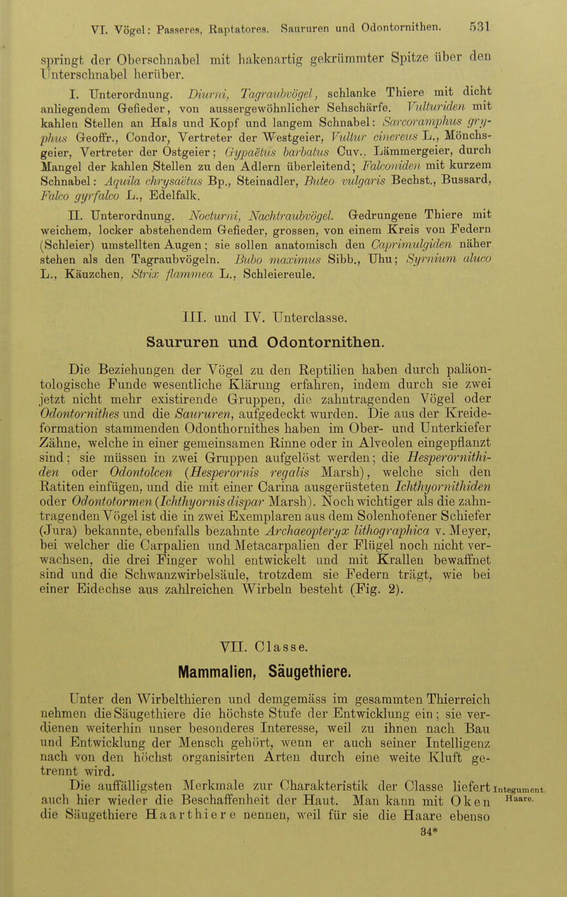 springt der Obersclinabel mit hakenartig gekrümmter Spitze über den Unterschnabel herüber. I. Unterordnung. Diurni, Tagraubvögel, schlanke Thiers mit dicht anliegendem Gefieder, von aussergewöhnlicher Sehschärfe. Vidturiden mit kahlen Stellen an Hals und Kopf und langem Schnabel: Sarcoraonphus grij- plms Greoffr., Condor, Vertreter der Westgeier, Vultur cinereus L., Mönchs- geier, Vertreter der Ostgeier; Oy'paetus barbaius Cuv. . Lämmergeier, durch Mangel der kahlen .Stellen zu den Adlern überleitend; Falconiden mit kurzem Schnabel: Äquila chrysaetus Bp., Steinadler, Bioteo vulgaris Bechst., Bussard, Falco gyrfalco L., Edelfalk. II. Unterordnung. Nocturni, Nachtraubvögel. Gredrungene Thiere mit weichem, locker abstehendem Gefieder, grossen, von einem Kreis von Federn (Schleier) umstellten Augen; sie sollen anatomisch den Caprimulgiclen näher stehen als den Tagraubvögeln. Bubo maximus Sibb., Uhu; Syrnium aluco L., Käuzchen, Stria; flammea L., Schleiereule. III. und IV. Unterclasse. Saururen und Odontornithen, Die Beziehungen der Vögel zu den Reptilien haben durch paläon- tologische Funde wesentliche Klärung erfahren, indem durch sie zwei jetzt nicht mehr existirende Gruppen, die zabntragenden Vögel oder Odontornithes und die Saururen, aufgedeckt wurden. Die aus der Kreide- formation stammenden Odonthornithes haben im Ober- und Unterkiefer Zähne, welche in einer gemeinsamen Rinne oder in Alveolen eingepflanzt sind; sie müssen in zwei Gruppen aufgelöst werden; die HesyerornitM- den oder Odontolcen (Hesperornis regalis Marsh), welche sich den Ratiten einfügen, und die mit einer Carina ausgerüsteten Ichthyornitliiden oder Odontotormen (Ichthyornis dispar Marsh). Noch wichtiger als die zabn- tragenden Vögel ist die in zwei Exemplaren aus dem Solenhofener Schiefer (Jura) bekannte, ebenfalls bezahnte Archaeopteryx UthograpMca v. Meyer, bei welcher die Carpalien und Metacarpalien der Flügel noch nicht ver- wachsen, die drei Finger wohl entwickelt und mit Krallen bewaffnet sind und die Schwanzwirbelsäule, trotzdem sie Federn trägt, wie bei einer Eidechse aus zahlreichen Wirbeln besteht (Fig. 2). VII. Classe. Mammalien, Säugethiere. Unter den Wirbelthieren und demgemäss im gesaramten Thierreich nehmen die Säugethiere die höchste Stufe der Entwicklung ein; sie ver- dienen weiterhin unser besonderes Interesse, weil zu ihnen nach Bau und Entwicklung der Mensch gehört, wenn er auch seiner Intelligenz nach von den höchst organisirten Arten durch eine weite Kluft ge- trennt wird. Die auffälligsten Merkmale zur Charakteristik der Classe liefert integument. auch hier wieder die Beschaffenheit der Haut. Man kann mit Oken die Säugethiere Haarthiere nennen, weil für sie die Haare ebenso 34*