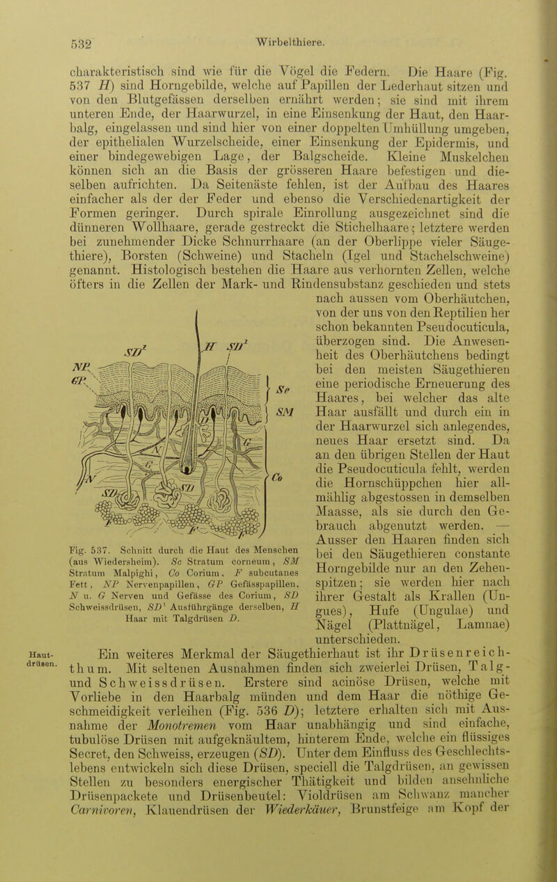 Haut- drüsen. charakteristisch sind Avie für die Vögel die Federn. Die Haare (Fig. 537 H) sind Horngebilde, welche auf Papillen der Lederhaut sitzen und von den Blutgefässen derselben ernährt werden; sie sind mit ihrem unteren Ende, der Haarwurzel, in eine Einsenkung der Haut, den Haar- balg, eingelassen und sind hier von einer doppelten Umhüllung umgeben, der epithelialen Wurzelscheide, einer Einsenkung der Epidermis, und einer bindegewebigen Lage, der Balgscheide. Kleine Muskelcheu können sich an die Basis der grösseren Haare befestigen und die- selben aufrichten. Da Seitenäste fehlen, ist der Aufbau des Haares einfacher als der der Feder und ebenso die Verschiedenartigkeit der Formen geringer. Durch Spirale Einrollung ausgezeiclmet sind die dünneren Wollhaare, gerade gestreckt die Stichelhaare; letztere werden bei zunehmender Dicke Schnurrhaare (an der Oberlippe vieler Säuge- thiere), Borsten (Schweine) und Stacheln (Igel und Stachelschweine) genannt. Histologisch bestehen die Haare aus verhornten Zellen, welche öfters in die Zellen der Mark- und Rindensubstanz geschieden und stets nach aussen vom Oberhäutchen, von der uns von den Reptilien her schon bekannten Pseudocuticula, überzogen sind. Die Anwesen- heit des Oberhäutchens bedingt bei den meisten Säugethieren eine periodische Erneuerung des Haares, bei welcher das alte Haar ausfällt und durch ein in der Haarwurzel sich anlegendes, neues Haar ersetzt sind. Da an den übrigen Stellen der Haut die Pseudocuticula fehlt, werden die Hornschüppchen hier all- mählig abgestossen in demselben Maasse, als sie durch den Ge- brauch abgenutzt werden. — Ausser den Haaren finden sich bei den Säugethieren constante Horngebilde nur an den Zehen- spitzen ; sie werden hier nach ihrer Gestalt als Krallen (Un- gues), Hufe (üngulae) und Nägel (Plattnägel, Lamnae) SM Fig. 5.37. Schnitt durch die Haut des Menschen (aus Wiedersheim). Sc Stratum corneum, SM Stratum Malpighi, Go Corium, F subcutanes Fett, NP Nervenpapillen, GP Gefasspapillen, N u. G Nerven und Gefässe des Corium, SD Schweissdrüsen, <SZ>' Ausführgänge derselben, R Haar mit Talgdrüsen D. unterschieden. Ein weiteres Merkmal der Säugethierhaut ist ihr Drüsenreich- thum. Mit seltenen Ausnahmen finden sich zweierlei Drüsen, Talg- und Schweissdrüsen. Erstere sind acinöse Drüsen, welche mit Vorliebe in den Haarbalg münden und dem Haar die nöthige Ge- schmeidigkeit verleihen (Fig. 536 D)\ letztere erhalten sich mit Aus- nahme der Monotremen vom Haar unabhängig und sind einfache, tubulöse Drüsen mit aufgeknäultem, hinterem Ende, welche ein flüssiges Secret, den Schweiss, erzeugen {SD). Unter dem Einfluss des Geschlechts- lebens entwickeln sich diese Drüsen, speciell die Talgdrüsen, an gewissen Stellen zu besonders energischer Thätigkeit und bilden ansehnhche Drüsenpackete und Drüsenbeutel: Violdrüsen am Schwanz mancher Carnivoreri, Klauendrüsen der Wiederkäuer, Brunstfeige nm Kopf der