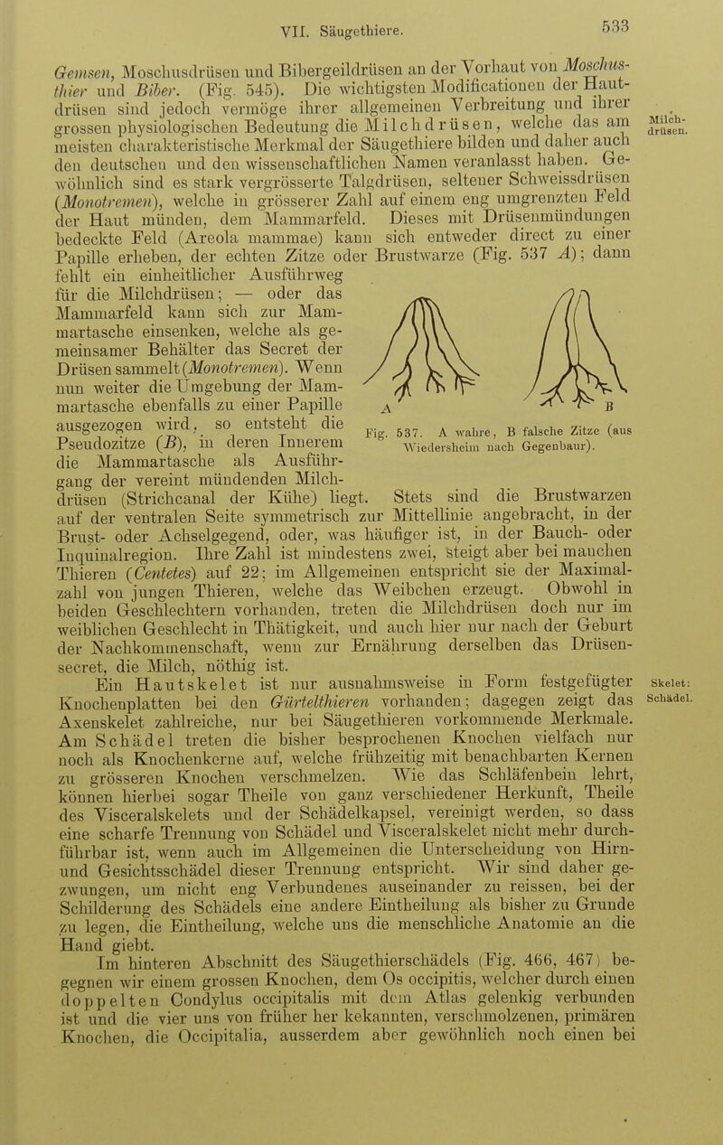 Fig. 537. A wahre, B falsche Zitze (aus Wiedeisheim nach Gegenbaur). Gemsen, Moschiisclrüaeu und Bibergeildrüsen an der Vorhaut ron Moschus- thier und Biber. (Fig. 545). Die wichtigsten Modificationen der Haut- drüsen sind jedoch vermöge ihrer allgemeinen Verbreitung und ihrer grossen physiologischen Bedeutung die Milchdrüsen, welche das am meisten charakteristische Merkmal der Säugethiere bilden und daher auch den deutschen und den wissenschaftlichen Namen veranlasst haben. Ge- wöhnlich sind es stark vergrösserte Talgdrüsen, seltener Schweissdrüsen (Monotremen), welche in grösserer Zahl auf einem eng umgrenzten Feld der Haut münden, dem Mammarfeld. Dieses mit Drüsenmünduugen bedeckte Feld (Areola mammae) kann sich entweder direct zu einer Papille erheben, der echten Zitze oder Brustwarze (Fig. 537 Ä); dann fehlt ein einheitlicher Ausführweg für die Milchdrüsen; — oder das Mammarfeld kann sich zur Mam- martasche einsenken, welche als ge- meinsamer Behälter das Secret der Drüsen sammelt {Monotremen). Wenn nun weiter die Umgebung der Mam- martasche ebenfalls zu einer Papille ausgezogen wird, so entsteht die Pseudozitze (-B), in deren Innerem die Mammartasche als Ausführ- gang der vereint mündenden Milch- drüsen (Strichcanal der Kühe) liegt. Stets sind die Brustwarzen auf der ventralen Seite symmetrisch zur Mittellinie angebracht, in der Brust- oder Achselgegend, oder, was häufiger ist, in der Bauch- oder Inquinalregion. Ihre Zahl ist mindestens zwei, steigt aber bei manchen Thieren {Centetes) auf 22; im Allgemeinen entspricht sie der Maximal- zahl von jungen Thieren, welche das Weibchen erzeugt. Obwohl in beiden Greschlechtern vorhanden, treten die Milchdrüsen doch nur im weibhchen Geschlecht in Thätigkeit, und auch hier nur nach der Geburt der Nachkommenschaft, wenn zur Ernährung derselben das Drüsen- secret, die Milch, nöthig ist. Ein Hautskelet ist nur ausnahmsweise in Form festgefügter Knochenplatten bei den Gürtelthieren vorhanden; dagegen zeigt das Axenskelet zahlreiche, nur bei Säugethieren vorkommende Merkmale. Am Schädel treten die bisher besprochenen Knochen vielfach nur noch als Knochenkerne auf, welche frühzeitig mit benachbarten Kernen zu grösseren Knochen verschmelzen. Wie das Schläfenbein lehrt, können hierbei sogar Theile von ganz verschiedener Herkunft, Theile des Visceralskelets und der Schädelkapsel, vereinigt werden, so dass eine scharfe Trennung von Schädel und Visceralskelet nicht mehr durch- führbar ist, wenn auch im Allgemeinen die Unterscheidung von Hirn- und Gesichtsschädel dieser Trennung entspricht. Wir sind daher ge- zwungen, um nicht eng Verbundenes auseinander zu reissen, bei der Schilderung des Schädels eine andere Eintheilung als bisher zu Grunde zu legen, die Eintheilung, welche uns die menschliche Anatomie an die Hand giebt. Im hinteren Abschnitt des Säugethierschädels (Fig. 466, 467) be- gegnen wir einem grossen Knochen, dem Os occipitis, welcher durch einen doppelten Condylus occipitalis mit dem Atlas gelenkig verbunden ist und die vier uns von früher her kekannten, verschmolzenen, primären Knochen, die Occipitalia, ausserdem aber gewöhnlich noch einen bei Milch- drüsen. Skelet: Schädel.
