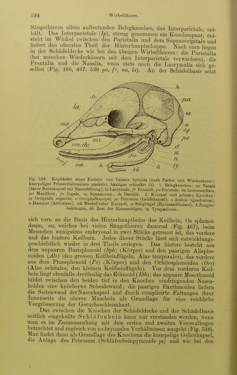 Säugethier eil alleiu auftretendeu Belegkaoclieu, das Interparietale, eut- hält. Das Interparietale (Ip), streng genommen ein Knochenpaar' ent- steht im Winkel zwischen den Parietalia und dem Supraoccipitale und liefert den obersten Theil der Hinterhauptschuppe. Nach vorn liegen in der Schädeldecke wie bei den übrigen Wirbelthieren: die Parietalia (bei manchen Wiederkäuern mit dem Interparietale verwachsen), die Frontalia und die Nasalia, wozu stets noch die Lacrymalia sich ge- sellen (Fig. 466, 467, 538 pa, fr, na, la). An der Schädelbasis setzt Fig. 538. Kopfskelet eines Embryo von Tatusia hybrida (nach Parker und Wiedersheim) • knorpeliges Primordialcranium punktirt, liäutiges schraffirt (Ä). 1. Belegknochen: na Nasale (davor Nasenkapsel mit Nasenöffnung), la Lacrymale,//• Frontale, j;a Parietale, ivi Intermaxillare mx Maxillare, j'u Jugale, sq Squamosum, de Dentale. 2. Knorpel und primäre Kjiochen: OS Occipitale superius, o Occipitalknorpel, Petrosum (Gehörkapsel), a Ambos (Quadratuml Ii Hammer (Articulare), mk Meckel'scher Knorpel, st Steigbügel (Hyomandibulare), h Zungen- beinbogen, kb Rest der Kiemenbögen, ty Tympanicuni. sich vorn an die Basis des Hinterhauptbeins das Keilbein, Os sphenoi- deum, an, welches bei vielen Säugethieren dauernd (Fig. 467), beim Menschen wenigstens embryonal in zwei Stücke getrennt ist, das vordere und das hintere Keilbein. Jedes dieser Stücke lässt sich entwicklungs- geschichtlich wieder in drei Theile zerlegen. Das hintere besteht aus dem unpaaren Basisphenoid (Sph) (Körper) und den paarigen Alisphe- noidea (Als) (den grossen Keilbeinflügeln, Alae temporales), das vordere aus dem Praesphenoid (Ps) (Körper) und den Orbitosphenoidea (Ors) (Alae orbitales, den kleinen Keilbeinflügeln). Vor dem vorderen Keil- bein liegt ebenfalls dreitheilig das Ethmoid (Eth); das unpaare Mesethmoid bildet zwischen den beiden tief in den Knochen eindringenden Nasen- höhlen eine knöcherne Scheidewand; die paarigen Exethmoidea liefern die Seiten wand derNasenkapsel und durch complicirte Faltungen ihrer Innenseite die oberen Muscheln als Grundlage für eine reichliche Vergrösserung der Geruchsschleimhaut. Das zwischen die Knochen der Schädeldecke und der Schädelbasis seitlich eingekeilte Schläfenbein kann nur verstanden werden, wenn man es im Zusammenhang mit dem ersten und zweiten Visceralbogeu betrachtet und zugleich von embryonalen Verhältnissen ausgeht (Fig. 538). Man findet dann als Grundlage des Knochens die knorpelige Gehörkapsel, die Anlage des Petrosum (Schläfenbeinpyramide ^je) und wie bei den