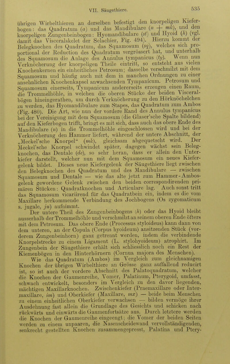 übrigen Wirbelthiereu an derselben befestigt eleu knorpeligen Kiefer- bogen : das Quadratuni («) und das Mandibulare (n -\-rnk), und den knorpeligen Zungenbeinbogen: Hyomandibulare {st) und Hyoid {h) (vgl. damit das Visceralskelet der Selacbier, Fig. 494). Hierzu kommt der Belegknochen des Quadratum, das Squamosum (sq), welches sich pro- portional der Eeduction des Quadratum vergrössert hat, und unterhalb des Squamosum die Anlage des Annulus tympanicus (ty). Wenn nun Verknöcherung der knorpeligen Theile eintritt, so entsteht aus vielen Knochenkernen ein einheitliches Petrosum; dasselbe verschmilzt mit dem Squamosum und häufig auch mit dem in manchen Ordnungen zu einer ansehnlichen Knochenkapsel anwachsenden Tympanicum. Petrosum und Squamosum einerseits, Tympanicum andererseits erzeugen einen Raum, die Trommelhöhle, in welchen die oberen Stücke der beiden Visceral- bögen hineingerathen, um durch Verknöcherung zu den Hörknöchelchen zu werden, das Hyomandibulare zum Stapes, das Quadratum zum Ambos (Fig. 480). Die Art, wie nun der vordere Eand des Annulus tympanicus bei der Vereinigung mit dem Squamosum (die Glaser'sche Spalte bildend) auf den Kieferbogen trifft, bringt es mit sich, dass auch das obere Ende des Mandibulare (w) in die Trommelhöhle eingeschlossen wird und bei der Verknöcherung den Hammer liefert, während der untere Abschnitt, der „Meckel'sche Knorpel (mk), gleichsam abgequetscht wird. Der Meckel'sche Knorpel schwindet später, dagegen wächst sein Beleg- knochen, das Dentale {de), so sehr heran, dass er allein den Unter- kiefer darstellt, welcher nun mit dem Squamosum ein neues Kiefer- gelenk bildet. Dieses neue Kiefergelenk der Säugethiere liegt zwischen den Belegknochen des Quadratum und des Mandibulare — zwischen Squamosum und Dentale — wie das alte jetzt zum Hammer - Ambos- gelenk gewordene (relenk zwischen den beiden correspondirenden pri- mären Stücken : Quadratknochen und Articulare lag. Auch sonst tritt das Squamosum vicariirend für das Quadratbein ein, indem es die vom Maxillare herkommende Verbindung des Jochbogens (Os zygomaticum s. jugale, ju) aufnimmt. Der untere Theil des Zungenbeinbogens (/*) oder das Hyoid bleibt ausserhalb der Trommelhöhle und verschmilzt an seinem oberen Ende öfters mit dem Petrosum. Das obere Ende (Processus styloideus) kann dann von dem unteren, an der Copula (Corpus hyoideum) ansitzenden Stück (vor- derem Zungenbeinhorn) ganz getrennt werden, indem die verbindende Knorpelstrecke zu einem Ligament (L. stylohyoideum) atrophirt. Im Zungenbein der Säugethiere erhält sich schliesslich noch ein Rest der Kiemenbögen in den Hinterhörnern (Cornua majora des Menschen). Wie das Quadratum (Ambos) im Vergleich zum gleichnamigen Knochen der übrigen Wirbelthiere an Grösse ganz auffallend reducirt ist, so ist auch der vordere Abschnitt des Palatoquadratum, welcher die Knochen der Gaumenreihe, Vomer, Palatinum, Pterygoid, umfasst, schwach entwickelt, besonders im Vergleich zu den davor liegenden, mächtigen Maxillarknochen. Zwischenkiefer (Praemaxillare oder Inter- maxillare, im) und Oberkiefer (Maxillare, mx) — beide beim Menschen zu einem einheitlichen Oberkiefer verwachsen — bilden vermöge ihrer Ausdehnung fast allein die Grundlage des Gesichts und schicken nach rückwärts und einwärts die Gauraenfortsätze aus. Durch letztere werden die Knochen der Gaumenreihe eingeengt; die Vomer der beiden Seiten werden zu einem unpaaren, die Nasenscheidewand vervollständigenden, senkrecht gestellten Knochen zusammengepresst, Palatina und Ptery-