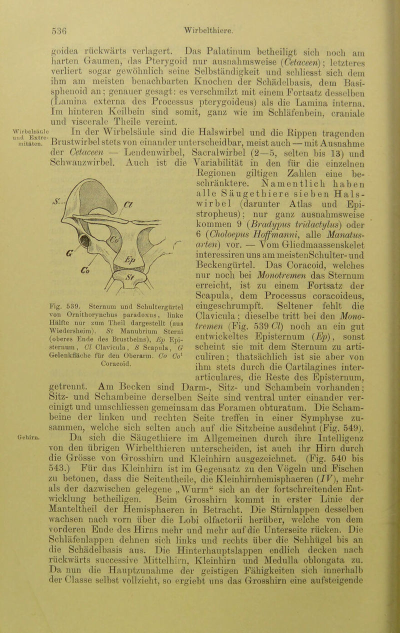 goidea rückwärts verlagert. Das Palatinura betheiligt sicli noch am harten Gaumen, das Pterygoid nur ausnahmsweise (Cetaceen); letzteres verliert sogar gewöhnlich seine Selbständigkeit und schliesst sich dem ihm am meisten benachbarten Knochen der Schädelbasis, dem Basi- sphenoid an; genauer gesagt: es verschmilzt mit einem Fortsatz desselben (Ijamhia externa des Processus pterygoideus) als die Lamina interna. Im hinteren Keilbein sind somit, ganz Avie im Schläfenbein, craniale und viscei-ale Theile vereint. wiib^Bäu|.<' In der Wirbelsäule sind die Halswirbel und die Rippen tragenden mitäten.'' ßrustwirbel stets von einander unterscheidbar, meist auch — mit Ausnahme der Cetaceen — Lendenwirbel, Sacralwirbel (2—5, selten bis 13) und SchAN ^anzwirbel. Auch ist die Variabilität in den für die einzelnen Regionen giltigen Zahlen eine be- schränktere. Namentlich haben alle Säugethiere sieben Hals- wirbel (darunter Atlas und Epi- stropheus); nur ganz ausnahmsweise kommen 9 {Bradypus tridactylus) oder 6 (Choloepus Hoffmanni, alle Matmtus- arten) vor. — Vom Griiedmaasseuskelet interessiren uns am meistenSchulter- und Beckengürtel. Das Coracoid, welches nur noch bei Monotremen das Steinum erreicht, ist zu einem Fortsatz der Scapula, dem Processus coracoideus, eingeschrumpft. Seltener fehlt die Clavicula; dieselbe tritt bei den Mono- tremen (Fig. 539 Cl) noch an ein gut entwickeltes Episternum (^p), sonst scheint sie mit dem Sternum zu arti- culiren; thatsächlich ist sie aber von ihm stets durch die Cartilagines inter- Gehiru. Fig. 539. Sternum und Scliultcrgürtel von Ornitlion^nchus paradoxus, linke Hälfte nur zum Theil dargestellt (aus Wiedershejm). St Manubrium Sterni (oberes Ende des Brustbeins), j^j Epi- sternum , Cl Clavicula, S Scapula, G Gelenicflächc für den Oberarm. Co Co^ Coracoid. articulares, die Reste des Episteruum, getrennt. Am Becken sind Darm-, Sitz- und Schambein vorhanden ; Sitz- und Schambeine derselben Seite sind ventral unter einander ver- einigt und umschliessen gemeinsam das Foramen obturatum. Die Scham- beine der linken und rechten Seite treffen in einer Symphyse zu- sammen, welche sich selten auch auf die Sitzbeine ausdehnt (Fig. 549). Da sich die Säugethiere im Allgemeinen durch ihre Intelligenz von den übrigen Wirbelthieren unterscheiden, ist auch ihr Hirn durch die Grösse von Grosshirn und Kleinhirn ausgezeichnet. (Fig. 540 bis 543.) Für das Kleinhirn ist im Gegensatz zu den Vögeln und Fischen zu betonen, dass die Seiteutheile, die Kleinhirnhemisphaeren (7F), mehr als der dazwischen gelegene „Wurm sich an der fortschreitenden Ent- wicklung betheiligen. Beim Grosshirn kommt in erster Linie der Manteltheil der Hemisphaeren in Betracht. Die Stirnlappen desselben wachsen nach vorn über die Lobi olfactorii herüber, welche von dem vorderen Ende des Hirns mehr und mehr auf die Unterseite rücken. Die Schläfenlappen dehnen sich links und rechts über die Sehhügel bis an die Schädelbasis aus. Die Hinterhauptslappen endlich decken nach rückwärts successive Mittelhirn, Kleinhirn und Medulla oblongata zu. Da nun die Hauptzunahme der geistigen Fähigkeiten sich innerhalb der Classe selbst vollzieht, so ergiebt uns das Grosshirn eine aufsteigende