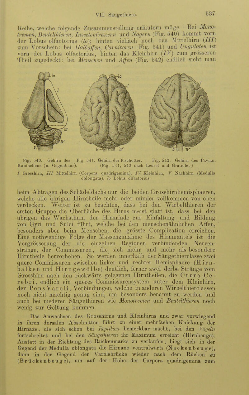 Reihe, welche folgende Zusaiiimenstellung erläutern möge. Bei Mono- tremen, Bentelthieren, Insectenfressern und Nagern (Fig. 540) kommt vorn der Lobus olfactorius (lo); hinten vielfach noch das Mittelhiru (III) zum Vorschein; bei Halbaffen, Carnivoren (Fig. 541) und Ungiilaten ist vorn der Lobus olfactorius, hinten das Kleinhirn (IV) 7A\m grösseren Theil zugedeckt; bei Menschen und Afen (Fig. 542) endlich sieht man Fig. 540. Gehirn des Fig. 541. Gehirn der Fischotter. Fig. 542. Gehirn des Pavian. Kaninchens (n. Gegenbaur). (Fig. 541, 542 nacli Leuret und Gratiolet ) / Grosshirn, /// Mittelbirn (Corpora quadrigemina), IV Kleinhirn, V Nachhiru (Medulla oblongata), lo Lohns olfactorius. beim Abtragen des Schädeldachs nur die beiden Grosshirnhemisphaeren, welche alle übrigen Hirntheile mehr oder minder vollkommen von oben verdecken. Weiter ist zu beachten, dass bei den Wirbelthiereu der ersten Gruj)pe die Oberfläche des Hirns meist glatt ist, dass bei den übrigen das Wachsthum der Hirnrinde zur Einfaltung und Bildung von Gyri und Sulci führt, welche bei den menschenähnlichen Alfen, besonders aber beim Menschen, die grösste Complication erreichen. Eine nothwendige Folge der Massenzunahme des Hirnmantels ist die Vergrösserung der die einzelnen Regionen verbindenden Nerven- stränge, der Commissuren, die sich mehr imd mehr als besondere Hirntheile hervorheben. So werden innerhalb der Säugethierclasse zwei quere Commissuren zwischen linker imd rechter Hemisphaere (Hirn- balken und H i r n g e Av ö 1 b e) deutlich, ferner zwei derbe Stränge vom Grosshirn nach den rückwärts gelegenen Hirutheilen, die Crura Ce- rebri, endlich ein queres Commissurensystem unter dem Kleinhirn, der Pons Varoli, Verbindungen, welche in anderen Wirbelthierclassen noch nicht mächtig genug sind, um besonders benannt zu werden und auch bei niederen Säugethieren wie Monotremen und Beutelthieren noch wenig zur Geltung kommen. Das Anwachsen des Grosshirns und Kleinhirns und zwar vorwiegend in ihren dorsalen Abschnitten führt zu einer mehrfachen Knickung der Hirnaxe, die sich schon bei Reptilien bemerkbar macht, bei den Vögeln fortschreitet und bei den Säugethieren ihr Maximum erreicht (Hirnbeuge). Anstatt in der Richtung des Rückenmarks zu verlaufen, biegt sich in der Gegend der Medulla oblongata die Hirnaxe ventralwärts (Nack en b euge), dann in der Gegend der Varolsbrücke wieder nach dem Rücken zu (Brückenbeuge), um auf der Höhe der Corpora quadrigemina zum