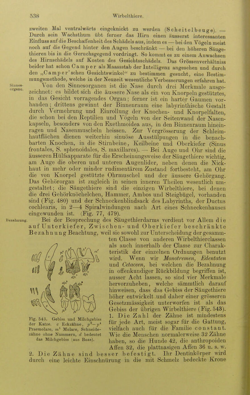 Siuues- organc. Uezahuung. zweiten Mal ventralwärts eingeknickt zu werden (Scheitelbeuge). Durch sein Wachsthum übt ferner das Hirn einen äusserst interessanten Einfluss auf die Beschaffenheit des Schädels aus, indem es — bei den Vögeln meist noch auf die Gregend hinter den Augen beschränkt — bei den höheren Säuge- thieren bis in die Greruchsgegend vordringt. So kommt es zu einem Anwachsen des Hirnschädels auf Kosten des Gesichtsschädels. Das Grössenverhältniss beider hat schon Camper als Maassstab der Intelligenz angesehen und durch den „Camper'sehen Gresichtswinkel zu bestimmen gesucht, eine Bestim- mungsmethode, welche in der Neuzeit wesentliche Verbesserungen erfahren hat. Voü den Sinnesorganen ist die Nase durch drei Merkmale ausge- zeichnet: es bildet sich die äussere Nase als ein von Knorpeln gestütztes, in das Gesicht vorragendes Organ; ferner ist ein harter Gaumen vor- handen; drittens gewinnt der Binnenraum eine labyrinthische Gestalt durch Vermehrung und Einrollung der Knochen- und Knorpelfalten, die schon bei den Reptilien und Vögeln von der Seitenwand der Nasen- kapseln, besonders von den Exethmoidea aus, in den Binnenraum hinein- ragen und Nasenrauscheln heissen. Zur Vergrösserung der Schleim- hautflächen dienen weiterhin sinuöse Ausstülpungen in die benach- barten Knochen, in die Stirnbeine, Keilbeine und Oberkiefer (Sinus frontales, S. sphenoidales, S. maxillares). — Bei Auge und Ohr sind die äusseren Hülfsapparate für die Erscheinungsweise der Säugethiere wichtig, am Auge die oberen und unteren Augenlider, neben denen die Nick- haut in mehr oder minder rudimentärem Zustand fortbesteht, am Ohr die von Knorpel gestützte Ohrmuschel und der äussere Gehörgang. Das Gehörorgan ist zugleich in seinen inneren Theilen wesentlich um- gestaltet; die Säugethiere sind die einzigen Wirbelthiere, bei denen die drei Gehörknöchelchen, Hammer, Ambos und Steigbügel, vorhanden sind (Fig. 480) und der Schneckenblindsack des Labyrinths, der Ductus cochlearis, in 2—4 Spiralwindungen nach Art eines Schneckenhauses eingewunden ist. (Fig. 77, 479). Bei der Besprechung des Säugethierdarms verdient vor Allem die auf Unterkiefer, Zwischen- und Oberkiefer beschränkte Bezahnung Beachtung, weil sie sowohl zur Unterscheidung der gesamm- ten Classe von anderen Wirbelthierclassen als auch innerhalb der Classe zur Charak- teristik der einzelnen Ordnungen benutzt wird. Wenn wir Monotremen, ßdentaten und Cetaceen, bei welchen die Bezahnung in offenkundiger Rückbildung begriffen ist, ausser Acht lassen, so sind vier Merkmale hervorzuheben, welche sämmtlich darauf hinweisen, dass das Gebiss der Säugethiere höher entwickelt .und daher einer grösseren Gesetzmässigkeit unterworfen ist als das Gebiss der übrigen Wirbelthiere (Fig. 543). 1. Die Zahl der Zähue ist mindestens für jede Art, meist sogar für die Gattung, vielfach auch für die Familie constant. Wie die Menschen normalerweise 32 Zähne haben, so die Hunde 42, die anthropoiden Affen 32, die plattnasigen Affen 36 u. s. w. 2. Die Zähne sind besser befestigt. Ihr Dentinkörper wird durch eine leichte Einschnürung in die mit Schmelz bedeckte Krone Fig. 543. Gebiss und Milchgebiss der Katze, c Eckzähne, p^—p^ Praemolare, m' Molare, Schneide- zähne ohne Nummern, d bedeutet das Milchgebiss (aus Boas).