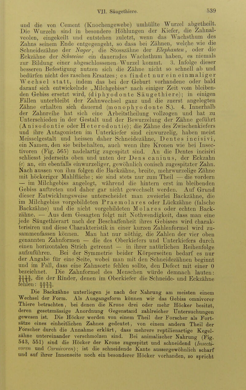 uud die von Cemcut (Knochengewebe) umhüllte Wurzel abgetheilt. Die AVurzeln sind in besondere Höhlungen der Kiefer, die Zahnal- veolen, eingekeilt und entstehen zuletzt, wenn das AVachsthum. des Zahns seinem Ende entgegengeht, so dass bei Zähnen, welche wie die Schneidezähne der Nager, die Stosszälme der Elep/ianten, oder die Eckzähne der Scimeine ein dauerndes Wachsthum haben, es niemals zur Bildung einer abgeschlosseneu Wurzel kommt. 3. Infolge dieser besseren Befestigung nutzen sich die Zähne nicht so schnell ab und bedürfen nicht des raschen Ersatzes; es findet nur ein einmaliger Wechsel statt, indem das bei der Geburt vorhandene oder bald darauf sich entwickelnde „Milchgebiss nach einiger Zeit vom bleiben- den Gebiss ersetzt wird, (diphyodonte Säugethiere); in einigen Fällen unterbleibt der Zahnwecbsel ganz und die zuerst angelegten Zähne erhalten sich dauernd (monophyodonte S.). 4. Innerhalb der Zahnreihe hat sich eine Arbeitstheilung vollzogen und hat zu Unterschieden in der Gestalt und der Bewurzelung der Zähne geführt (Anisodontie oder Heterodontie); die Zähne des Zwischenkiefers und ihre Antagonisten im Unterkiefer sind einwurzelig, haben meist Meisselgestalt und heissen daher Schneidezähne, Dentes incisivi, ein Namen, den sie beibehalten, auch wenn ilire Kronen wie bei Insec- tivoren (Fig. 565) nadelartig zugespitzt sind. An die Dentes incisivi schKesst jederseits oben und unten der Dens caninus, der Eckzahn (c) an, ein ebenfalls einwurzeliger, gewöhnlich conisch zugesj)itzter Zahn. Nach aussen von ihm folgen die Backzähne, breite, mehi'wurzelige Zähne mit höckeriger Mahlfläche; sie sind stets nur zum Theil — die vordem — im Milchgebiss angelegt, während die hintern erst im bleibenden Gebiss auftreten und daher gar nicht gewechselt werden. Auf Grund dieser Entwicklungsweise unterscheidet man zweierlei Backzähne, die im Milchgebiss vorgebildeten Praemolares oder Lückzähne (falsche Backzähne) und die nicht vorgebildeten Molares oder echten Back- zähne. — Aus dem Gesagten folgt mit Nothwendigkeit, dass man eine jede Säugethierart nach der Beschaffenheit ihres Gebisses wird charak- terisiren und diese Charakteristik in einer kurzen Zahlenformel wird zu- sammenfassen können. Man hat nur nöthig, die Zahlen der vier oben genannten Zahnformen — die des Oberkiefers und Unterkiefers durch einen horizontalen Strich getrennt — in ihrer natürlichen Eeihenfolge aufzuführen. Bei der Symmetrie beider Körperseiten bedarf es nur der Angabe für eine Seite, wobei man mit den Schneidezähnen beginnt und im Fall, dass eine Zahnsorte fehlen sollte, den Defect mit einer 0 bezeichnet. Die Zahnformel des Menschen würde demnach lauten: Vi\\j die der Rinder, denen im Oberkiefer die Schneide- und Eckzähne feken:ff||. Die Backzähne unterliegen je nach der Nahrung am meisten einem Wechsel der Form. Als Ausgangsform können wir das Grebiss omnivorer Thiere betrachten, bei denen die Krone drei oder mehr Höcker besitzt, deren gesetzmässige Anordnung Gregenstaud zahlreicher Untersuchungen gewesen ist. Die Höcker werden von einem Theil der Forscher als Fort- sätze eines einheitlichen Zahnes gedeutet, von einem andern Theil der Forscher durch die Annahme erklärt, dass mehrere reptilienartige Kegel- zähne untereinander verschmolzen sind. Bei animalischer Nahrung (Fig. 543, 551) sind die Höcker der Krone zugespitzt und schneidend {Insedi- voren und Carnivoren); ist die schneidende Kante aussergewöhnlich scharf und auf ihrer Innenseite noch ein besonderer Höcker vorhanden, so spricht