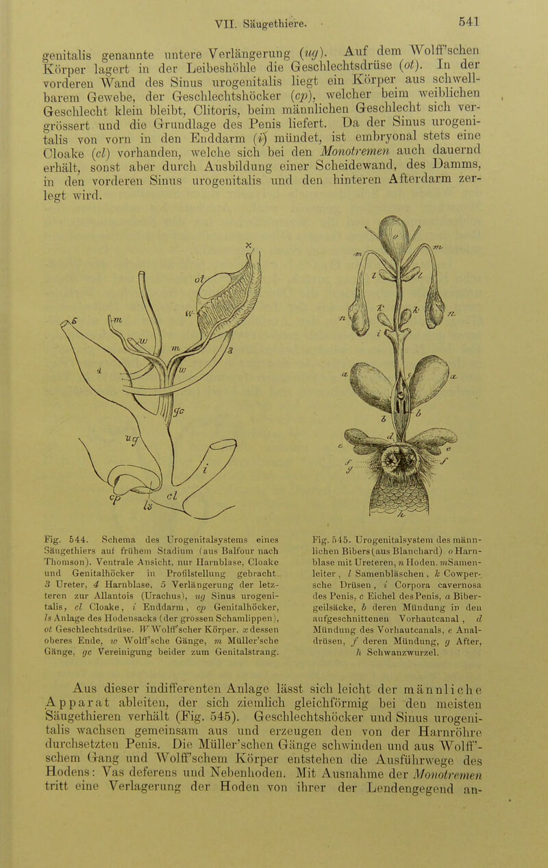 genitalis genannte untere Verlängerung (ug). Auf dem Wolff sehen Körper lagert in der Leibeshöhle die Geschlechtsdruse (ot). In der vorderen Wand des Sinus urogenitalis liegt ein Körper aus schwell- barem Gewebe, der Geschlechtshöcker (cp), welcher beim weiblichen Geschlecht klein bleibt, Clitoris, beim männlichen Geschlecht sich ver- grössert und die Grundlage des Penis liefert. Da der Smus urogeni- talis Yon vorn in den Eiiddarm (i) mündet, ist embryonal stets eine Cloake (cl) vorhanden, welche sich bei den Monotremen auch dauernd erhält, sonst aber durch Ausbildung einer Scheidewand, des Damms, in den vorderen Sinus urogenitalis und den hinteren Afterdarm zer- legt wird. Fig. 544. Schema des Urogenitalsysteins eines Säugethiers auf frühem Stadium (aus Balfour nach Thomson). Ventrale Ansicht, nur Harnblase, Cloake und Genitalhöcker in Profilstellung gebracht.- 3 Ureter, 4 Harnblase, 5 Verlängerung der letz- teren zur Allantois (Urachus), ug Sinus urogeni- talis, cl Cloake, i Enddarni, cp Genitalhöcker, Is Anlage des Hodensacks (der grossen Schamlippen), ot Geschlechtsdrüse. T-F Wolff'scher Körper, x dessen oberes Ende, «; Wolff'sche Gänge, m MüUer'sche Gänge, gc Vereinigung beider zum Genitalstrang. Fig. h \ö. Urogenitalsystem des männ- lichen Bibers (aus Blancliard) o Harn- blase mit Ureteren, n Hoden. ?)jSamen- leiter , l Samenbläschen , Ic Cowpev- sche Drüsen, * Corpora cavernosa des Penis, c Eichel des Penis, a Biber- geilsäcke, b dereii Mündung in deu aufgeschnitteneu Vorhautcanal , d Mündung des Vorhautcanals, e Anal- drUsen, / deren Mündung, g After, h Schwanzwurzel. Aus dieser indifferenten Anlage lässt sich leicht der männliche Apparat ableiten, der sich ziemlich gleichförmig bei den meisten Säugethieren verhält (Fig. 545). Geschlechtshöcker und Sinus urogeni- talis wachsen gemeinsam aus und erzeugen den von der Harnröhre durchsetzten Penis. Die Müller'schen Gä,nge schwinden und aus Wolff'- schem Gang und Wolff'schem Körper entstehen die Ausführwege des Hodens: Vas deferens und Nebenhoden. Mit Ausnahme der Monotremen tritt eine Verlagerung der Hoden von ihrer der Lendengegend an-