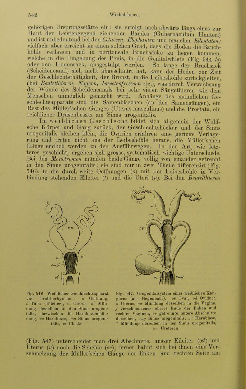 gehörigen Ursprungsstätte ein; sie erfolgt nach abwärts längs eines zur Haut der Leistengegend ziehenden Bandes (Grubernaculum Hunteri) und ist unbedeutend bei den Cetaceen, Elephanten und manchen Edentaten • vielfach aber erreicht sie einen solchen Grad, dass die Hoden die Baucl/- liöhle verlassen und in peritoneale Bruchsäcke zu liegen kommen, welche in die Umgebung des Penis, in die Grenitalwülste (Fig. 544 Is) oder den Hodensack, ausgestülpt werden. So lange der Bruchsack (Scheidencanal) sich nicht abgeschnürt hat, kann der Hoden zur Zeit der Greschlechtsthätigkeit, der Brunst, in die Leibeshöhle zurückgleiten, (bei Beutelthieren, Nagern, Insectenfressern etc.), was durch Verwachsung der Wände des Scheidencanals bei sehr vielen Säugethieren wie dem Menschen unmöglich gemacht wird. Anhänge des männlichen Ge- schlechtsapparats sind die Samenbläschen (an den Samengängen), ein Rest des Müller'schen Ganges (Uterus masculinus) und die Prostata, ein reichlicher Drüsenbesatz am Sinus urogenitalis. Im weiblichen Geschlecht bildet sich allgemein der WolfF- sche Körper und Gang zurück, der Geschlechtshöcker und der Sinus urogenitalis bleiben klein, die Ovarien erfahren eine geringe Verlage- rung und treten nicht aus der Leibeshöhle heraus, die Müller'schen Gänge endlich werden zu den Aiisführwegen. In der Art, wie letz- teres geschieht, ergeben sich grosse, systematisch wichtige Unterschiede. Bei den Monotremen münden beide Gänge völlig von einander getrennt in den Sinus urogenitalis; sie sind nur in zwei Theile differenzirt (Fig. 546), in die durch weite Oeffnungen (o) mit der Leibeshöhle in Ver- bindung stehenden Eileiter {t) und die Uteri (?/.). Bei den Beutelfhieren Fig. 54 fi. Weiblicher Geschlechtsapparat von Ornithorhynchus. o OefFnung, t Tuba (Eileiter), u Uterus, il Mün- dung desselben in den Sinus urogeni- talis , dazwischen die Harnblasenmiin- dung, V.II Harnblase, äw/ Sinus urogeni- talis, cl Cloake. Fig. 547. Urogenitalsj steni eines weiblichen Kän- gurus (aus Gegeubaur). ov Ovar, od Oviduct, M Uterus, ou Mündung desselben in die Vagina, / verschmolzenes oberes Ende der linken und rechten Vaginen, cv getrennte untere Abschnitte derselben, cug Sinus urogenitalis, vn Harnblase, * Mündung derselben in den Sinus urogenitalis, ur Ureteren. (Fig. 547) unterscheidet man drei Abschnitte, ausser Eileiter {od') und titerus {n) noch die Scheide {cv); ferner bahnt sich bei ihnen eine Ver- schmelzung der Müller'schen Gänge der linken und rechten Seite an.