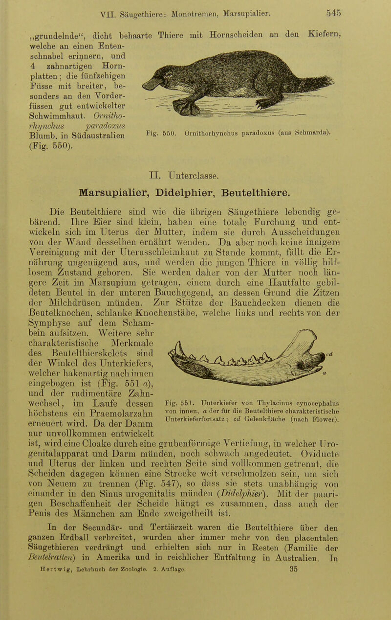 ,,gruudelnde, dicht behaarte Thiere mit Hornscheiden an den Kiefern, welche an einen Enten- schnabel erinnern, und 4 zahnartigen Horn- platten ; die fünfzehigen Füsse mit breiter, be- sonders an den Vorder- füssen gut entwickelter Schwimmhaut. Ornitho- rhi/nehus jMradoxiis Blumb. in Südaustralien ^'S- 550. Oinithorhynchus paiadoxus (aus Schraarda). (Fig. 550). II. Unterclasse. Marsupialier, Didelphier, Beutelthiere. Die Beutelthiere sind wie die übrigen Säugethiere lebendig ge- bärend. Ihre Eier sind klein, haben eine totale Furchung und ent- wickeln sich im Uterus der Mutter, indem sie durch Ausscheidungen von der Wand desselben ernährt wenden. Da aber noch keine innigere Vereinigung mit der Uterusschleimhaut zu Stande kommt, fällt die Er- nährung ungenügend aus, und werden die jungen Thiere in völlig hilf- losem Zustand geboren. Sie werden daher von der Mutter noch län- gere Zeit im Marsupium getragen, einem durch eine Hautfalte gebil- deten Beutel in der unteren Bauchgegend, au dessen Grund die Zitzen der Milchdrüsen münden. Zur Stütze der Bauchdecken dienen die Beatelknochen, schlanke Knochenstäbe, welche links und rechts von der Symphyse auf dem Scham- bein aufsitzen. Weitere sehr charakteristische Merkmale des Beutelthierskelets sind der Winkel des Unterkiefers, welcher hakenartig nach innen eingebogen ist (Fig. 551 a), und der rudimentäre Zahn- wechsel, im Laufe dessen höchstens ein Praemolarzahn erneuert wird. Da der Damm nur unvollkommen entwickelt ist, wird eine Cloake durch eine grubenförmige Vertiefung, in welcher Uro- genitalapparat und Darm münden, noch schwach angedeutet. Oviducte und Uterus der linken und rechten Seite sind vollkommen getrennt, die Scheiden dagegen können eine Strecke weit verschmolzen sein, um sich von Neuem zu trennen (Fig. 547), so dass sie stets unabhängig von einander in den Sinus urogenitalis münden {Didelphier). Mit der paari- gen Beschaffenheit der Scheide hängt es zusammen, dass auch der Penis des Männchen am Ende zvveigetheilt ist. In der Secundär- und Tertiärzeit waren die Beutelthiere über den ganzen Erdball verbreitet, wurden aber immer mehr von den placentalen Säugethieren verdrängt und erhielten sich nur in Resten (Familie der Bevielratteti) in Amerika und in reichlicher Entfaltung in Australien. In Hertwig, Lehrbuch der Zoologie. 2. Auflage. 35 Fig. 551. Unterkiefer von Thylaciuus cynocephalus von innen, a der für die Beutelthiere charakteristische Unterkieferfortsatz; cd Gelenkfläche (nach Flower).