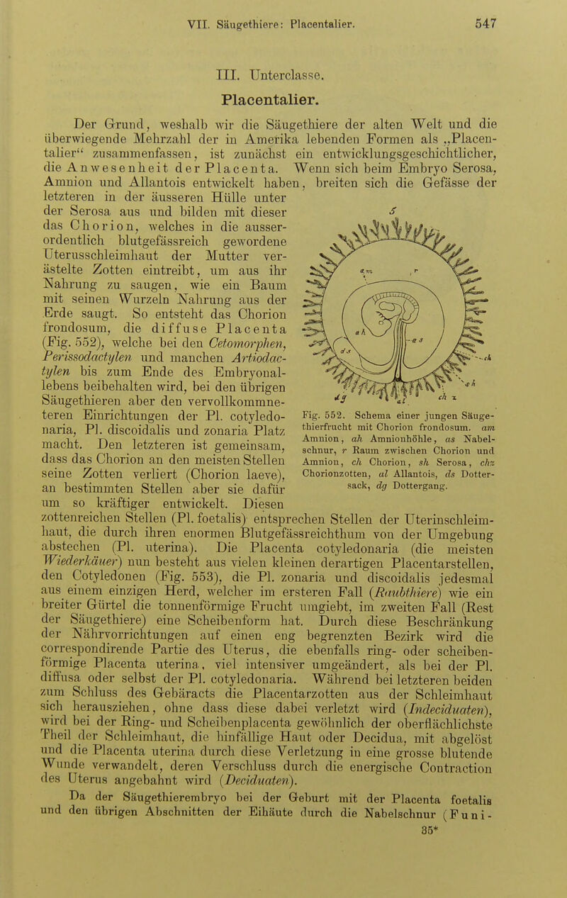 III. Unterclasse. Placentalier. Der Grund, weshalb wir die Säugethiere der alten Welt und die überwiegende Mehrzahl der in Amerika lebenden Formen als „Placen- talier zusammenfassen, ist zunächst ein entwicklungsgeschichtlicher, die Anwesenheit derPlacenta. Wenn sich beim Embryo Serosa, Amnion und Allantois entwickelt haben, breiten sich die Gefässe der letzteren in der äusseren Hülle unter der Serosa aus und bilden mit dieser das Chorion, welches in die ausser- ordentlich blutgefässreich gewordene Üterusschleimhaut der Mutter ver- ästelte Zotten eintreibt, um aus ihr Nahrung zu saugen, wie ein Baum mit seinen Wurzeln Nahrung aus der Erde saugt. So entsteht das Chorion frondosum, die diffuse Placenta (Eig. 552), welche bei den Cetomor'ph.en, Perissodactylen und manchen ArUodac- tylen bis zum Ende des Embryonal- lebens beibehalten wird, bei den übrigen Säugethieren aber den vervollkommne- teren Einrichtungen der PI. cotyledo- naria, PI. discoidalis und zonaria Platz macht. Den letzteren ist gemeinsam, dass das Chorion an den meisten Stellen seine Zotten verliert (Chorion laeve), an bestimmten Stellen aber sie dafür um so kräftiger entwickelt. Diesen zottenreichen Stellen (PI. foetalis) entsprechen Stellen der Uterinschleim- haut, die durch ihren enormen Blutgefässreichthum von der Umgebung abstechen (PI. uterina). Die Placenta cotyledonaria (die meisten Wiederkäuer) nun besteht aus vielen kleinen derartigen Placentarstellen, den Cotyledonen (Eig. 553), die PI. zonaria und discoidalis jedesmal aus einem einzigen Herd, welcher im ersteren Fall (Raubthiere) wie ein breiter Gürtel die tonnenförmige Frucht umgiebt, im zweiten Fall (Pest der Säugethiere) eine Scheibenform hat. Durch diese Beschränkung der Nährvorrichtungen auf einen eng begrenzten Bezirk wird die correspondirende Partie des Uterus, die ebenfalls ring- oder scheiben- förmige Placenta uterina, viel intensiver umgeändert, als bei der PI. diffusa oder selbst der PI, cotyledonaria. Während bei letzteren beiden zum Schluss des Gebäracts die Placentarzotten aus der Schleimhaut sich herausziehen, ohne dass diese dabei verletzt wird (Indeciduaten), wird bei der Ping- und Scheibenplacenta gewöhnlich der oberflächlichste Theil der Schleimhaut, die hinfällige Haut oder Decidua, mit abgelöst und die Placenta uterina durch diese Verletzung in eine grosse blutende Wunde verwandelt, deren Verschluss durch die energische Contraction des Uterus angebahnt wird (Deciduaten). Da der Säugethierembryo hei der Geburt mit der Placenta foetalis und den übrigen Abschnitten der Eihäute durch die Nabelschnur (Funi- 35* Fig. 552. Schema einer jungen Säuge- tliierfrucht mit Chorion frondosum. am Amnion, ah Amnionhöhle, as Nabel- schnur, r Raum zwischen Chorion und Amnion, ch Chorion, sh Serosa, chz Chorionzotten, al Allantois, ds Dotter- .sack, dg Dottergang.