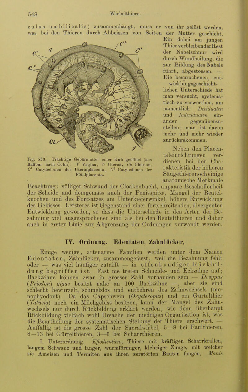 culus umbilicalis) zusammenhängt, muss er von ihr gelöst werden, was bei den Thieren durch Abbeissen von Seiten der Mutter geschieht. Ein dabei am jungen '^ ^ Thier verbleibenderRest ^ der Nabelschnur wird durch Wundheilung, die zur Bildung des Nabels führt, abgestossen. — Die besprochenen, ent- wickluugsgeschicht- lichen Unterschiede hat man versucht, systema- tisch zu verwerthen, um namentlich Dedd^oaten und Indmcluaten ein- ander gegenüberzu- stellen ; man ist davon mehr und mehr wieder zurückgekommen. Neben den Placen- taleinrichtungen ver- dienen bei der Cha- rakteristik der höheren Säugethiere noch einige anatomische Merkmale Beachtung: yölliger Schwund der Cloakenbucht, uupaare Beschaffenheit der Scheide und dem gemäss auch der Penisspitze, Mangel der Beutel- knochen und des Fortsatzes am Unterkieferwinkel, höhere Entwicklung des Gebisses. Letzteres ist Gegenstand einer fortschreitenden, divergenten Entwicklung geworden, so dass die Unterschiede in den Arten der Be- zahnung viel ausgesprochener sind als bei den Beutelthiei'en und daher auch in erster Linie zur Abgrenzung der Ordnungen verwandt werden. Fig. 553. Trächtige Gebärmutter einer Kuh geöffnet (aus Balfoui- nach Colin). V Vagina, II Uterus, Gh Chorion, C Cotyleclonen der Uterinplacenta, Cotyledonen der Fötalplacenta. IV. Ordnung. Edentaten, Zahnltteker. Einige wenige, artenarme Familien werden unter dem Namen Edentaten, Zahnlücker, zusammengefasst, weil die Bezahnung fehlt oder — was viel häufiger zutrifft — in offenkundiger Rückbil- dung begriffen ist. Fast nie treten Schneide- und Eckzähne auf: Backzähne können zwar in grosser Zahl vorhanden sein — Dasi/piis (Priodon) gigas besitzt nahe an 100 Backzähne —, aber sie sind schlecht bewurzelt, schmelzlos und entbehren des Zahnwechsels (mo- nophyodont). Da das Capschwein {Orycteropus) und ein Gürtelthier (Tatusia) noch ein Milchgebiss besitzen, kann der Mangel des Zahn- wechsels nur durch Bückbildung erklärt sverden, wie denn überhaupt Rückbildung vielfach wohl Ursache der niedrigen Organisation ist, w&s die Beurtheilung der systematischen Stellung der Thiere erschwert. — Auffällig ist die grosse Zahl der Sacralwirbel, 5—8 bei Faulthieren, 8 — 13 bei (xürtelthieren, 3—6 bei Scharrthieren. I. Unterordnung. Effodientien, Thiere mit kräftigen Scharrkrallen, langem Schwanz und langer, wurmförmiger, klebriger Zunge, mit welcher sie Ameisen und Termiten aus ihren zerstörten Bauten fangen. Mniiis