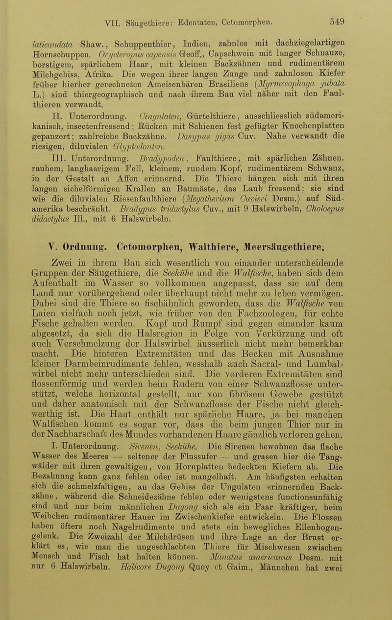 laticaudata Shaw., Schuppenthier, Indien, zahnlos mit dachziegelartigen Hornschuppeu. On/deropus capeiis/'s GceoS., Capschwein mit langer Schnauze, borstigem, spärlichem Haar, mit kleinen Backzähnen und rudimentärem Milchgebiss, Afrika. Die wegen ihrer langen Zunge und zahnlosen Kiefer früher hierher gerechneten Ameisenbären Brasiliens [Myrmecophaga juhata L.) sind thiergeographisch und nach ihrem Bau viel näher mit den Faul- thieren verwandt. II. Unterordnung. Cingiilaten, Gürtelthiere, ausschliesslich südameri- kanisch, insectenfressend; Rücken mit Schienen fest gefügter Knochenplatten gepanzert; zahlreiche Backzähne. Dasißms gigas Cuv. !Nahe verwandt die riesigen, diluvialen Gli,])todonten. III. Unterordnung. Bradijpoden, Faulthiere, mit spärlichen Zähnen, rauhem, langhaarigem Fell, kleinem, rundem Kopf, rudimentärem Schwanz, in der Gestalt an Affen erinnernd. Die Thiere hängen sich mit ihren langen sichelförmigen Krallen an Baumäste, das Laub fressend; sie sind wie die diluvialen ßiesenfaulthiere [Megatherium Ciivieri Desm.) auf Süd- amerika beschränkt. Bradypus tridactylus Cuv., mit 9 Halswirbeln, Gholoejms didactylus HL, mit 6 Halswirbeln. V. Ordimiig-. Cetomorphen, Walthiere, Meersäiigethiere. Zwei in ihrem Bau sich wesentlich von einander unterscheidende Gruppen der Säugethiere, die Seekühe und die Walfische, haben sich dem Aufenthalt im Wasser so vollkommen angepasst, dass sie auf dem Land nur vorübergehend oder überhaupt nicht mehr zu leben vermögen. Dabei sind die Thiere so fischähnlich geworden, dass die Walfische von Laien vielfach noch jetzt, wie früher von den Fachzoologen, für echte Fische gehalten werden. Kopf und Humpf sind gegen einander kaum abgesetzt, da sich die Halsregion in Folge von Verkürzung und oft auch Verschmelzung der Halswirbel äusserlich nicht mehr bemerkbar macht. Die hinteren Extremitäten und das Becken mit Ausnahme kleiner Darmbeinrudimente fehlen, wesshalb auch Sacral- und Lumbai- wirbel nicht mehr unterschieden sind. Die vorderen Extremitäten sind flossenförmig und werden beim Rudern von einer Schwanzflosse unter- stützt, welche horizontal gestellt, nur von fibrösem Gewebe gestützt und daher anatomisch mit der Schwanzflosse der Fische nicht gleich- werthig ist. Die Haut enthält nur spärliche Haare, ja bei manchen Walfischen kommt es sogar vor, dass die beim jungen Thier nur in der Nachbarschaft des Mundes vorhandenen Haare gänzlich verloren gehen. I. Unterordnung. Sirenen, Seekühe. Die Sirenen bewohnen das flache Wasser des Meeres — seltener der Flussufer - - und grasen hier die Tang- wälder mit ihren gewaltigen, von Hornplatten bedeckten Kiefern ab. Die Bezahnung kann ganz fehlen oder ist mangelhaft. Am häufigsten erhalten sich die schmelzfaltigen, an das Gebiss der Ungulaten erinnernden Back- zähne , während die Schneidezähne fehlen oder wenigstens functionsunfähig sind und nur beim männlichen Dugong sich als ein Paar kräftiger, beim Weibchen rudimentärer Hauer im Zwischenkiefer entwickeln. Die Flossen haben öfters noch Nagelrudimente und stets ein bewegliches Ellenbogen- gelenk. Die Zweizahl der Milchdrüsen und ihre Lage an der Brust er- klärt es, wie man die ungeschlachten Thiere für Mischwesen zwischen Mensch und Fisch hat halten können. Manatus americanus Desm. mit nur 6 Halswirbeln. Halicore Dugong Quoy et Gaim., Männchen hat zwei