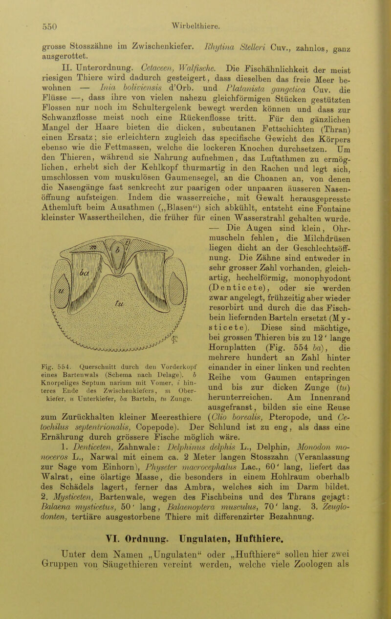 grosse Stosszähne im Zwischenkiefer. Ehytina Stellen G\iv., zahnlos, ganz ausgerottet. II. Unterordnung. Getaceeii, Walfische. Die Fischähnlichkeit der meist riesigen Thiere wird dadurch gesteigert, dass dieselben das freie Meer be- wohnen — Inia holiviensis d'Orb. und Flatanista (jangeliea Cuv. die Flüsse —, dass ihre von vielen nahezu gleichförmigen Stücken gestützten Flossen nur noch im Schultergelenk bewegt werden können und dass zur Schwanzflosse meist noch eine Rückenflosse tritt. Für den gänzlichen Mangel der Haare bieten die dicken, subcutanen Fettschichten (Thran) einen Ersatz; sie erleichtern zugleich das specifische Gewicht des Körpers ebenso wie die Fettmassen, welche die lockeren Knochen durchsetzen. Um den Thieren, während sie Nahrung aufnehmen, das Luftathmen zu ermög- lichen, erhebt sich der Kehlkopf thurmartig in den Rachen und legt sich, umschlossen vom muskulösen Gaumensegel, an die Choanen an, von denen die Nasengänge fast senkrecht zur paarigen oder unpaaren äusseren Nasen- öff'nung aufsteigen. Indem die wasserreiche, mit Gewalt herausgepresste Athemluft beim Ausathmen („Blasen'') sich abkühlt, entsteht eine Fontaine kleinster Wassertheilchen, die früher für einen Wasserstrahl gehalten wurde. — Die Augen sind klein, Ohr- muscheln fehlen, die Milchdrüsen liegen dicht an der Geschlechtsöff- nung. Die Zähne sind entweder in sehr grosser Zahl vorhanden, gleich- artig, hecheiförmig, monophyodont (Denticete), oder sie werden zwar angelegt, frühzeitig aber wieder resorbirt und durch die das Fisch- bein liefernden Barteln ersetzt (My- sticete). Diese sind mächtige, bei grossen Thieren bis zu 12 ' lange Hornplatten (Fig. 554 ba), die mehrere hundert an Zahl hinter einander in einer linken und rechten Reihe vom Gaumen entspringen und bis zur dicken Zunge (tu) herunterreichen. Am Innenrand ausgefranst, bilden sie eine Reuse zum Zurückhalten kleiner Meeresthiere (Clio borealia, Pteropode, und Ce- tochiliis septentrionalis, Copepode). Der Schlund ist zu eng, als dass eine Ernährung durch grössere Fische möglich wäre. 1. Denticeten, Zahnwale: Delphinus delphis L., Delphin, Monoclon vio- noceros L., Narwal mit einem ca. 2 Meter langen Stosszahn (Veranlassung zur Sage vom Einhorn), Fhyseter macrocejjhahis Lac, 60' lang, liefert das Walrat, eine ölartige Masse, die besonders in einem Hohlraum, oberhalb des Schädels lagert, ferner das Ambra, welches sich im Darm bildet. 2. Mysticeten, Bartenwale, wegen des Fischbeins und des Thrans gejagt: Balaena mysticetus, 50' lang, Balaenoptera musmlus, 70' lang. 3. Zeuglo- donten, tertiäre ausgestorbene Thiere mit diff'erenzirter Bezahnung. Fig. 554. Querschnitt durch den Vorderkupf eines Barteuwals (Schema nach Delage). b Knorpeliges Septum narium mit Vomer, * hin- teres Ende des Zwischenkiefers, ni Ober- kiefer, u Unterkiefer, ha Barteln, tu Zunge. VI. Ordnung. Ungiilaten, Hufthiere. Unter dem Namen „Ungulaten oder „Hufthiere sollen hier zwei Gruppen von Säugethieren vereint werden, welche viele Zoologen als