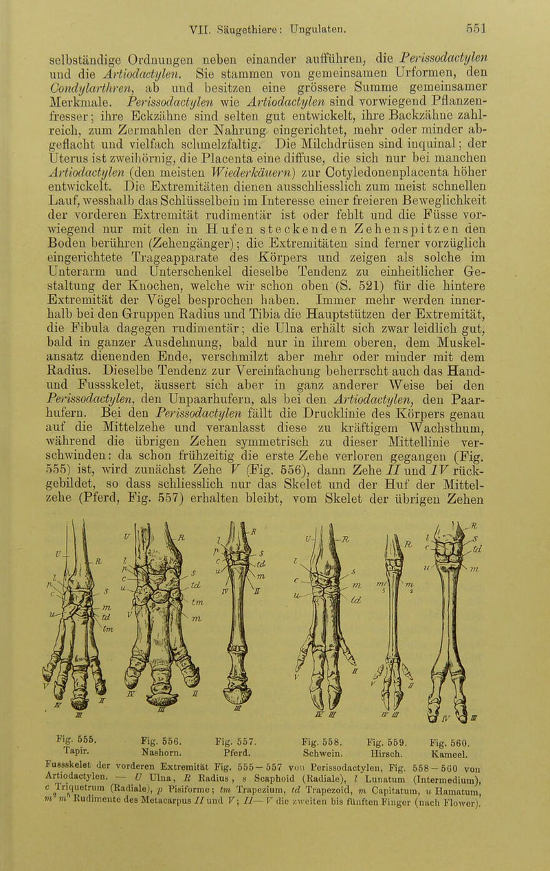selbständige Ordnungen neben einander aufführen; die Ferissodactylen und die Artiodadylen. Sie stammen von gemeinsamen Urformen, den Condylarthren, ab und besitzen eine grössere Summe gemeinsamer Merkmale. Ferissodactylen wie Artiodactylen sind vorwiegend Pflanzen- fresser ; ihre Eckzähne sind selten gut entwickelt, ihi-e Backzähne zahl- reich, zum Zermahlen der Nahrung eingerichtet, mehr oder minder ab- geflacht und vielfach schmelzfaltig. Die Milchdrüsen sind inguinal; der Uterus ist zweihörnig, die Placenta eine diffuse, die sich nur bei manchen Artiodactylen (den meisten Wiederkäueroi) zur Cotyledonenplacenta höher entwickelt. Die Extremitäten dienen ausschliesslich zum meist schnellen Lauf, wesshalb das Schlüsselbein im Interesse einer freieren Beweglichkeit der vorderen Extremität rudimentär ist oder fehlt und die Füsse vor- wiegend nur mit den in Hufen steckenden Zehenspitzen den Boden berühren (Zehengänger); die Extremitäten sind ferner vorzüglich eingerichtete Trageapparate des Körpers und zeigen als solche im Unterarm und Unterschenkel dieselbe Tendenz zu einheitlicher Ge- staltung der Knochen, welche wir schon oben (S. 521) für die hintere Extremität der Vögel besprochen haben. Immer mehr werden inner- halb bei den Gruppen Radius und Tibia die Hauptstützen der Extremität, die Fibula dagegen rudimentär; die Ulna erhält sich zwar leidlich gut, bald in ganzer Ausdehnung, bald nur in ihrem oberen, dem Muskel- ansatz dienenden Ende, verschmilzt aber mehr oder minder mit dem Radius. Dieselbe Tendenz zur Vereinfachung beherrscht auch das Hand- und Fussskelet, äussert sich aber in ganz anderer Weise bei den Ferissodactylen, den Unpaarhufern, als bei den Artiodactylen, den Paar- hufern. Bei den Ferissodactylen fällt die Drucklinie des Körpers genau auf die Mittelzehe und veranlasst diese zu kräftigem Wachsthum, während die übrigen Zehen symmetrisch zu dieser Mittellinie ver- schwinden : da schon frühzeitig die erste Zehe verloren gegangen (Fig. 555) ist, Avird zunächst Zehe V (Fig. 556), dann Zehe II und IV rück- gebildet, so dass schliesslich nur das Skelet und der Huf der Mittel- zehe (Pferd, Fig. 557) erhalten bleibt, vom Skelet der übrigen Zehen Fig. 555. Fig. 556. Fig. 557. Fig. 558. Fig. 559. Fig. 560. '^^Pi'- Nashorn. Pferd. Schwein. Hirsch. Kameel. Fussskelet der vorderen Extremität Fig. 565- 557 vuu Ferissodactylen, Fig. 558- 5ü0 von Artiodactylen. — U Ulna, B Radius, s Scaphoid (Radiale), l Lunatum (Intermedium), c Triquetrura (Radiale), /; Pisiforme; tm Trapezium, td Trapezoid, m Capitatum, u Hamatura, m m Rudimente des Metacarpus //und V; II—V die /.weiten bis fünften Finger (nach Flower).