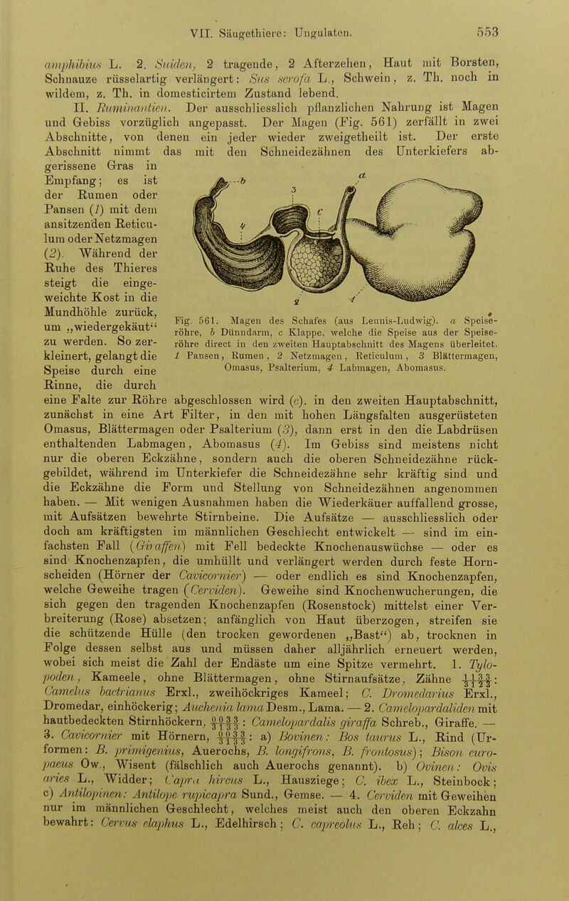 amphibius L. 2. Sniden, 2 tragende, 2 Afterzelien, Haut mit Borsten, Schnauze rüsselartig verlängert: Sns scrofa L., Schwein, z. Th. noch in wildem, z. Th. in domesticirtem Zustand lebend. II. Ruminmiien. Der ausschliesslich pflanzlichen Nahrung ist Magen und Gebiss vorzüglich angepasst. Der Magen (Fig. 561) zerfällt in zwei Abschnitte, von denen ein jeder wieder zweigetheilt ist. Der erste Abschnitt nimmt das mit den Schneidezähnen des Unterkiefers ab- gerissene Gras in Empfang; es ist der Rumen oder Pansen (7) mit dem ansitzenden Reticu- lum oder Netzmagen {2). Während der Ruhe des Thieres steigt die einge- weichte Kost in die Mundhöhle zurück, um „wiedergekäut zu werden. So zer- kleinert, gelangt die Speise durch eine Rinne, die durch eine Falte zur Röhre abgeschlossen wird (c), in den zweiten Hauptabschnitt, zunächst in eine Art Filter, in den mit hohen Längsfalten ausgerüsteten Omasus, Blättermagen oder Psalterium (.5), dann erst in den die Labdrüsen enthaltenden Labmagen, Abomasus {4). Im Gebiss sind meistens nicht nur die oberen Eckzähne, sondern auch die oberen Schneidezähne rück- gebildet, während im Unterkiefer die Schneidezähne sehr kräftig sind und die Eckzähne die Form und Stellung von Schneidezähnen angenommen haben. — Mit wenigen Ausnahmen haben die Wiederkäuer auffallend grosse, mit Aufsätzen bewehrte Stirnbeine. Die Aufsätze — ausschliesslich oder doch am kräftigsten im männlichen Geschlecht entwickelt — sind im ein- fachsten Fall [Giraffen) mit Fell bedeckte Knochenauswüchse — oder es sind Knochenzapfen, die umhüllt und verlängert werden durch feste Horn- scheiden (Hörner der Cavicornier) — oder endlich es sind Knochenzapfen, welche Geweihe tragen {^Cervielen). Geweihe sind Knochenwucherungen, die sich gegen den tragenden Knochenzapfen (Rosenstock) mittelst einer Ver- breiterung (Rose) absetzen; anfänglich von Haut überzogen, streifen sie die schützende Hülle (den trocken gewordenen ,,Bast) ab, trocknen in Folge dessen selbst aus und müssen daher alljährlich erneuert werden, wobei sich meist die Zahl der Endäste um eine Spitze vermehrt. 1. Tylo- poden, Kameele, ohne Blättermagen, ohne Stirnaufsätze, Zähne Cameins badrianus ErxL, zweihöckriges Kameel; C. Dromedarius Erxl., Dromedar, einhöckerig; Aucheina toraaDesm., Lama. — 2. Camelopardaliden mit hautbedeckten Stirnhöckern, : Camelopardalis giraffa Schreb., Giraffe. — 3. Cavicornier mit Hörnern, a) Bovinen: Bos taurus L., Rind (Ur- formen : B. primigeniiis, Auerochs, B. longifrons, B. frontosus); Bison euro- paeus Ow., Wisent (fälschlich auch Auerochs genannt), b) Ovinen,: Ovis aries L,, Widder; (.'apru. hircus L., Hausziege; C. ibex L., Steinbock; c) Antilopinen: Antilope rupicapra Sund., Gemse. — 4. Cerviden mit Geweihen nur im männlichen Geschlecht, welches meist auch den oberen Eckzahn bewahrt: Ce^-vus elaphus L., Edelhirsch; C. capreolus L., Reh; C. alces L., Fig. 561. Magen des Schafes (aus Leunis-Ludwig). a Speise- röhre, b Dünndiirm, c Klappe, welche die Speise aus der Speise- röhre direct in den zweiten Hauptabschnitt des Magens überleitet. / Pansen, Rumen, 2 Netzmagen, Reticulum, 3 Blättermagen, Omasus, Psalterium, 4 Labmagen, Abomasus.