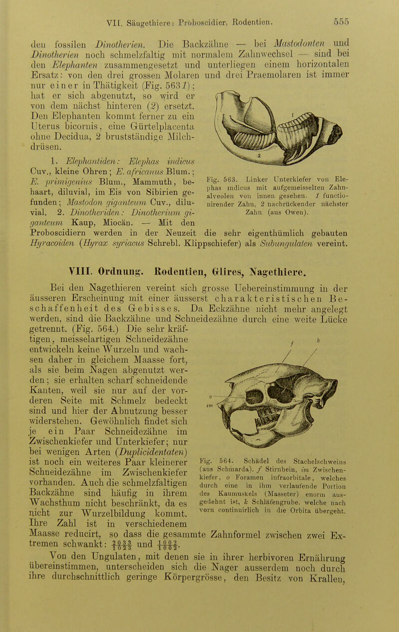 vir. Säugethiere: Prisboscidier, Rodentien. deu fossilen Dinotherien. Die Backzähne — bei Mastodonten und Dinotherien noch schmelzfaltig mit normalem Zahnwechsel — sind bei deu Elephanten zusammengesetzt und unterliegen einem horizontalen Ersatz: von den di'ei grossen Molaren und drei Praemolaren ist immer nur einer in Thätigkeit (Fig. 563i); hat er sich abgenutzt, so wird er von dem nächst hinteren (2) ersetzt. Den Elephanten kommt ferner zu ein Uterus bicornis, eine Gürtelplacenta ohne Decidua, 2 brustständige Milch- drüsen. 1. Elepliantiden: Elephas indieus Guy., kleine Ohren; E. africanus Blum.; E. primirjenius Blum., Mammuth, be- haart, diluvial, im Eis von Sibirien ge- funden ; Mastodon giganteum Cuv., dilu- vial. 2. Dinotheriden: Dinotherium gi- ganteum Kaup, Miocän. — Mit den Proboscidiern werden in der Neuzeit die sehr eigenthümlich gebauten Hyracoiden (Hyrax syriaciis Schrebl. Klippschiefer) als Subungulaten vereint. VIII. Ordnung. Rodentien, Grlires, Nagethiere. Bei deu Nagethieren vereint sich grosse Uebereinstimraung in der äusseren Erscheinung mit einer äusserst charakteristischen Be- schaffenheit des Gebisses. Da Eckzähne nicht mehr angelegt werden, sind die Backzähne und Schneidezähne durch eine weite Lücke getrennt. (Eig. 564.) Die sehr kräf- tigen, meisselartigen Schneidezähne entwickeln keine Wurzeln imd wach- sen daher in gleichem Maasse fort, als sie beim Nagen abgenutzt wer- den ; sie erhalten scharf schneidende Kauten, weil sie nur auf der vor- deren Seite mit Schmelz bedeckt sind und hier der Abnutzung besser widerstehen. Gewöhnlich findet sich je ein Paar Schneidezähne im Zwischenkiefer und Unterkiefer; nur bei wenigen Arten (DupUcidentaten) ist noch ein weiteres Paar kleinerer Schneidezähne im Zwischenkiefer vorhanden. Auch die schmelzfaltigen Backzähne sind häufig in ihrem Wachsthum nicht beschränkt, da es nicht zur Wurzelbildung kommt. Ihre Zahl ist in verschiedenem Maasse reducirt, so dass die gesammte Zahnformel zwschen zwei Ex- tremen schwankt: f^-|| und Von den Ungulaten, mit denen sie in ihrer herbivoren Ernährung übereinstimmen, unterscheiden sich die Nager ausserdem noch durch ihre durchschnittlich geringe Körpergrösse, deu Besitz von Krallen, Fig. 563. Linker Unterkiefer von Ele- phas Indiens mit anfgemeisselteii Zahn- alveolen von innen gesellen. 1 functio- nirender Zalin, 2 nachrückender nächster Zahn (aus Owen). Fig. 564. Schädel des Stachelschweins (aus Schmarda). / Stirnbein, im Zwischen- kiefer , 0 Foramen infraorbitale, welches durch eine in ihm verlaufende Poition des Kaumuskels (Masseter) enorm aus- gedehnt i.ot, h Schiäfengrube, welche nach vorn continuirlich in die Orbita übergeht.