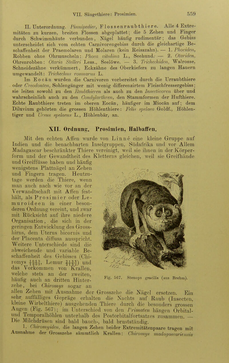 n. Unterordnung. Pinnipedier, Flossenraubthiere. Alle 4 Extre- mitäten zu kurzen, breiten Flossen abgeplattet; die 5 Zehen und Finger durch Schwimmhäute verbunden, Nägel häufig rudimentär; das Grebiss unterscheidet sich vom echten Carnivorengebiss durch die gleichartige Be- schaffenheit der Praemolaren und Molaren (kein Reisszahn). — 1. Phociden, Robben ohne Ohrmuscheln: Phoca vitnlma L., Seehund.- — 2. Otariden, Ohrenrobben: Otaria Steileri JjeBB., Seelöwe. — 3. Trichechiden, Walrosse, Schneidezähne verkümmert, Eckzähne des Oberkiefers zu langen Hauern umgewandelt: Trichechus rosviarus L. Im E 0 c ä n wurden die Carnivoren vorbereitet durch die Urraubthiere oder Creodonfen, Sohlengänger mit wenig differenzirtem Fleischfressergebiss; sie leiten sowohl zu den liaubthieren als auch zu den Insectivoreii über und wahrscheinlich auch zu den Condylarthren, den Stammformen der Hufthiere. Echte Raubthiere treten im oberen Eocän, häufiger im Miocän auf; dem Diluvium gehörten die grossen Höhlenthiere: Felii^ spelaea Goldf., Höhlen- tiger und Urms spelaeus L., Höhlenbär, an. XII. Ordnung. Prosimien, Halbaffen. Mit den echten Affen wurde von Linne eine kleine Gruppe auf Indien und die benachbarten Inselgruppen, Südafrika und vor Allem Madagascar beschränkter Thiere vereinigt, weil sie ihnen in der Körper- form und der Gewandtheit des Kletterns gleichen, Aveil sie Greifhände und Greiffüsse haben und häufig wenigstens Plattnägel an Zehen und Fingern tragen. Heutzu- tage werden die Thiere, wenn man auch nach wie vor an der Verwandtschaft mit Affen fest- hält, als Prosimier oder Le- muroideen in einer beson- deren Ordnung vereint, und zwar mit Rücksicht auf ihre niedere Organisation, die sich in der geringen Entwicklung des Gross- hirns, dem Uterus bicoruis und der Placenta diffusa, ausspricht. Weitere Unterschiede sind die abweichende und variable Be- schaffenheit des Gebisses (Chi- romys {^l Lemur ||||) und das Vorkommen von Krallen, welche stets an der zweiten, häufig auch an dritten Hinter- zehe , bei Chiromys sogar an allen Zehen mit Ausnahme der Grosszehe die Nägel ersetzen. Ein sehr auffälliges Gepräge erhalten die Nachts auf Raub (Insecten, kleine Wirbelthiere) ausgehenden Thiere durch die besonders grossen Augen (Fig. 567); im Unterschied von den Primaten hängen Orbital- und Temporalhöhlen unterhalb des Postorbitalfortsatzes zusammen. — Die Milchdrüsen sind bald bauch-, bald brustständig. 1. Cltiromyiden, die langen Zehen beider Extremitätenpaare tragen mit Ausnahrae der Grosszehe sämmtlich Krallen: Chiromys madayrmariemis