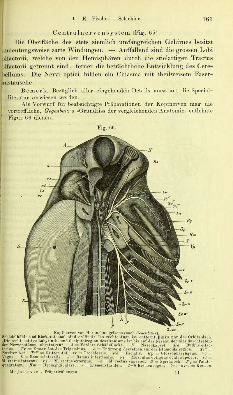 Centrainervensystem (Fig. 65). Die Oberfläche des stets ziemlich umfangreichen Gehirnes besitzt Imcleutnngsweise zarte Windungen. — Auffallend sind die grossen Lobi )lfactorii, Avelche von den Hemisphären durch die stielartigen Tractus jlfactorii getrennt sind, ferner die beträchtliche EntAvicklung des Cere- bellums. Die Nervi optici bilden ein Chiasma mit theihveisem Faser- lustausche. Bemerk. Bezüglich aller eingehenden Details muss aiif die Special- literatur verwiesen werden. Als Vorwiirf für beabsichtigte Präparationen der Kopfnerven mag die vortreffliche, Gegenbmira »Grundriss der vergleichenden Anatomie« entlehnte Figur 66 dienen. Fig. 66. Kopfnerven von Hexanclius griseus (nach Gegtnbuur). Schädelhölile und Rückgratcanal sind eröifnet; das rechte Auge ist entfernt, |links nur das Orbitaldach. ^Die rechtsseitige Labyrinth- und Occipitalregion des t'raniums ist bis auf das Niveau der hier durchtreten- den Nervenstämme abgetragen. 4 = Vordere Schädellücke. JV = Nasenkapsel. iJo = Bulbus olfac- torius. Tr'= Erster Ast des Trigeminus. a = Endzweig desselben auf der Ethmoidalregion. Tr r= Zweiter Ast. Tr' = Dritter Ast. tr = Trochlearis. Fa = Facialis. Gp = Glossopharyngeus. Vg = Vagus, i =- Ramus lateralis. .7 = Ramus intestinalis, os = Musculus obliquus oculi superior. r« = M. rectus internus. »• c = M. rectus externus. »'S = M. rectus superior. S = Spritzloch. = Palato- quadratum. fl'm = Hj-omandibulare. j-= Kiemeustrahlen. 2—6 Kiemenbogen. bri—i»vi = Kiemen. Mojsisovics, Präparirübungen. 11