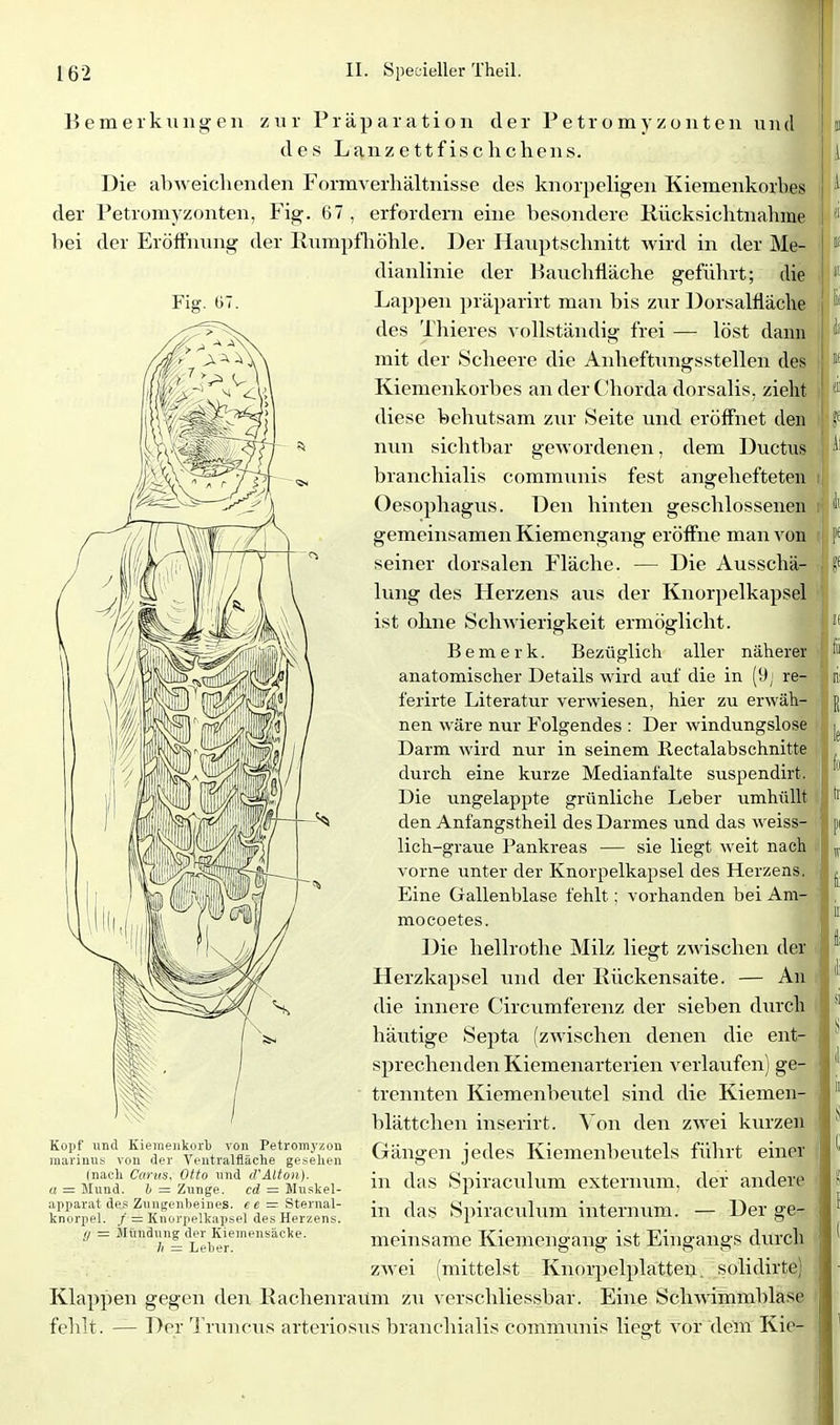 B e m e 1 k II 11 g e n zur P r ä p a r a t i o ii der P e t r o m y z o ii t e ii ii n d des Lanzettfisclicheiis. Die abweichenden Formverliältnisse des knorpeligen Kiemenkorbes der Petromyzonteii, Fig. 67 , erfordern eine besondere Rücksichtnahme bei der Eröifnung der llumpfliöhle. Der Hauptschnitt wird in der Me- dianlinie der Bauchfläche geführt; die Fig. G7. Lappen priiparirt man bis zur Dorsalfläche des Thieres vollständig frei — löst dann mit der Scheere die Anheftungsstellen des Kienienkorbes an der C'horda dorsalis. zieht diese behutsam zur Seite und eröffnet den nun sichtbar gewordenen, dem Ductus branchialis communis fest angehefteten Oesophagus. Den hinten geschlossenen gemeinsamen Kiemengang eröffne man von seiner dorsalen Fläche. — Die Ausschä- lung des Herzens aus der Kiiorpelkapsel ist ohne Schwierigkeit ermöglicht. Bemerk. Bezüglich allei- näherer anatomischer Details wird auf die in (9; re- ferirte Literatur verwiesen, hier zu erwäh- nen wäre nur Folgendes : Der windungslose Darm wird nur in seinem Rectalabschnitte durch eine kurze Medianfalte suspendirt. Die ungelappte grünliche Leber umhüllt den Anfangstheil des Darmes und das weiss- lich-graue Pankreas — sie liegt weit nach vorne unter der Knorpelkapsel des Herzens. Eine Gallenblase fehlt: vorhanden bei Am- mocoetes. Die hellrothe Milz liegt zwischen der Herzkapsel und der Eückensaite. — An die innere Circumfereiiz der sieben durch häutige Septa (zwischen denen die ent- sprechenden Kiemeiiarterien verlaufen) ge- trennten Kiemenbeutel sind die Kiemeii- blättchen inserirt. Von den zwei kurzen Gängen jedes Kiemenbeutels führt einer in das Spiraculum externum. der andere in das Spiraculum iiiternum. — Der ge- meinsame Kiemengang ist Eingangs durch zwei (mittelst Kiiorpelplatten. solidirte) Klappen gegen den Kachenraüm zu verschliessbar. Eine Schwimmblase fehlt. — Der Truncus arteriosus branchialis communis liegt vor dem Kie- Kopf und Kiemeiikort von Petromj'zon marinus von der Ventralfläche gesehen (nach Cariis, Otto und irAlton), a = Mund. b = Zunge. cd = Muskel- apparat des Zungenbeines, ee = Sternal- knorpel. / = Knorpelkapsel des Herzens. . g = Mündung der Kiemensäcke. - h = Leber.