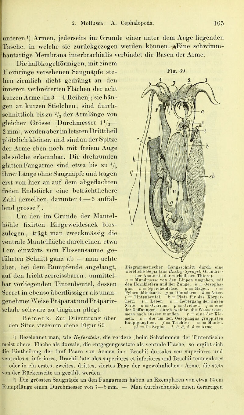 Fig. ()9. unteren') Armen, jederseits im Grunde einer nnter dem Auge liegenden Tasche, in welche sie zurückgezogen werden können.-%Eine schwimm- hautartige Membrana interbrachialis verbindet die Basen der Arme. Diehalbkngelförmigen, mit einem Eornringe versehenen Sangnäpfe ste- hen ziemlich dicht gedrängt an den inneren verbreiterten Flächen der acht kurzen Arme (in 3—4 Reihen); sie hän- gen an kurzen Stielchen, sind durch- schnittlich bis zu 2/3 der Armlänge von gleicher Grösse Durchmesser 1 •/.2— 2 mm), werden aber im letzten üritttheil plötzlich kleiner, und sind an der Spitze der Arme eben noch mit freiem Auge als solche erkennbar. Die drehrunden glatten Fangarme sind etwa bis zu ^/^ ihrer Länge ohne Saugnäpfe \md tragen erst von hier an auf dem abgeflachten freien Endstücke eine beträchtlichere Zahl derselben, darunter 4 — 5 auffal- lend grosse 2). Um den im Grunde der Mantel- höhle fixirten Eingeweidesack blos- zulegen, trägt man zweckmässig die ventrale Mantelfläche durch einen etwa 1 cm einwärts vom Flossensaume ge- führten Schnitt ganz ab — man achte aber, bei dem Rümpfende angelangt, auf den leicht zerreissbaren. unmittel- bar vorliegenden Tintenbeutel, dessen Secret in ebenso überflüssiger als unan- genehmer Weise Präparat undPräparir- schale schwarz zu tingiren pflegt. Bemerk. Zur Orientiruno- über den Situs viscerum diene Figur ü9. Diagrainmatischer Längsschnitt durch eine weibliche Sepia (aus HttxU//-Spengel, Grundris.s der Anatomie der wirbellosen Thiere). a = Mundmasse von den Lipjien umgeben, mit den Hornkiefern uud der Zunge, b = Oesopha- gus, c = Speicheldrüse. d = Magen. e = Pylorusblindsack. g = Dünndarm, h = After. i = Tintenbentel. k = Platz für das Körper- herz, l = Leber. n = Lebergang der linken Seite. 0 = Ovari.um. p = Oviduct. q = eine der Oeft'nungen, durch welche die Wasserkam- mern nach aussen münden. }• = eine der Kie- men, s = die um den Oesophagus gruppirteii Hauptganglien. / = Trichter. m = Slantel. Sil = Os Sepiae. 1, S, 3, 4,5 = Arme. ') Bezeichnet man, wie Keferstein, die vordere (beim Schwimmen der Tintenfische meist obere, Fläche als dorsale, die entgegengesetzte als ventrale Fläche, so ergibt sich die Eintheilung der fünf Paare von Armen in: Brachii dorsales seu superiores und ventrales s. inferiores, Brachii laterales superiores et inferiores und Brachii tentaculares — oder in ein erstes, zweites, drittes, viertes Paar der »gewöhnlichen« Arme, die stets von der Rückenseite an gezählt werden. '-) Die grössten Saugnäpfe an den Fangarmen haben an Exemplaren von etwa 14 cm Kumpflänge einen Durchmesser von 7—S mm. — Man durchschneide einen derartigen