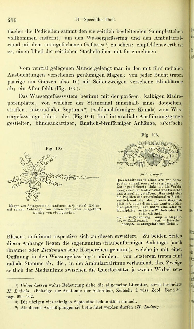 üäche die Pedicellen sammt den sie seitlich begleitenden Saumplättchen vollkommen entfernt, um den \yassergefässring und den Ambulacral- canal mit dem »orangefarbenen Gefässe« ^) zu sehen; empfehlenswerth ist €S, einen Theil der seitlichen Stachelreihen mit fortzunehmen. Vom ventral gelegenen Munde gelangt man in den mit fünf radialen Ausbuchtungen versehenen geräumigen Magen; von jeder Bucht treten paarige (im Ganzen also 10) mit Seitenzvreigen versehene Blinddärme ab; ein After fehlt (Fig. 105). Das Wassergefässsystem beginnt mit der porösen, kalkigen Madre- porenplatte, von welcher der Steincanal innerhalb eines doppelten, straffen, interradialen Septums^) (»schlauchförmiger Kanal«) zum Was- sergefässringe führt, der (Fig 104) fünf interradiale Ausführungsgänge gestielter, blindsackartiger, länglich-birnförmiger Anhänge, ))Pol{sehe Fig. 106. Fig. 105. Magen von Astropecten aurantiacus in 1)2 natürl. Grösse mit seinen Anhängen, von denen nur einer ausgefüiirt wurde; von oben gesehen. Querschnitt durch einen Arm von Astro- pecten aurantiacus; etwas grösser als in Natur gezeichnet: linlts ist die Verbin- dung zwischenRadiärcanal undFüsschen und Ampullen getrjfoen. Man sieht oben die Papillen der antambulacralen Fläche, seitlich und oben die „oberen Marginal- platten, unter diesen die „unteren Mar- ginalplatten, links unten eine Adambu- lacralplatte, rechts ein Wirbel- oder Am- bulacralstück. mg. — Magenanliang. amy. — Ampulle. c.r. — Eadiärcanal. fed. = Füsschen. orang.G. = orangefarbenes Gefäss. Blasen«, aufnimmt respective sich zu diesen erweitert. Zu beiden Seiten dieser Anhänge liegen die sogenannten »traubenfönnigen Anhänge« (auch »braune« oder Tiedemann'sehe Körperchen genannt), welche je mit einer Oeffnung in den Wassergefässring 3) münden; von letzterem treten fünf radiale Stämme ab, die , in der Ambulacralrinne verlaufend, ihre Zweige seitlich der Medianlinie zwischen die Querfortsätze je ZAveier Wirbel sen- 1) Ueber dessen wahre Bedeutung siehe die allgemeine Literatur, sowie besonders H. Ludwig, »Beiträge zur Anatomie der Asteriden«, Zeitschr. f. wiss. Zool. Band 30. pag. 99—162. 2) Die übrigen vier sehnigen Septa sind bekanntlich einfach. 3) Als dessen Ausstülpungen sie betrachtet werden dürfen IH. Ludwig).