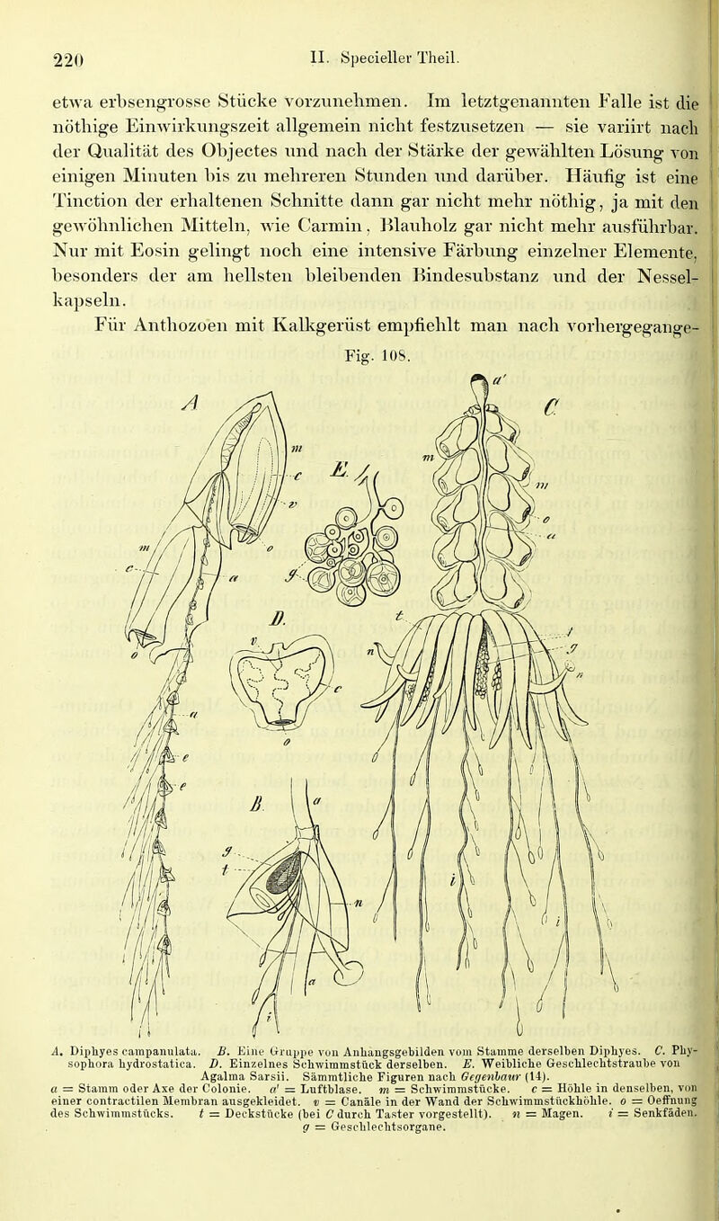etwa erbseiigrosse Stücke vorzvmehmen. Im letztgenannten Falle ist die nöthige Einwirkungszeit allgemein nicht festzusetzen — sie variirt nach I der Qualität des Objectes und nach der Stärke der gew^ählten Lösung von ' einigen Minuten bis zvi mehreren Stunden und darüber. Häufig ist eine Tinction der erhaltenen Schnitte dann gar nicht mehr nöthig, ja mit den gewöhnlichen Mitteln, wie Carmin. l^lauholz gar nicht mehr ausführbar, i Nur mit Eosin gelingt noch eine intensive Färbung einzelner Elemente, j besonders der am hellsten bleibenden Bindesubstanz und der Nessel- I kapseln. Für Anthozoen mit Kalkgerüst empfiehlt man nach vorhergegange- Fig. lOS. A, Dipiyes carapanulata. B. Eiiif Gruppe von Anliangsgebilden vom Stamme derselben Diphyes. C. Pliy- sophora liydrostatiea. D. Einzelnes Schwimmstück derselben. E. Weibliche Geschlechtstraube von Agalma Sarsii. Sämmtliche Figuren nach Gegenhaur (14). ß = Stamm oder Axe der Colonie. a' = Luftblase, m = Schwimmstücke. c = Höhle in denselben, von einer contractilen Membran ausgekleidet, v = C'anäle in der Wand der Schwimmsthckhölile. o = Oeffnung des Schwimmstücks. < = Deckstücke (bei C durch Taster vorgestellt). m = Magen. t = Senkfäden. g — Geschlechtsorgane.